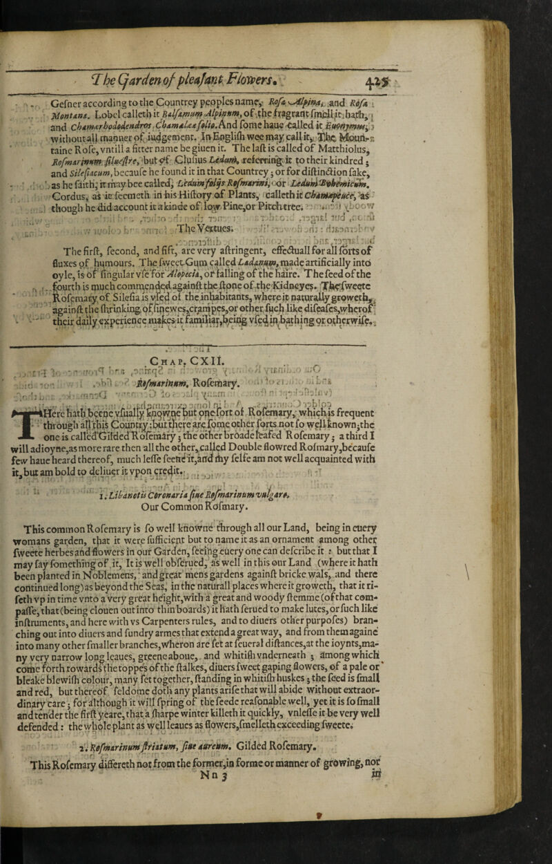 Gefncr according to the Countrey peoples namr,-» Ro/a, Ro/a < • UontAna,, Lobclcallethit of-,the fragrant and chAm^rbpdodendros,dham4U*foUo.^nd fomehau^vc^led k withouraU manner of^iudgemenr. JoEnglifh wee may caU itj;-i)lgc Moua-c tainc Rofc, vntill a fitter name be giucn it. The laft is called of Macthiolus, RofmArimm .Clufius errin'^ k to their kindred • and Silefiacum, bccaufe he found it in that Countrey 5 or for diftindion fake, bas he flith^kmaybee called^ L'etiumY6l^TRofmMrmi;CjQxiLedubi^^k^icitm, Cordusy at ic feemeth in his Hifiory of Plants, i'CzWzxhitchpnut^udej^i '^ though he did account it akinde of ilow^PinCjOr Pitditree;^boow ; ' . .-TOii'o 'b il: rjr ' r ind .nerrh .7 h' i ^The'V^tues; .-•nuioilib-: ?■ ■ bnn‘::nfsi Thefirfi, fecond, and fift, are very aftringent, cffe(5fuall for all forts of fluxes of humours. The fweetGura called made artificially int6 oy Ic, is of' lingular vreTof of falling of the haire. The feed of the t)urth is omch comtiyfodedagainft tl^ftpnc of .rhe;Kidneye5. iTjhe^fweetc ofpmafy of Silefia is vied drtheinhabitants, wherje ft naturally gtowetfa^_^ ' againfttheflxrinking,9ffine.wcs,cr/mpcs,orotherTwc^lik^difeafcs,wherof^^  their daily.experiehccmajcbit fa^ vfe^jl^^thing 9r,p;hcrwiT?,, ; jii Jl .Chap. CXJL , , .rt.7 rr;i ..t^.^rrcd - ‘ ’ 0*;l> V. , '. ■-/i . JCfli;;,/- .-sry’. I ,''bh .Rofemary. ' ■nnvCI ' DlO r ;:.l r(;::;fn . - ::b n* ^ ^'nol nil o. P ■[^■iiHerc hath b^ebe y,^aljy ^n^wt^ufpU^^d^t of r^ofana^^^^ wbicliis frequent ■» - through airthit Country :buttbete^^r^jo‘m€ weilknownjthc JL one is called'Cjiided Ko'feraary • theother broadertafed Rofemary • a third I will adioyne,as more rare then all the 0ther,,cailed Double flowred Rofmary,bccaufc few haue heard thereof, much lelTe fectr^ir,aiid thy felfe am not well acquainted with it, but atn bold to dcliucr it vppn^qredit.:^ ,, ' iiLibdKetuCdrenArUftteRfmdrimmviilgdrfi Our Common Rofmary. This common Rofemary is fo well ktiowtie* through all our Land, being in euery womans garden, that ic werefufficieac but to name ic as an ornament among other fweete herbes and flowers in our Garden, feeingeuery one can deferibe ic ; but that I may fay fomethlngof.it, Itiswell obrcrued,*^;as well inthisourLand (wbereithath been planted in Hoblcmens,”* and great’ mens gardens againft bricke wals^land there continued long)as beyond the Seas,' in the naturall places whereit groweth, that it ri- feth vp in time vnto a very great heigKt,with a great and woody flemme Cofthat com- paffe, that (being ciouen out into thin boards) ic hath ferued to make lutes, dr fuch like inftruments, and here with vs Carpenters rules, andtodiuers other pu'rpofes) bran¬ ching out into diners and fundryarmes that extend a great way, and from them againc into many other fmallcr branches,Wheron are fet at fcueral diftances,at the ioynts,ma¬ ny very narrow long Icaues, greeneaboue,. and whitifli vnderneath 5 among which ^ come forth to wardsthe toppes of the ftalkes, diuers fwcet gaping flowers, of a pale or ‘ bleake blewilh colour, marly fet together, flanding in whitilh huskes 5 the feed is fmall and red, but thereof fcldome doth any plants arife that will abide without extraor¬ dinary care; fbr although it will fpring of the feedc rcafonable well, yet it is fo fraall and tender the fir ft yeare, that a ftiarpe winter killcth it quickly, vnlcffc it be very well defended: the whole plan t as \y eh leaucs as flowers,fmellcth exceeding fweete. ii'RefmdritJUTHpiitufn,fiHedUreum,C\\dicdiKQkmsxy, f* t*‘ ^ ^ . c This Rofemary differcth not from the formcr,iQ forme or manner of gfowing;, nor Nnj ih