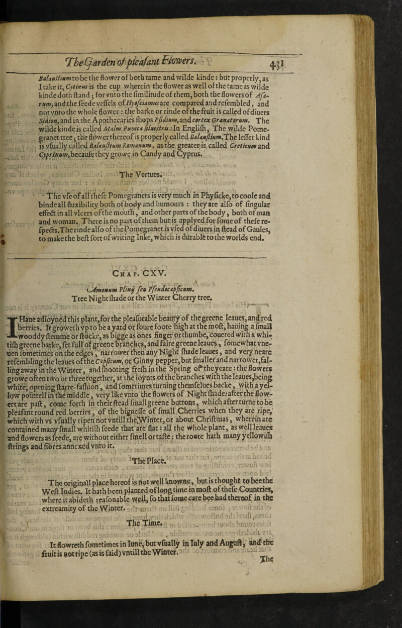 TheCjarden of pkafant Ffonders. BAUuHmm to be the flower of both tame and wilde kinde: but properly, as .1 take it, is the cup wherein thefloweras well of the tame as wilde kinde doth (land; for vnto the fimilitude of them, both the flowers of Aft* rum^ and the (cede vcflcls G^HyofetAmmzxQ. compared and refembled, and nor vnro the whole flower: thebarke or rindc ofthe fruit is called of diners SjdiottyZnd in the Apothccarie's (hops PffdmmyZn6.cortexGranAt9rum. The wilde kindcis called MaIh£ VunicA Englifh, The wilde Pomc- gfanet tree 5 the flower thereof is properly called BaUaiftiHm.thQ leflcr kind is y fually called BAUaJlium Remanum, as the greater is, called Creticum and ’ CyfrinHWthzczvSt they grow? in Candy and Cyprus. The Vertucs. 'i-. ' The vfe of ail thefe Pom'cgraners is'vcry much in Phyficke,tocooIe and bindeall fluxibility both ofbody and humours ; they are alfo of lingular clfc<5t in all vlcers ofthe mouth, and other parts of the body, both of man and woman.^ There is no part of them buris applycdfw fomeof thefe re- fpeds.The rfndealfo of thePomegranet is vfed of diuers in ftead of GauleSj to make the beft fort of writing Inkc, which is dUrabI6tothe worlds end. / Chap. CXV. \ L^mornttm ?im^ feu Ffestdecifltcam, ' Tree Night fliadc or the Winter Cherry tree Haue adioyned this plant,for the plcarurablc beauty of thcgrcenc Icaues, and red berries, ft ^roweth vp'to be a yard bf fourc foote ^high at the moft, hauing a fraall *-wooddy ftemrfic br ftbeke, as bigge as 'dries fingcfpr thumbe, cpucred with a whi- tilhgreene barke, fet'fultof gfeeftc b'raheheSjandfaifcgrecnclcaue^;, fomewhatvne- ucli foWietimes on the edges *,*^narroweri:heh any Night lhade Icaues, and veryncarc rcfcmbling the Icaues ofthe Gihny pepper, but Imallcr and narrowcr,faI- lingaway in the Winter, and Ihoodrig frclh in the,Spring o^theyeare: the flowers growe often two or three together^ at'the loynts of the branches with the Icaues,being whiter opening ftarrc-faffiion', and fometimes^turning themfeluesbackc, ,with ayel- Ipw pofntcll in the middle, very like vnto the flowers of Night fliade; after the flow¬ ers,are paft, come forth in their ftcad'fmall greene buttons, which after turne to be pi'eafant round red berries, of the bignclTc of fmall,Cherries when they are ripe,' which with vs vfually ripen not vntilljthejV'intcr, or about Chriftmas, wherein arc contained many fmall whitilh feede that'afe‘'flat: all the Whole plant, as well leaucs and flowers as feede, arc without either fmcll ortaftc; theroote hath many ycUowilh firingsandfibfbanrieicedvwoit. ,^^^^^^ ^ ; , 7, ry . . I ' i' y . ' • V • I- ^ The originallplacehcrcof is riot well knpwne, butisthpughc tobcethc Weft Indies. It hath been planted of longtime in moft pf thefe Countries, •,. r wbl^re it abideth rcafonablc wcUj fb tbat fomc care beebad thereof in the r ij, extreamity of the ’ ;u) lii:-; ■ crrioi ^ r -iJ hIj ,T- . •,..7, The Time...- .. I j' » . ( ro jft . • I # . * It flowreth fometimes in Iunb,but vfually in luly- attd Auguft^,' 'aftd the fruicisijotripc(asisfaid)vntilltheWinter.^-‘^ ‘ - -- ^ The