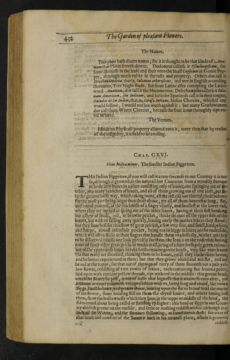 li The Names, • • r.Inr; plant hath diucrs names 5 for it is thought tobc that kindcof •. lo : ^j^^j^thatPlihicfcttcth downc. Dodonajuscallcth it for •' -1 ■' liken.clfe in the leafe and fruit vnto the fmali Cdpjtc^m or G innic Pep- per^, aith^h much vnlike in therafte and property. Others doe call it % ' ^ ^ St/ichn^dendi'W,ihztii^SfiUKtm and wee in Englilh according ^ '^^ thercuhtoj Tree Night fhade. ButfomeLatine alTcs corrupting thcLatinc word ^m0i»umy dcrc call it the Mumrac tree. Dalechampihs callcth it So/a- aam Americum, feu Indicum, and faith the Spaniards call it in their tongue,;. Guiudai de las //?d/W,that is, Cerdfa iftdUndy Indian Cherries, which if any would follow, Iwouldnotbccmuchagainftit : but many Gentlewomen doe call them. Winter Cherries. bccaufc the fruit is not throughly ripe vn- ' Lv,. . : •friguiu;: - ThcVertucs. ‘ ' fji;r*i,iO fj^-•(! jV! ^ gTJft'n ; ;'?!>rh in jgdd^hO'phyficall property allotted vnto if, more thenthat byreafon 10 i5f ^fi^ifi]gm^ity,itishicldto be cooling, ; * ' LflO ebhev,-.0- ■ >' .1 r Chap. CXVJ. Ficm indicdminsr, Thcfmaller Indian Figgctree. y■'- * j‘ r.'1 PHis Indian Figgetrec,if you will call it a tree (becaufc in our Country it is not ^^fpjalthough itgrowethinthcnaturallhpt Countries from a wooddy ftemi^ ' 1 grpwmg out of one leafc^ut iji- ^ “:bcl fe Way, i^nich takingVootei'all thp reft life out thcreofjthofebclowc yrherc^fey arc i6yn?d of ^rfhg out of the other leaues j hauing at their firft breaking , or browhe pf ickes , thicke fpt oucr all the vpper fide of the kad^i^butvvithys falJing away quickly,l^uingonely the markes where they flood: But they Jfiauebefides this (heW of great prickes^afew very fine, and fmall|,hard,white,, Vndterpe, ahnoftanTenfible prickes, bcing notfobiggeashairesohthcvndcrfidc, ^ Whkh will often ftickc in their fingers that handle thena vnaduiredly,ndther arc they < to be difeerned y nlelkone loQhp^ecifely on the vnderfide hauing: bA a >fV C*i!L. ,^1, Baa '^'aa ^‘*aa t - a» ' WAI. ^ 1 1 ''iT £,1^Z aa. ^ ) aa ai^a. a - ‘(fo thaC many arc decciiied, thinking them to be leaues, yptUl they marke them better, ^ and be better experienced in them) but that they growe round and not flat, and arc broad at the toppe 5 for that out of ,thc tops of cueryof them fliootcth out a pale yel¬ low flower, confifting of two rowes of leaues, each containing fiue leaues a pccce, laid open with certaine yellow threads, tipt with red in the middle: thisgrecne bead, be , ris'hof of halfc that bigneffe that it attaincth vnto after, yet /eldottte^deucf eoMiBeth vfito^dkfllipii' with vs, being long and round, like vnto a -I%ge,il3nallbel6W‘^^iind ^'eiHd‘ab6he^bearing vpon the flat or broad head the marke oftheflower; fomc holdingftillon themrfhe dryed leaues, and others hauinglofl them, (hew the hollownefle which they jhauqin the toppcormiddle of thehcad, the : fides round about being raifed or ftatraii^ vp higher: this head or figge in our Coun¬ try abideth grccnc on the outfidc, and little or nothing reddifli within (although it a- ^dihe Suml^r fbHoWing, as' fomefimes it doth) for want of xhathcafeand comfort of the,$ttnOijk hith in his naturall place, where it groweth reddifh oru.