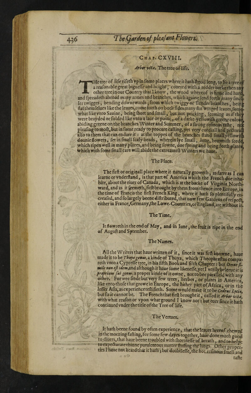 t!  i r: i 45<S Thef^ardtnoffkafant-MmerUs /< CHAt. CXtiII. . ^ ArbifviU, The trees of life* (3 . ■?>• u iHe tree of life rifeth Vp in fotne places where it hath^^ij long, t^j|e a treefc areafonablcgreatbignefiTeand height,concred witlia redderl^Aothena^ * other tree in our Country that I know, thev^ood whereof is and haiij d fpreadeth abroad many arnies and branches, which againe fend fortfij^any fm|j lertwigges, bending ddVviicwards 5 from wl|1ch twiggy^tli^ilerbi^n^^ beiij flatthcmfclues like the lcaucs,comc forth on botlf fidcsfuany BatVtnged leaucSjforr ( what like vntoSauine, beiHgfliortandfmall, but not pricking, feemitig asifth; were brayded or folded like vntoa lace or poiht^^f a darkc ydlowifligr^bf colo^' abiding grccnc on the branches Winter and Summer, of a ftroig r'efino^^fte, ik ^leafing to moCfc, but in fomc ready to procure calling, yet very cordialun^be^or] alfo to them that can endure it: atthe toppeiof the branejics ftand fmaltj^llowi dounie flowers, fet in frazil fcaly heads, wherein lye fmall, /long, bropmifli feedd which ripen Well in manj^ places,and being fowne, doc fpring and bring-forth^Ianti Whichwithfomcfinallcare willabidethcextrc^meil Winters we haue. ,j ^ if ^ ■ The Place. ■ j| Thcfirftoforiginall place where it naturally groweth,' asfarreas I can Icarncorvndcrftand, is that part of America which the French doe inha- bitc, about the riucr of Canada, which is at the backc of Virginia North- ward, and as it Ci:cmc|th, firft brought by them from thcBcc into Europe in the time of Francis the firfl: French King, where it hath fo plentifully en- creafed, and folargely becnediftributed, that now few Gardens ofrcfpedl cither in France,Gcrmany,thc Lowc.Cpuntrics,of England,arc without it! The Time, ' ^ . ; ItflowrcthinthcendofMay, and in luncj the fruit is ripe in the end ®f AuguftandSptember. The Names. ^ ' ^ All the Writers that hauc written of it, fince it was flrftknowne hauc ; j madcittobcr^»r^^^»w,akindcofThuya, which Thcophraftusc^pa- reth vnto a Cy prcfTc tree, in his fifth Book and fifth Chapter .• but OmneR^ mile nen ejl /dm,and although it haue fome likcneficjyetl verilybelceue it is freprium fit genm, a proper kindc of it owne, not to bee parallel with any other. For wee finde but very few trees, hcibes, or plants in America like vnto thofe that growe in Europe, the hither part of Africa, orin the Icfler Afia, asexpericncctcftificth. Some would make it to be Ceirm LuU but foit cannot be. The French that firft brought it, called it Arhtr viu with what reafonor vpon whatground I know nottbuteuerfinceicharh continued vnder the title of the Tree of life. ThcVcrtucs. ^ It hath bcene found by often experience, that thelesues hereof chewed . in the morning fading, for fome few dayes together, hauedone much good to,diucrs,that hauc beene troubled with Ihortnefic of breath ,-and tobel pe to expcdoratethirtncpurulentous matter ftuffing the lungs. Other proper¬ ties I haue not heard that it hath 5 but doubilcflc, the hoc^i cfinous fmell and tafte ; /I j.'--.