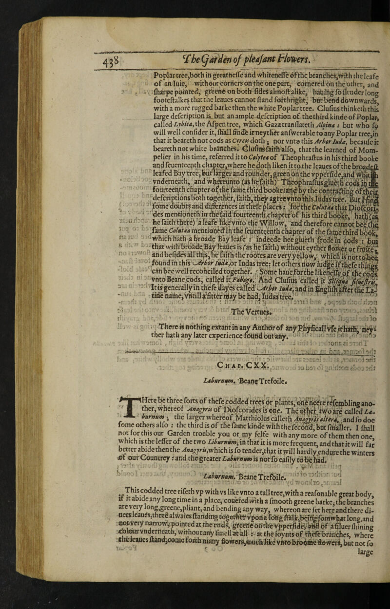 ^£he Qiudin ofpleafant Flayers. Poplar treejboth ih greatnelTe and wbitencflTc df the branches,with the leafc of an luic, without corners on the one part, cornered bn the other, and . i>\:(barpe pointed, gi^enfc on both (ides almbft alike, hal)lhgToflenderlon<^ footeftalkc^ that the Icaues cannot ftand forthright, botb^'d downward^ with a more rugged barke then the white Poplar tree. Clufius thinketh this . „ . - large defeription is. but an ample-defcription of thethird kinde-of Poplar, calledthe Afpen tree, which Gazatran{lafethy^/|p/»4 : but who f9 will well confider it, ffiall findb imeyth^r anfwerablc to any Poplar tree,in that it beareth not cods as Cercu doth 5 nor vnta this Arhr luda, bccaufc it bearcth not white bpaflChes! (Slufins faith -alfo, that the learned of Mom- pelier in his time, referred it to CtljUA of Thcophraftus in his third booke and feuenteenth chapt^wherc he doth liken h tat he leaucs of the broade ~  ; ^ leafed Bay tree, femrlldger and rouh'der, green bn the vppi^M * ' vndcrncathjjand wfeurito^Cas Maithf f lieophraftusgiu^th epd^jn ri . ’ - fourreei^tli chapter of the fardcihirdbookeian^B^ cont^^ing oMe ! ^dcfcriptions b'oih togtthb, faith, agtecynto this Judas trcc7 |ut (. ‘-^fbmidoiibt^anddi&rjchcesinthtfeplacei;. ^fd7thcCtf/«f4f4tha^Diof/p^^^ / ^'' des mcntibneth iffifh^faid’f^^ T.Ai d:'n. jje faidVr^Vc^ ’a reafcljkcYntb't{|e Willow, and therefore cannot bef^ -Jtrq Co/ttua mentib’ii^Jh the fcucht?<^n the faipe third book n;; which hath a broadc Bay le^e*: indeede heeeiiieth feede fn . kns _ -viuuucauc^vtia, taupu nnu v-iuiius caxico it StlfemA filiienru ‘ itijs|cneallyia thcfe,day;cs ailea'i^M/W<; Mdin SngKih ifter . !tMehame,vntilltffiutrdlaybehad;fii<iatti'ee.“ ' n—. /j > turn , ■■■ i jini ;• :r ^ '.TheVertui^, : ■;tf.; ■ ' f' 0 :C .X . There is nothing extant in any A'uthbr Of anjf Phyficall vfc,ifKatHl* thcr hath any later experience found but-anyi '-'’' • ;> .n f .. A;-r ?■.: A C H AP.jCX}^.. LdarnHin, 'Beane Trcfoilc. iHcrc be three forts of thefe codded trees Or plants, bhfnpcrc ri^fembling ano¬ ther, whereof AnagfrisQ^ Diofcoridcs Is one. The other two afe called Zi^- bnrnum .^ the larger whereorl^atthiolus'caileth i^^rtf/re^^^^ fome others alfo ; the third is of the fame kinde with the fccdhdj but fmaTlcr. I ihall not for this our Garden trouble you or my fclfe withany more, of them then one, which IS the leffer of the two in that it is more frequent, and that it will far better abide then the AvagfrU,whkh is Co tender,that it will hardly endure the winters s>t our Countrey; and the greater LaUr^um is not fo cafily tbb'e had* Lahr»ttm/ Beane Trcfbilc. :.;d A •f 7^'’U-J®^**'*!'^P '‘Keynwa tallcree.with a reafonaWe great body. It it abide any long time in a place, couefed with a fmootb grccnc barker the branches arc very ong,greene,pliant, and bending any way, whereon are fet here and there di¬ ners Icaues,thred al waies ftand ing to|cte?pon a k^’g ftalk.ba'%fomwbat long.and .ooiYcry nariw,^poinred at the ends, g*reen> oht^ey^peffide'^ aha ^f a filuer vnderneatb, without any fmell at all r - at the ioynts of briirichcs, where :«he icaues ftandjComefoKh many flowers,much lik^ vniobfo^^ flowera,but not fo ^ large ILi' -.'t