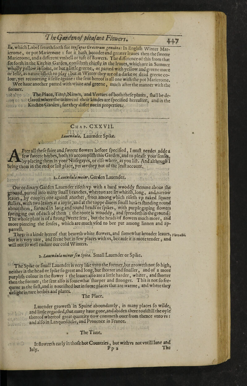 ,4! The (garden of ph^/ant Flor^ers. ' //^rwhich Lobel fettethforth for HyfffiprtsCracorum genuim: In Englifh Winter Mar- icromc, or pot Marierome : for. it hath bfoaderaad greater leaues then the fweere Marierome, and a different vmbell or tuft of flowers. Thediflfercnceof this from that fetforthin the Kitehin Garden, eonfiftech chiefly in the Icaues, which are in Summer whplly yellow i^ or but.a^Iittlegreepe-, or parted with yellow and greene more of IcfleVas nature lj’ijeth to pl^y ;d?ut in Winter they are of a darke or dead greefie co¬ lour, yet recouefing'it felfcagainc: the fent hereof is all one with the pot Marierome. Wee haueanother parted with white and greene, much after the manner with the former. ■ >^ : The;IMacc,frihaAHaracs, andVertuesofboththefeplants, fhallbede- . .q- i -i davodiwhierethe'others of their‘Idndcs arc fpecified hereafter, and in the KitcJhfcflGhrdenjfortheydiflerBot in properties#], 4+7 rv Chap. CXXVII. T Y T ■ t i ; LtuehdaU, Lauender Spike; Fterallthefe/aireandfwceteflowers before fpecified, Imuft ncedes addea few fweete herbcSjbolhto accOmpliilhthis Garden,and to pleafe your fenfes^ •by placing them in yoafHpfegayes, of elfe where, as you lift.'And although I bring them in thc endior laft place^ yet are they not of the |eaft account,^ , . .ri Our ordinary Garden Lauender rifethvp ^ a hard. weoddy ftemmeaboue the ground, parted into many fmall branches, whereon are fet whitifli,lorig, andnarfow leaiief, by couples; one againft another 5 frbin among which rifeth vp. naked fquare ftalkes, with two lcau^at a ibynt* and at thdtoppc diuefs fmall huskes ftanding round aboutthem, formed in long arid found heads of fpikes, with purple gaping flowers fprihging out of each of them : the rootc is wooddy, and fpreadeth in the ground^ The whole plant IS of a ftrongffveete fent; buttheheadsbf flowers much more, and more piercing the fenfes, which arc much yfed to bee put among linnen and a'p- parrclL There is a kinde hereof that beareth white flowers, and fomc what broader leaues,F/»rfB/^p; but iris very rare, and fecnebur in few places with vs, betauleitis more tender, and will not fo well endure our cold Winters. 2. LAuendnU minorfen Spied. Small Lauender or Spike. The Spike or fmall Lauender is very like Vitro the former,but ^roweth not fo high,| neither is the head or fpike fo great and long,but fliortcr and fmaller, and of a more purplifli colour in the flower : the leauesalfo are a little harder, whiter, andfhortcr then the former; the fent alfo is fome what '(harper and ftronger. T his is not fo fre¬ quent as the firft,and is nouriflied but in fome rfaces that arc warmc, and where they dclieht in rare herbes and plants. ; The Place. _ , /* Lauender groweth in Spainc aboundantly, in many places fo wildc,: and little regarded,that many haue gone,and abiden there to diftill thcoyle thereof whereof grcatquantity now commethouer from thence vntoVs: and alfo in Lanquedocke,'and Prouence in France. . The Time. It flowreth early in thofc hot Countries, but withvs not vntill lune and July. ^P ^ drS:'' :j“i» y3.' '■'I i '•hti ^;|i - ‘K ■ f .'ll la'llJ >1 ilfil. Hill J i J'A}trv:.