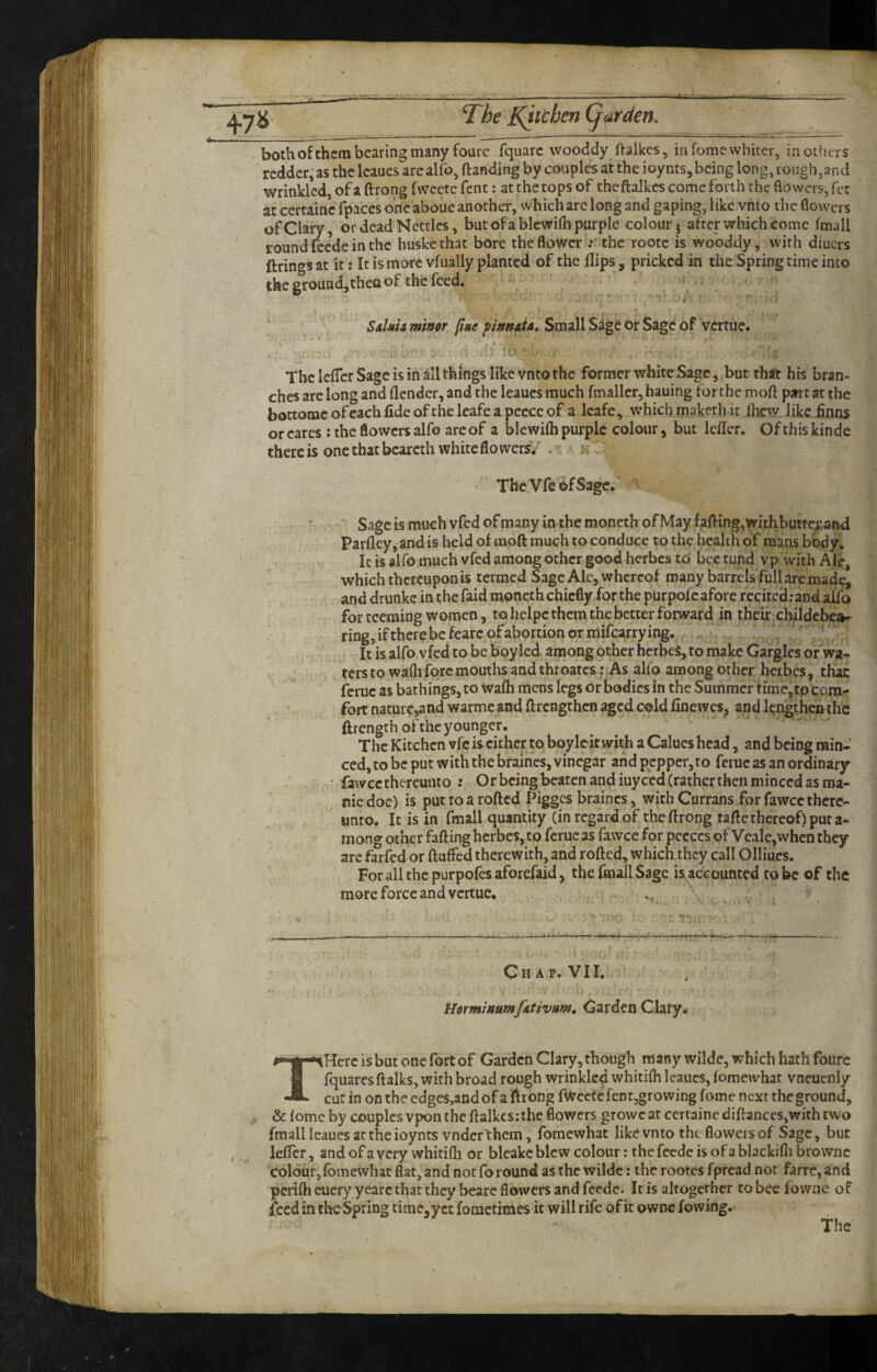 bothofthcra beating many fourc fquarc vvooddy ftalkcs, in fome whiter, in others redder; as the Icaues are alfo, {landing by couples at the ioynts,bcing long, rough,and wrinkled, of a ftrong fvvcctc fent: at the tops of thcftalkcs come forth the flowers, fet at ccrtainc fpaccs one aboue another, which are long and gaping, like vnto the flowers of Clary 5 or dead Nettles, but ofa blcwiih purple colour^ after which come fmall round feede in the huskethat bore the flower ;• the rootc is wooddy, with diuers firings at it: It is more vfually planted of the flips, pricked in the Spring time into thegrouudjthenof thefeed. t * SsUh minor line finnoio. Small Sage or Sage of vertue. The lefTcr Sage is in all things like vnto the former white Sage, bur that his bran¬ ches are long and {lender, and the leaucs much fmallcr, hauing for the mofl part at the bottomeofeachiideoftheleafeapeeceof a leafe, which maketh it Ihew like Anns or cares ; the flowers alfo are of a blewilh purple colour, but Icffcr. Of this kinde there is one that bcareth white flowers. . The Vfc of Sage. Sage is much vfed of many in the moneth of May fa{ling,with.butrc^;and Parfley, and is held of moft much to conduce to the health of mans body. It is alfo much vfed among other good herbes to bee tund vp with Ale, which thereupon is termed Sage Ale, whereof many barrels full areinade, and drunkc in thefaid moneth chiefly for the purpofc afore recitcd;and alfo for teeming women, to hclpc them the better forward in their childcbea- ring, if there be fearc of abortion or mifearrying. It is alfo vfed to be boy led among other herbeS, to make Gargles or wa¬ ters to wafli fore mouths and throates f As alfo among other herbes, thac ferue as bathings, to walh mens legs or bodies in the Summer time, tp com¬ fort naturc,and warme and (Ircngthen ^cd cold finewes, and lengthen the ftrength of the younger. The Kitchen vfc is cither to boyleitwith a Calucs head, and being min¬ ced, to be put with the braincs, vinegar and pepper, to ferue as an ordinary ■ fawcethereunto : Or beingbeaten and iuycedCrathertheii minced as ma¬ nic doc) is put to a rolled Pigges braincs, with Currans for fawee there¬ unto. It is in fmall quantity (in regard of the ftrong tafle thereof) pur a- inong other falling herbes, to ferue as fawee for pccccs of Vcale,when they arc farfed or Huffed therewith, and rolled, which they call Olliucs. For all the purpofes aforefaid, the fmall Sage is accounted to be of the more force and vertue. Ch Ap. VII. tiorminumfAtivHm^ Garden Clary, THcrc is but one fort of Garden Clary, though many wilde, which hath fourc fquaresllalks, with broad rough wrinkled whitilh leaucs, lomewhat vneuenly cut in on the edges,and of a ftrong fwcctefentjgrowing fome next the ground, & lomc by couples vpontheftalkcs:the flowers growcat certainediftances,with two fmall leaues at the ioyntsvndcrthcm, fomewhat like vnto the flowers of Sage, but ielTer, and of a very whitifli or bleakc blew colour: the feede is of a blackilli brownc colour, lomewhat flat, and not fo round as the wilde: the rootes fpread not farre, and perifticucry yearc that they bearc flowers and feede. It is altogcrher to bee fowne of feed in the Spring time^yct fometimes it will rife of it ownc lowing. The