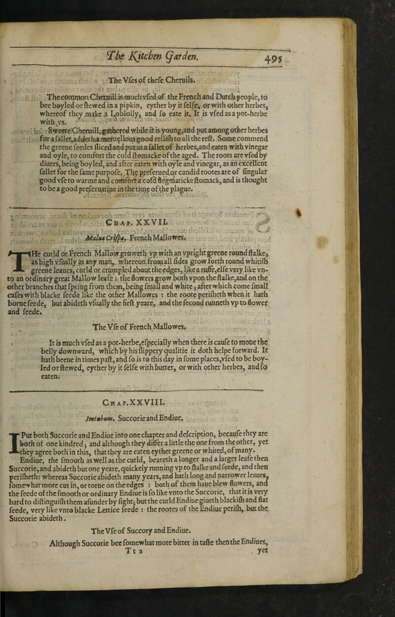 T . V-The Vfcs of thefe Cheruils. < u Kftvlpfl r»r A-f>wrp/^ in a ninL-tn pvrhpr Iw if-fplfp.: or with nrhpr fiprhpc Thecommon Chcojitiis oiueh yfed.of' the French and Dutch-people, to r'; • n’ bDl;$!Wcetc‘:Gh.eruilI,f atbered while ft isy<iurtg,aiJd put. among other herbes • > f [ ;f:, for a ralIet,a<^dethta.merucUousgood rellifli to all the reft* Some commend the greenc fecdcs flicedand put ina Gdktof. herbes,and eaten with vinegar and oy le, to comfort the cold ftomacke of the aged. The root^re vfed by diuers, being boy led, and after eaten with o^c and vinegar, as an Hcellcnt fallet for the fame purpofe, ,Th? preferue^r candid rootes are of fingulat •good vfc to warrae and comforta cold ftegtdaticke ftomacfc, and is thought to be a good preferuatiue in the time of the plague. % T f; curldblrfFrench MdlovTgrowctQ vp^with an vpright greeile round ftalke-i ■ ‘' ashigh Yfually as 'any mai^. .whefeon,froin all fidcs grow forth round whitifti -•i'' grcenc Icaues, curld or eriimpled abouttheedges, Ukea rpffe,elfe very like vn-' to an ordinary great Madlpw Iwfe r; the dowers grow both vpon theftalkc,and on the* other branches that fpting from .thcmj being fpiall and whftc 5 after which come fmall cafes with blacke feede like the other MalldWfsi: the ropte perfthethwhenit hath borne feede, but abideth vfually the firft ycarc, and the feepnd runneth vp to flower' and feede* • *' . ‘ I The Vfe of French'Mallowcs* * , . ' it is much vfed as a pot-hcrbe,efppcially when there Is caufe to motie the belly downward, which by his flippery qualitie it doth heipe forward. It hath bccne in times paft, and fo is to this day in fome places,vfed to be boy- Icdorftewed, cyther by it fclfe with butter, or with other herbes, andfe^ eaten; ‘ , \ Chap.XXVIIL Jmtuhum, SucCorieandEndiue. IPutbothSuccoricandEndiuc into one chapter and defeription, bccaufcthey arc both of one kindred j and although they diflFcr a little the one from the other, yet they agree both in this, that they arc eaten cy thcr grcenc or w hired, of many. Endiuc, the fmooth as well as the curld, beareth a longer' and a larger leafe then Succorie, and abideth but one yeare, quickcly running vp to ftalke and feede, and then perifheth; whereas Succorie abideth many years, and hath long and narrower Icaues, fomewhat more cut in, or tome on the edges ; both of them hauc blew flowers, and the feede of the fmooth or ordinary Endiuc is fo like vnto the Succorie, that it is very hard to diftinguifli them afunder by fight- but the curld Endiuc giueth blackilh and flat feede, very like vnto blacke Lctticc feede :• the rootes of the Endiue perifli, but the. Succorie abideth. The Vfc of Succory and Endiue. Although Succorie bee fomewhat more bitter intaftc then the Endiucs,