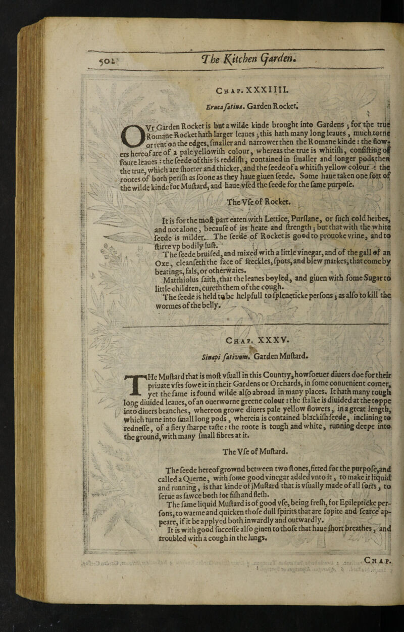 K- CBAt.XXXIIII. EmjylrtM. GitdenRocketi '' ,>« \ i OVr Garden Rocket is but a wiWc kinde brought into Gardens • for tbc triltf RomancRockethath larger leauesithis hath many long leaucs, muchtornc or rent on the edges, ftnaUer and narrower then th e R omanc kinde: the flow# ershereo/arcof a palcycllowifli colour, whereas the true is whitifti, confiftingof fourcleaucs:thcrcedeofthis isreddilh, contained in fraaller and longer po^thea the true which are (horter and thicker,and the feedc of a whitifli yellow colour 4 the ' rootesof borhpcrifhasfooneasthcyhauegiucnfecdc. Some haue taken one fprt of . 'the wilde kindefor Muftard, and haucryfed the feede for the fame purpofe. : ThcVfc of Rocket. ' _ ' *7’ ■ ' : It is for the moft part eaten with Letticc, Purflane, or fuch cold herbes, , and not alone, becaufc of its heate and ftrcngtli 5 but that with the white - 5L ,' - ’ feede is milde^. The feeiic of Rocket is goodtoprouokcvrinc, and to A, , ' ftirrevp bodily luft. * jk ; Xhe feede bruifed, and mixed with a little vinegar,and of the gall of au ^ Oxe, cleanfeth the face of fi:cckles,fpots, and blew markes, that come by beatings, fals, or othcrwaics. . Matthiolus faith,that the Icanes boylcd, and giuen with fomc Sugar to littlcchildren,cureththcm of the cough. , The feedc is held to be hclpfull tofplcnctickcpcrfons jasalfo tokill the wormes of the belly. ,, ^ t... Chai. XXXV. -— Smdpi fativum. Garden MuRard. THe Muftard that is moft vfuall in this Country,howfoeucr diuers doc for their priuatc vfes foweit in their Gardens or Orchards, in fomc conuenient corner, yet the fame is found wildc alio abroad in many places. It hath many rough long diuided leaues, of an ouerworne grccnc colour; the ftalkc is diuided at the toppe . into diuers branches, whereon growe diuers pale yellow flowers, in a great length, which turne into fmall long pods, wherein is contained bhckifti feedc, inclining to redneire, of a fiery fharpe tafte; the rootc is tough and white, runningdeepe into the ground, with many fmall fibres at it. The Vfc of Muftard. The feede hereof grownd between two ftoncs,fittcd for the purpofe,and called a Quernc, with fome good vinegar added vnto it, to make it liquid and running, is that kinde of |Muftard that is vfually made of all forts, to ferue as faweeboth for fifti and flcfli. ■ The fame liquid Muftard is of good vfe, being frcfli, for Epileptickc per¬ rons, to warme and quicken thofc dull fpirits that arc fopke and fcarceap- ' V peare, if it be applyed both inwardly and outwardly. ' It is with good fucceflealfo giuen to thofc that hauefliort breathes, and troubled with a cough in the lungs, , ' .