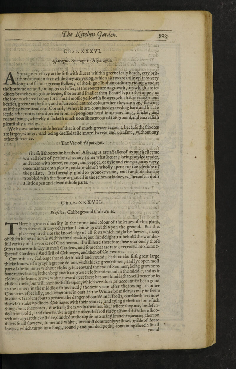 1. Chap. XXXVI. r Afpardgus* Sperage or Afparagu'Sk * vOi .J r , .. .O ■* *7 « -. ■ • .iijnzL'j-i'o ..... . ..i , ■ s- v.c' 1'/■ I'V 2i Asparagus rifeth vp at the firft with diuers whitifla greenc fcaly heads, very brit¬ tle or cafie to breake ayhilcithey are y^ning, which a&crwards Tirevp* into very long and /lender grccnc ftalkes, of tl>6.bigncffeof aaordinary rkfing watidat the bottomc .of moft, or bigger or lefTer, as the rootes arc of growth, oa wBicji. arcleC diuers branches ofgrcene lesues, fiiorter and fru^llcr then Fennell vp to thetoppe, at the ioynts whereof come forth frnall raoflSeyellowifli flow^rs,whichtutne.mto round berries,'greenc at the fiift, and of an excellent red colour when they are. tipe^fuewirig as if they were beades of Corrail, ..wherein arc contuinedexcceding hardvand blackc feede .‘the rootes arc difper fed from a fpongious head injprnany long, ^ickc, and round firings, whereby it fucketh much nourilhwent out of the ground,and encrcafcth plentifully thereby.-. , ' ' We hauc another kindc hercofthat is of niuch greater accpuntjd>ecaufc.thc lhootcs arclarger, whiter, .and being drclfedtaftc more fwcete and pleafant.j.without other difference. . ; i'.”-': ' ' . ■: iz - . n j .The Vfe of Afparagus* - t Thc£rftfhootes or> heads of Afparagus are aSallct.of as;nuel{^fteeme with all forts of perfons, as any other whatfoeucrbeingboy|cd tender, and eaten with butter, vinegar, and pepper, or oyic and vinegar, or,as eucry ones manner doth pleafe • andar.e >alEnoft wholly fpent For the p.Ieafurc^ the pallate. It is fpccially good to prouoke vrine, and for thofe thaj aj;^ troubled with the ftone or grauell in the reines or kidneyes, bccaufe it doth a little open and cleanfc thofe parts, ’ . ' > ■ , .-L. ..0 Chap. XXXyII. ' Cabbages and Colcworts. I 9 rb THcrc is greater diuerfity in the forme and colour of theleaucs of this plant, thcnthe?eisin anyothh'that I know groweth vpon the ground. But this place requireth not the knowledge of all forts which might be fhewen, many of them being of no vfe with vs for the tab'lej but' for delight, to£eholxl the wonder- full variety of the workes of God herein. I will here therefore fhewi^yau .oncly thofe forts that are ordinary in moft Gardens, and fome that are rare, receiued into fomc c- fpeciall Gardens: Andfirft of Cabbages, andthen of Coleworts. * Our ordinary Cabbagethatclofeth hard and round, hath at the fjrfl: great large thicke leaues, of a gray ihi greenc dolour, wich.thicke great ribbes, andlyc open moft part of the Summer without doling, but toward the end of Summery being grovvnc to haue many leaues, it then beginneth to growc clpfe and. round in the middle, and as it dofethjthe leaues growe white inward 5 yet there be fome kmdes that! wiltncucr be fo clofc as thefe, but will remaihe ha’lfe open, which wee doe not accost to be fo good as the other; in the middle of this head, thenext ycarc after the fo.wing, in other Countries efpedally, and fometimes in ours, if the Wmter be mildc,'as may be fee^ hi diuers Gardens (but to preuent the danger of our Winter frolls, our Gardiners now doc vfe to take vp diuers Cabbages with their rootes, and tying a cloth or fomefuch thin^ about the rootes, doc hangthein vpin dleir bouYes^wheretheyma^^^ e^ ded from cold, and then fetthem againe after the frofts arepaft>aadthifithere teth out a great thicke ftalke,diuidea at the toppe into manybranchcs>:anng ftiercon diucS^^mfllflowers, fometime white, butmoftcommonly.yellowylu^eof W leaues which turne into long, round, and pointed pods, icontammg therein fmalj