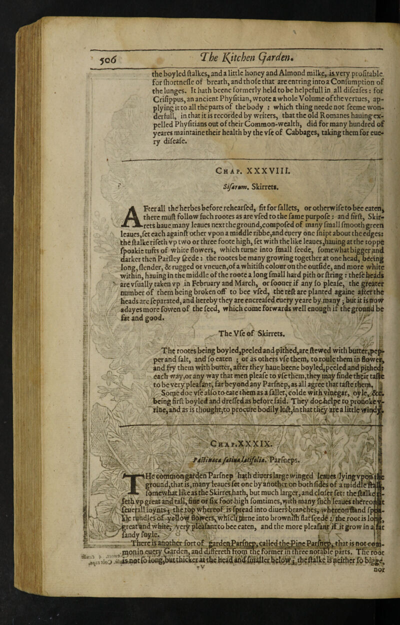 the boy led ftalkcs, and a little honey and Almond milke, is very profitable for (hortnefie of breath, and thole that arcentringintoaConfumption of the lunges. It hath becne formerly held to be hclpefull in alldifeafes: for Crifippus, an ancient Phy fitian, wrote a whole Volume of the vertues, ap¬ plying it to all the parts of thebody : which thing ncede not feemc won- derfull, in that it is recorded by writers, that the old Romanes hauing ex- pelled Phy fitians out of their Common-wealth, did for many hundred of yeares maintaine their health by the vfc of Cabbages, taking them for eue- ry difeafe. Chap. XXXVIII. Siftimn. Skirrets. ;■. r: r p ll r AFterall thtfherbesbeforerehearfed, fit for Pallets, orotherwifetobeeeatenj there rauft follow fuch rootes as are vfed to the fame purpofc: an d firft, Skir¬ rets haue many leaues next the ground,compofed of many fmall fmooth green leaucsjfct each againft other vpon a middle ribbe,and cuery one fnipt about the edges: the ftalkc rifeth vp two or three foote high, fet with the like leaues,hauing at the toppe fpoakic tufts of white flowers, which turne into fmall feede, fomewhatbigget^nd darker then Parfiey ftedc; the rootes be many growing together at one head, bedng long, flender, & rugged or vneuen,of a whitim colour on the outfidc, and more white within, hauing in the middle oftherootc a long fmall hard pith or firing: thcfchciids arc vfually taken vp in February and March, or fooncr if any lo plcafc, the gfc^tcf number of them being broken off to bee vfed, the refi arc planted againc aftclfthe heads are feparated, and hereby they arc cncrcafed cuery ycarc by many; but k is now y adayesmorefovvenof thefeed, which come forwards well enough if the groudd be fat and good. • I' ’ ' t The Vfe of Skirrets. The rootes being boy led,peeled and pithed,arc fiewed with butter,pd|ifr 7 per and fait, and fo eaten ; or as others vfe them, to roule them in flowee, and fry them with butter, after they hauc becne boy led,peeled and p^c4| . ^ach way,or any way that men pleafe to vfc them,they may findc their taljc ^ . to be very pleafant, far beyond any Parfnep, as all agree that tafic them. ‘ ‘ ‘ ... Yc, Spme doe vfe alfo to cate them as a faller, colde with vmcgaf, oy le^^el, being firfi boyled and drefledas before faid. They doebeipe to prodokty- i nnc, ahd as is choughtjto proenre bodily luft,in that th^ iaj* a little ML H a--i 1 y?  ■ ■ '5' .• ■ . , ~ 11 , He ed^bngaf^ch'Parfncp h»th diu^s large winged lying vpp^f ] g|'Ound,that is,man3rleaucs fet one by another on bothfides of a raiddlefe £, ; I fqrncw^t likeas the Skirre;,hatb, but much larger, and clofer fet: thcfiiilkc gfemn^tall^ fife or fefooc-high foratimes,iykh many fuch’leaues thereoi I 3#‘^^etalliQy^g:;^c|’o^^^ into diucribranches, whcrcoif^nd fp 4 rqhdleicslflyqljo^ flqiyer^whfeltjJ&rnc into browniKh flatfee^ jjthc root is lo wW% :<yery pl^fehtto bee eaten, and the more pleafanit .if.it grow in a |^<^l^fandyfbyje7>'^ t..^ i' \ j| nor