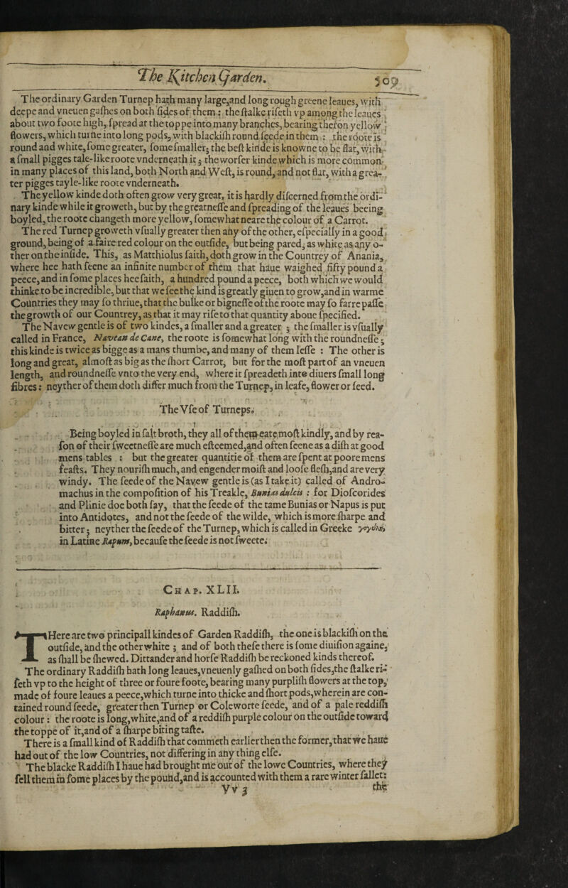 5 op The ordinary Garden Turnep h^.h many largCjand long rough greene Icaues, with dcepeand vneuen galhcs on boch'ficks of them; theftalkefifeth vp among thclcaucs ' about two footc high, fpread ar the toppe into many branches, bearing theron yellow’; flowers, which tui ne into long pods^ with blackifh round feede in them : .tHerqotels ’ round and whitejfome greater, fomcimailer; the beft kiride is knowne to be flat, wirh,- afmall pigges tale-likcroorevnderneath it • theworfer kindevvhich is morecommom in many places of this land, both North and Weft, is round, and not flat, witha grea- ^ ter pigges tayie-likerootevnderneath. - . Theyellow kinde doth often grow very great, it is hardly difeerned from the brdi-‘ nary kinde while it groweth, but by thegreatnefte and fpreading of the leaues becing boy led, the rootc changer h more yellow, fomewhat nearc the colour of a Carrot. The red Turnep groweth vfually greater then any of the other, cfpecially in a good i ground, being of a fairc red colour on the outfide, but being pared^ as white as any o-* therontheinfide. This, as Matthiolus faith, doth grow in the Countrey of Anania, where hcc hathfecne an infinite number of them that haue waighed fifty pound a peece, and in fome places heefaith, a hundred pound a pcece, both which we would thinke to be incredible, but that we fee the kind is greatly giuen to gro w,and in warme Countries they may fo thriue, that the bulkc or bigneffcofthe rootc may fo farre pafle r the growth of our Countrey, as that it may rife to that quantity aboue fpecified. ' The Navcw gentle is of twokindes,afmallcrandagrcater 3 the fmallcr is vfually called in France, Navean de Cane^ the rootc is fomewhat long with the roundnelfe * this kinde is twice as bigge as a mans thumbe, and many of themlefte : The other is long and great, almoft as big as the fliort Carrotj but for the moft part of an vneuen length, and roundnefle vnto the very end, where it fpreadeth inte diuers fmall long fibres; ncy ther of them doth differ much from the Turnq>, in leafe, flower or feed. The Vfe of T urneps. 1 • ‘ t. . Being boy led in faft broth, they all of theR^catc.moft kindly, and by rea- ibn of their fweetnefte are much eftcemed,and often fccne as a dilh at good mens tables : but the greater quantiticof theraarerpentaepooremens feafts . They nourifli much, and engender moift and loofeflefli,and arc very windy. The feedeof theNayew gentle is (as I take it) called of Andro- machus in the compofition of his Trcakle, l^unmdHlcis : for Diofeorides and Plinie doe both fay, that the feede of the tame Bunias or Napus is put into Antidotes, and not the feede of the wilde, which is more fharpe and bitter; neytherthefeedeof the Turnep, which is called in Grceke in Latiae becaufe the feede is not fwcete.' Chap. X L I B THere arc two pfincipall kindes of Garden Raddifli, the one is blackifli on the, outfide, and the other white ; and of both thefc there is fomc diuifionagainej’ as fliall be (hewed. Dittander and horfc Raddiih be reckoned kinds thereof. The ordinary Raddifh hath long leaues,vneuenly gaflied on both fides,the ftalkeri- “ feth vp to the height of three or foure foote, bearing many purplifli flowers at the top,’ made of foure leaues a peece,which turne into thicke and (hort pods,wherein arc con¬ tained round feede, greater then Turnep or Cole worte feede, and of a palereddifli colour: the roote is long,white,and of a reddifh pUrple colour On the outfide toward thetoppeof it,andof alharpcbitingtaftc. . There is a fmall kind of Raddifh that cornm’eth carlierthen the former, that We baud had out of the low Countries, not differing in any thing clfe. * Theblacke Raddifh I haue had brought mt out of the lowe Countries, where they fellthemin fome places by the pouhd,and is accounted with them a rare winter fall^ VV3