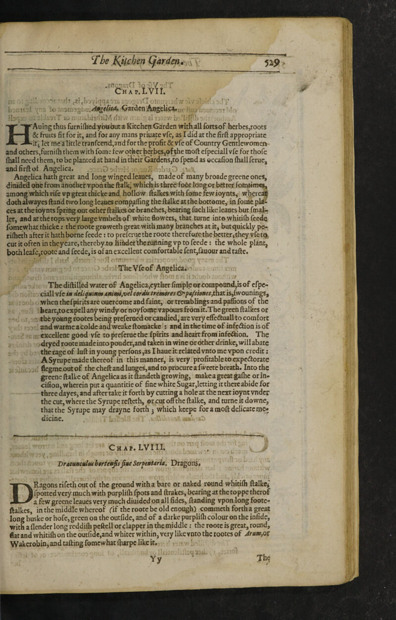 ‘ tHAP 1C • w :ju. >= Gar(5cn:^geli(:aui.rHuj.. ^ - ' •[j. .birliiMfhi, .h,.-v;h I/f HAuing thus furnifhcd ybuaut a Kitchen Garden with all fortsof hcrbesjroots & fruits fit for it, and for any mans priuate vfe, as I did at the firfl: appropriate it. let me a little tranfeend,and for the profit & vfe of Country Gentlewomen and others,furnifh them with foine few ocher herbes,of t:he moft efpeciall vfe for thofc fhall need them, to be planted at hand in theif Gardens,to fpend as ©ccafion fliall feruc, andfirftot Angelica. D ■ . . - ;* ' Angelica hath great and long winged leaues, made of many broade greene ones, dinided one from another vpoh the ftalk, which;is three fob? long or better fomt4m«, among which rife vp great thickc and hollow ftalkcs with fome few ioynts, wherea^ doth alwayes ftand two long leaues compafiing the ftalke at the bottome, in fome plai¬ ces at the ioy nts fpritig out other ftalkes or branches, bearing fuch like leaues but fmal*-; ler, and at the tops very large Vmbels of white fiowers, that turnc into whitifh feede fomewhat thickc: the rootc groweth great with many branches at it, but quickly pe- rifiieth after it hath borne feede: to prefcructhcroote therefore the better, they vfe to. cut it often in thcycare, thcreby.to Hinder the running vp to feede: the whole plant, bothleafe,rootc and feede, is of an excellent comfortable fent,fauour and tafte. .T q , 'rt • . ThcVfeof AngeIica.j-> a 3-. K The diftilled water of Angclica,cythcrfimple or compound,is of efpe- ciall vfe /» deliqmnm /mimi^vd cordis treinores&^afsionesjihzt is,fwounings, when thefpirits are oucrcomc and faint, or tremblings and paffions of the feeartjtoexpcll any windy or noyfotrte vapours from it.Thc green ftalkes or the young rootes being preferued or candied, arc very cffc^uall to comfort and war me a coldc and weakc ftoraacke ^: and in the time of infciftion is of excellent good vfe to preferue the fpirits and heart from infe^ion. The dryed roote made into ponder,and taken in wine or other drinke, will abate the rage of luft in young perfons ,as I haue it related vnto me vpon credit; A Syrupc made thereof in this manner, is very profitable to expedorate flegrae outof the cheft and lunges,and to procure a fwcctc breath. Into the ^cene ftalke of Angelica as it ftandeth growing, make a great gaftic or in- cifion, wherein put a quantitie of fine white Sugar,lctting it there abide for three dayes, and after take it forth by cutting a hole at the next ioynt vndcr the cut, where the Syrupc refteth, ©r cut off the ftalke, and turnc it downe, that the Syrupe may draync forth • which keepe fora moft delicate me¬ dicine. . ' - -f-tC Chap. LVI II. .. ^ % DrACunculHshortcttJisfiueSerfenUrU^ Dragons# DRagons rifeth out of the ground with a bare or naked round whitiih ftalke* fpotted very much with purplifli fpots and ftrakes, bearing at the toppe therof a few greene leaues very much diuided on all fides, ftanding vpon long footc- ftalkes, in the middle whereof fif the rootc be old enough) commeth forth a great long huske or hofc, green on the outfide, and of a darke purplifli colour on the infide, with a flendcr long reddifli pcftell or clapper in the middle; the rootc is great, round, flat and whitifli on the outfide,and whiter within, very like vnto the rootes of Aramfit Wakcrobin, and tailing fomewhat fliarpc like it.