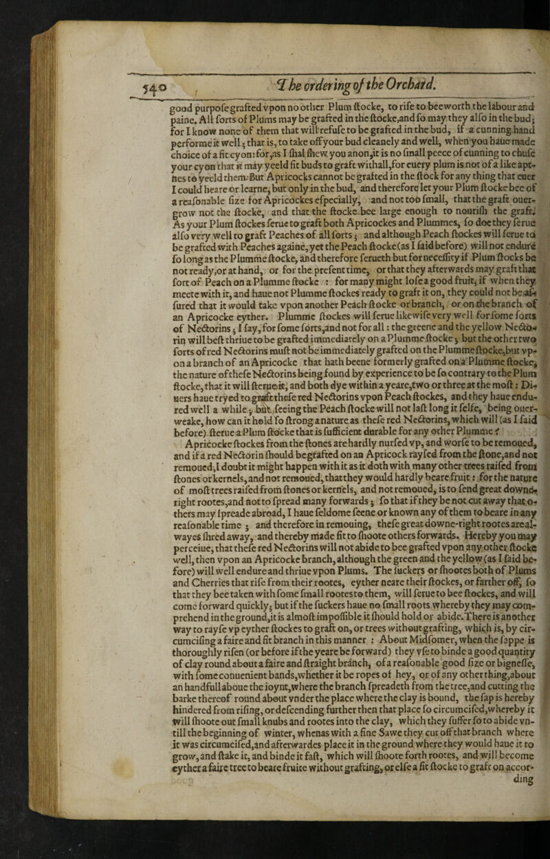 good purpofe grafted vpon no other Plum ftocke, to rife to bee worth the labour and: paine. All forts of Plums may be grafted in the ftocke,and fo may they alfo in the budj for I know none of them that will refufeto be grafted in the bud, if a cunning hand performe it well; that is, to take off your bud clcanely and well, wheny ou bauc made choice of a fit cyon:for,as I fhal fliew you anon,it is no fmall pecce of cunning to chufe your cyon that k may y eeld fit buds to graft withall,for euefy plum is not of a like ape- hes to yeeld them-But Apricocks cannot be grafted in the ftock for any thing that euer I could heare or learne, but only in the bud, and thereforcf let your Plum ftockebee of areafonable fize for Apricockes cfpecially, and not to6 fmall, that the graft ouer- grow not the ftocke, and that the ftocke bee large enough to nourifh the grafeJ As your Plum ftockes ferue to graft both Apricockes and Plurames, fo doc they feme alfo very well to graft Peaches of all forts 5 and although Peach ftockes will ferue to be grafted vvith Peaches againe,yct the Peach ftocke (as I faid before) will not endure fo longas the Plumme ftocke, and therefore ferueth but forneceflity if Plum flocks be not ready,or at hand, or for the prefent time, or that they afterwards may graft that fort of Peach on a Plumme ftocke : for many might lofca good fruit, if when they meetc with it, and haue not Plumme ftockes ready to graft it on, they could not be:al< fured that it would take vpon another Peach ftocke or branch, or on the branch of an Apricockc cyther. Plumme ftockes will ferue likewife very well for fome forts of Netftorins ^ I fay, for forac forts,and not for all: the greenc and the yellow Nedo^ rin will beft thriuc to be grafted immediately on a Plumme ftocke j but the other two forts of red Nedorins muft not be immediately grafted on the Plumme ftocke,but vp¬ on a branch of an Apricocke that hath beene formerly grafted on a'Plutome ftocke^ the nature ofthefcNedorins being found by experience to befo contrary to the Plum ftocke, that it will fteruett, and both dye within a ycarejtwo or three at the moft; Di- uers haue try ed to gMtthefe red Nedorins vpon Peach ftockes, and they haue endu¬ red well a while b^Xccing the Peach ftocke will not laft long it felfe, being ouer- weakc, how can it hold To ftrong anature as thefe red Nedorins, which will (as I faid before) fterue a Plum ftocke that is fuflficient durable for any other Plumme f Apricockc ftockes from the ftoncs are hardly nurfed vp, and worfe to be remoued, and if a red Nedorin ftiould begtafttd on an Apricock ray fed from the ftone,and not ‘ remoued,! doubt it might happen with it as it doth with many other trees raifed from ftones or kcrncls,and not remoued, thatthey would hardly bcarc fruit: for the nature of moft trees raifed from ftones or kernels, and not remoued, is to fend great downdi- right rootes,and not to fpread many forwards 5 fo that if they be not cut away that o- thers may Ipreadc abroad, I haue feldome feene or known any of them to bcare in any reafonablc time • and therefore in reraouing, thefe gi’eatdowne-rightrootes areal¬ way es flired away, and thereby made fit to fliootc others forwards. Hereby you may perceiue, that thefe red Nedorins will not abide to bee grafted vpon any other ftocke well, then vpon an Apricocke branch, although the green and the yellow (as I faid be¬ fore) will well endure and thriue vpon Plums. The fuckers or ftiootes both of Plums and Cherries that rife from their rootes, cy ther neare their ftockes, or farther off, fo that they bee taken with fome fmall rootes to them, will ferue to bee ftockes, and will come forward quickly; but if the fuckers haue no fmall roots whereby they may com¬ prehend in the ground,it is almoft impoffible itfhould holder abidc.Thcre is another way to ray fc vp cy ther ftockes to graft on, or trees without grafting, which is, by cir- cumcifing a faire and fit branch in this manner : About Midfomer, when the fappe is thoroughly rifen (or before iftheycarcbe forward) they vftto binde a good quantity of clay round about a faire and ft raight branch, ofa rcafonable’good fize orbigneffe, with fome conuenient bands,whether it be ropes of hey, or of any other thing,about an handfullaboue the ioynt,where the branch fpreadeth from thetrccjand cutting the barke thereof round about vndcr the place where the clay is bound, the fap is hereby hindered from rifing, or defeending further then that place fo circumcifcd,whereby it will ftioote out fmall knubs and rootes into the clay, which they fuffer fo to abide vn- till the beginning of winter, whenas with a fine Sawe they cut off that branch where it was circumcifcd,and afterwardes place it in the ground where they would haue it to grow, and flake it, and binde it faft, which will ftioote forth rootes, and will become ey ther a faire tree to bearc fruite without grafting, or elfc a fit ftocke to graft on accor> /