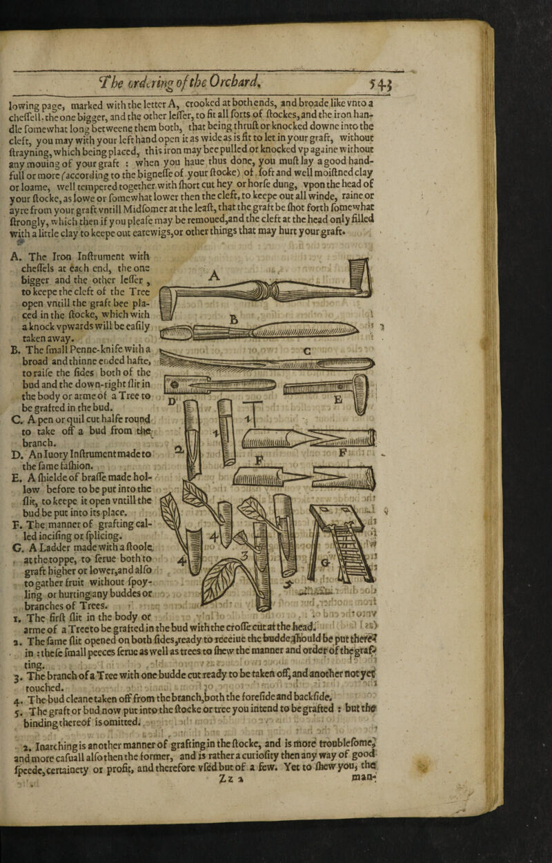 lowing pace, marked with the letter A, crooked at both ends, andbroadelikevntoa chciTcll.thconebigger, and the other IclTcr, to fit all forts of ftockes,and the iron han¬ dle fome what long be^weenc them botbj that being thrulf or knocked downe into the cleft, you may with your left hand open it as wide as is fit to let in your graftj without ftrayning, which being placed, this iron may bee pulled or knocked vp againe without any mouing of your graft : when you haue thus done, you mufiJay a good hand- full or more ^according to the bigneffe of your ftocke) of fofr and well moiftned clay orloame, well tempered together with Abort cut hey orhorfedung, vpon the head of your ftocke, as lowe or fomewhat lower then the cleft, to kcepc out all winde, rainc or ay re from your graft vntill Midfomcr at the Icaft, that the graft be ftiot forth fomewhat ftrongly, which then if you pleafe may be rcmoucd,and the cleft at the head only filled with a little clay to keepe out earewigSjOr other things that may hurt your graft* A. The Iron Inftruraent with chcflcls at each end, the one bigger, and the other Icftcr , to keepe the cleft of the Tree open vntill the graft bee pla¬ ced in the ftocke, which with a knock vpwards will be cafily taken away. B. ThefmallPcnne-knifcwitha broad and thinne ended hafte, . toraife the fides both of the bud and the down-right flit in thebody or armeof a Tree to be grafted in the bud. C. Apenorquilcuthalfcroundf to take off a bud from the- branch. D. An luory Inftrumcntmadcto. the fame tafhion. E. A fhiclde of brafle made hoi- ' low before to be put into the flk, to keepe it open vntill the bud be put into its place. F. The manner of grafting cal¬ led incifing or fplicing. C. A Ladder raade withaftoolc, . atthetoppe, to ferue both to graft higher or lowcr,and alfb ' to gather fruit without fpoy-r. ^ ling or hurtingany buddesor ^ -ujOij branches of Trees. t . .1*^ . - i I, The firft flit in the body Of r-i ’ i > T armeof a Trccto be grafted in the bud with the efoffe cut at the-head* - 3. The fame flit opened on both fides^ready to recciuc tbeiraddcg^buld be put theftf? • in ; thefe fmall peeces ferue as well as trees to fhevv the manner and order of thegra^ ting. ’ . ’ , 3. The branch of a Tree with one budde cut ready to be taken off, and another not yet touched. . 30 i r/' 'j’hc'bud clc3nctiil<c!i oft From thebMneh^both the forciidc3ndD3CKnuC4 <. The graft or bud now put intD the ftocke or tree you intend to be grafted ; buttlnr . ,• t_c •:__J, -.1, . . . ' binding thereof is omitted; 3. Inarching is another manner of grafting in the ftocke, and is more troublcfbme; and morecafuallalfothentheformer, and is ratheracuriofity thenany wayof gooci- fpcedcjcertainety or profit, and therefore vfedbutof a few. Yet to fhewyou, the ^ z % «