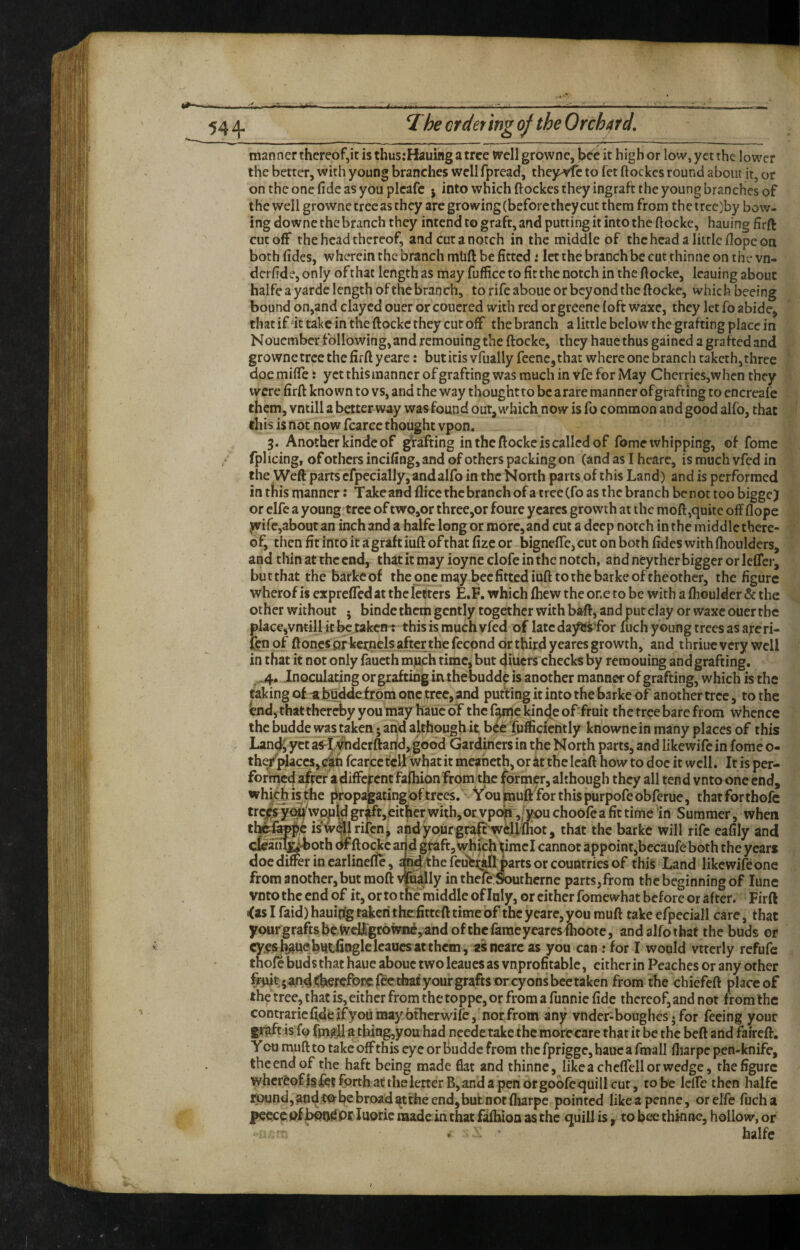 manner thereof,it is thus:Hauing a tree well growne, ^e it high or low, yet the lower the better, with young branches well fpread, thej^rfe to fet ftockes round about it, or on the one fide as you plcafc j into which ftockes they ingraft the young branches of the well growne tree as they are growing (before they cut them from the trce;by bow¬ ing downe the branch they intend to graft, and putting it into the ftocke, hauing firft cutoff the head thereof, andcutanotch in the middle of thchcad a little Hope on bothfides, wherein the branch mtift be fitted t let the branch be cut thinne on the vn- derfide, only of that length as may fuffice to fit the notch in the ftocke, leaning about halfe a yardc length of the branch, to rife aboue or beyond the ftocke, which beeing bound on,and clayed ouer or coucred with red or grecne (oft waxe, they let fo abide^ that if it take in the ftocke they cut off the branch a little below the grafting place in Nouember following, and remouing the ftocke, they hauethus gained a grafted and growne tree the firft yeare: butitisvfually feencjthat where one branch taketh, three doe milTe i yet this manner of grafting was much in vfe for May Cherries,when they were firft known to vs, and the way thought to be a rare manner of grafting to encreafe them, vntill a better way wasfound out, which now is fo common and good alfo, that this is not now fcarcc thought vpon. 3. Another kinde of g|tafting in the ftocke is called of fome whipping, of fome fplicing, ofothersincifing, and of others packing on (and as I hcare, ismuchvfedin the Weft parts cfpecially, and alfo in the North parts of this Land) and is performed in this manner: T ake and flice the branch of a tree (fo as the branch be not too bigge) or clfe a young-tree of twQ,or three,or foure ycarcs growth at the moft,quite off dope jvife,about an inch and a halfe long or more, and cut a deep notch in the middle there¬ of, thenfitintoitagraftiuftofthatfizcor bignelTcjCutonboth fideswithflioulders, and thin at the end, that it may ioync clofe in the notch, and ncythcr bigger or lefTer, butthat the barkeof theqncmay bee fitted iuft to the barke of theother, the figure wherof is expreffed at the letters E.F. which fhevv the oneto be with a flioulder & the other without ; binde them gently together with baft, and put clay or waxe ouer the placejVmijU it Ik taken^ this is mu^h vfed of late da)f®ifor fuch young trees as a^eri- ten of ftoncs pfkcrnels aftexthe fecond dr third yeares growth, and thriuc very well in that it not only faucth mpeh time, but diuers checks by remouing and grafting, .4. Inoculating or graftinjg inthebudde is another manner of grafting, which is the Caking of a bud^ from one tree, and putting it into the barke of another tree, to the endj thatther^yyou may haucoT the f^c kinde of fruit the tree bare from whence the budde was taken • affd although if b^e fufficieritly knowne in many places of this Landi yet asl^dcrftanldj good Gardiners in the North parts, and likewifc in fome o- ther{iaccs>(^h fcarcc tclLwhat it meancth, or it the leaft how to doc it well. It is per¬ formed afrer a different Faihionfrom the former, although they all tend vnto one end, which isthe j^ropajgatingof trees.' You imuft^for this purpofe obferue, that for thofc tre^s wpjj|d gr|ft,eitfier witb,OE vptm ,[you choofea fit time In Summer , when thife&l^c isVflrifcnj and^purgra^w6.1lfhot, that the barke will rife eafily and cfeaiil^qth df ftocke and graft, wh|ch dmcI cannot appoint,becaufe both the years doc differ in earlineflc, ^dtf he parts or countries of this Land likcwifeone from another, but moft vjfnally in thele Southerne parts,from the beginning of June vnto the end of it, or to the middle of Inly, or cither fomewhat before or after. Firft izs I faid) hauihg taken thefitteft time of the yeare, you muft take efpeciall care, that yourgrafts be wdl'grownfi,and of the fame yeares fhootc, andalfotbat the buds or cye^feuebvttfinglelcaucsatthcm, asnearc as you can: for I would vttcrly refufe thofe buds that haue aboue two leaues as vnprofitablc, either in Peaches or any other andtSkercfpEcfecchatyourgrafts orcyonsbectaken from the chiefeft place of the tree, that is, either from thetoppe,or from a funnic fide thereof, and not from the contrarie fide if you may btherwife,'nor from any vnder-boughes • for feeing your grpft is fo fmgH a thing,yDu had ncede take the morecarc that it be the beft and faireft. Y ou muft to take off this eye or fiudde from the fprigge, haue a fmall ftiarpe pen-knife, the end of the haft being made flat and thinne, likeachcftcllorwedge, the figure whereof Isle? forth at the letter B,and a pen brgobfequill cut, to be leffe then halfe round, and fie broad ^t the end, but not fliarpc pointed likeapenne , orelfe fuch a peece of luorie made in that fafliion as the quill is , to bee thinne, hollow, or ‘ ' halfe