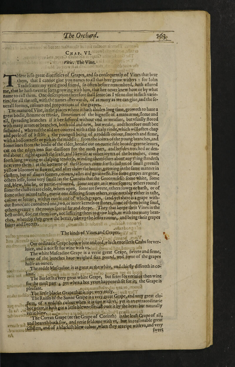 ...L? 1 . i ^5.^0- Chap. VI. ■ ^..i -j..- ri/itf* ThfcVine. •>) THcre is fo great diuerfities of Grapes, and fo confequently of Vines that bear them, that I cannot giue you names to all that here grow with vs : forlohn Tradefcante my verie good friend, fo often before reraembred, hath allured inc that he hath twentie fQrrsgrowi^g with him, that hec neuer knew how or by what name to call them. One defer!ptionithcrefore fliall fcrue(as I vfe to doe in fuch varie¬ ties) for all the reft, with the names afterwards, of as many as we can giue,and the fe- uerall formes, colours and proportions of the grapes. The manured Vine, in the places where it hath abiden long tirae,growcth to hauea great bodie,ftemme or trunke, fometimesof thebignelTeof amansarme,{Iecueand all, fpreading branches if it bee fnjfarej^ without end ormeafure, bucvfuallyftorcd with many arracs or branches, both old and new, but weake, and therefore muft bee iuftained j whercofthe oldare coucred with a thin fcaly rindc,which will pften chap ah^peeleoff of itfelfe j theyout^eftbeing of areddillicolourjfmoothandfirme, with a hollownclfe or pithjinthciniddlc.: from the ioints of the.young branches,and lomct imes from the bodfe of the eidcr,breakc but on euerie fide broadc grcenc Icaues, cut on the edges into fiuc diuifions for the moll part, and befides notched or den¬ ted about: right againft the l9afe,and likewife at p;berjoy nts of the branches, come forth long twining or efatpuig tcndrcls, winding thcmfelues about any thing ftandeth next vnto them J at the l)ptt;omc of. thcf^leaues pome forth cjuftp.rs of finall greenilh ycnowblooracs or flpwecsj and after them the b^r^jes^rowinginthefaroe manner in cinfters, but of diuers fQr|ncV,colours,tafte_s and greatneffe.For ifeme grapes are great, bthcrslelfe, fomc very fmall (as the Currans that the Groccrs.feft> fomc i^hite, fomc red bkw,blacke, orparticrcoloured,. fomearearc asi^^ others round: fome the clufters areclofc, bthers opcn,“ fomeare fweetc,others fowc?br harlh, or of fome other mixed tafte 3 ciicric one differing from o^crSjVc^ic notably cither in tafte, colour or forme •, within euerie pne qf* which grapes, (andyet tto js a grape with¬ out ftones)are containcd‘one,t wo,or more kernels or ^one?, fb#^ of them being final, others greater-: the rootes fpre^d far.and deepc. jhey that kcepc their Vines in the beft order, doe cut them lo?v, not fuffer^ng them tqgrpw high,or with too’many bran¬ ches whereliy they grow the better, tafevpthekffer rpon3je,. and bring their grapes l^er ^uid Iwecter. .1: ■ ■ -Jir I '1 » } • The fcinck of Vincsjnd,Grapes.,2 r. , .ofh • ■ ^ . .; Our ordinarie Grape botj^ W hire an4 tcd,whiphe^p^lleth.Gfiabs for ver- iuice,andisnotfitlorwineWithvs.;,;'! dr-t: / The white Mufeadine Grape is a verie great Grape, iweetc and nrme, fomc of the bunches hauc« weighed ^e, pound, and, fpme of the grapes halfe an ounce. , . a j./t .. ThcreddcJ^fcadinc ,i§ as great as white, aadchiefiy differethin co-. T he Bur let is a very great white Grape, but fitter fo^vcriui tlwn wine for th? ipoff pa^t tj. .yet wi^na hot ycarehappencth fit for it^, the Grape is pleafant. ] . *! The little hlacke Gtai>f;};^is riptt««y,early.^ vtii v y The Raifiiiftf the Sunne drapf i? a VCKgref Grapes anh Vi very great clu* ■WeSmnibrapeCorth?G^^^^ Coruith) Lth?teaft£hape, > andbearethbothfe>», and verie feld9tn?,TOth vs, bn5,lniea|bnable great