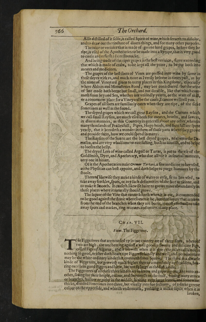 Alfo diftilled of it felfe,is called Spirit of wine,which ferueth to dilloluc, and to draw out the cindure of diuers things, and for many other purpofes. The iuice or veriuicethatis made of greenehard grapes, before they be ripe,is vfed of the Apothecaries to be made into a Syrupe,that is very good tocooleand rcfreihafaintftomacke. ; And being made of the riper grapes is the beft veriuicc, farre‘exceeding that which is made of crabs, to be kept all the yearc, to be pi^t both into meates and medicines. The grapes of the beft forts of Vines are prefled into wine by fome in thefc dayes with vs, and much more as I verily beleenc in times part, as by thenameof Vineyard giuen to many places in this Kingdom e, efpecially where Abbies and Monaflcries flood, may bee coniedured .* Uit the wine of late made hath beene but fmall, and not durable, like that which com- meth from beyond Sea, whether oilr vnkindly yeares, or the want of skill, or aconuenient place fora Vineyard be the caufe,I cannot well tell you. Grapes of all forts are familiarly eaten when they are ripe, of the fleke fometimes as well as the found. The dryed grapes which we call great Rayfins, and the Currans which wc call fmall Rayfins, are much vfed both for meates, broths, and fawc^s, in diuers manners, as this Countrey in general!aboue any other,wherein many thoufands of Frailes full, Pipes, Hogs-heads, and Buts fi^l arc fpchc yearly, that it breedeth a wonder in them of thofe parts where'tbeygrowc and prouide them, how wc could fpend fo many. The Rayfins of the Sunne are the beft dryed grapes, next vnto the Da- mafeo, and are very wholfomc to catefafting, both to nourifti, andtd helpe to loofen the belly. The dryed Lees ofwine called Argoll or Tartar, is put to thcvfeof the Goldfmith, Dyer, and Apothecary, who doe all vfe it in feuerall manners, uery oneinhisart. Of it the Apothecaries m^zCremor Tirtariy a fine medicine to bee vfed, as the Phyfitian can beft appoint, and doth helpe to purge humours by the ftoole. Thereof likewife they make a kinde of water or oy k, fit to bee vfed, to take away ficckles,fpots, or any fuch deformities of-tne hcc pr skinne, and to makeit ftnooth. It caufeth likewife haire to grow<:,morcaboundantlyhi thofe places where itnaturally fhould gf owe. ‘  *: The liquor of the Vibe that runneth forth wheait; is- cut,, is commended to be good againft the ftone whcrcfocuerit be 5 butthat liquor t1i4t; is tak(?n from the end of the branches when they are burnt, ktnoftjeftetftuallto taJpe away fpots and markes, ring-vvormes apd tettersafiatiy place. ! y j Chap. VII. fictii. The Figge tree. ’j T He Figge trees that are noui fed vp in our cQuntry are of three foj?rs, wheri^f nothing fo good, neither doth beare 'ripe Figge^ldnd^^jd Welliand-^^^ rnay be the white ordinary kinde that, commiethfrom Spaing T ije ihj^d Ts a dwarfe kinde of Figgetree,.hotgrowin^ niu^^higfe^ntpaman^bpdy ring excellent good Figges and blew, but as the^a^JfcindS, ii |,i.v i ' The Figge trees 0/aikhefe three kindcs are'i||,k«ui3^ and gr^Wiiig pi^Jike vnto an¬ other, fauittg for their height, colour,and fwkci^lfe of the fruit, 'hauih^nnany armes in the middle, thicke,dmidcd fometimes into three, but vfually intofiucfe<ftions, qfadarkegreenc colour on the vpperfide,and wliitifh vndernea'th,* yeeldfog 'a milkie iuyee when it is broken.