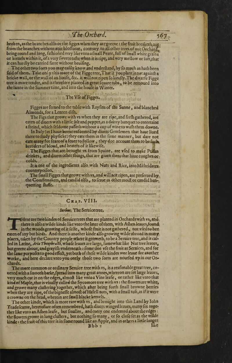 5^7 broken,as the branches aifo or the figges when they are grcene: the fruit breaketh,put| from the branches without anie blofTonie, contrary to aU other trees of our 6rchar% being round and long, fafliioned very like vnto a fraall Peare, full of fraah white grains * or kernels within it, ofa very fwccte tafte when it is ripe^ and very mellow or foft,thac it can hardly be carried farre without bruifing. T he other two lorts you mayeafily know and vnderftand, by fo much as hath been faid of them. Take onl y this more of the Figge trec,That it you plant it not againft a brickc wall, or the wall of an h'oufe, &c. it will not ripen fo kindly .The dwarfe Figge tree is more tender, and is therefore planted in great fquare tubs, to be remoued into the lunne in the Summer time, and into the houfc in Winter. ) V .j , I .;!, .. ; , r , The Vfc of Figges* 4 ^ ^ 4 Figges are ferued to the table with Rayfinsof the Sunne, and blanched Almonds, for a Lenten difli. The Figs that growe with vs when they are ripe, and frelh gathered, are eaten of diuers with a little fait and pepper^as a dainty banquette entertaine afreind, which fcldorae paflTctbwithout a cup of wine to wafhthem downe. In Italy (as I hauc becne caforraedby diuers Gentlemen that haue liued there to ftudyphyficke) they eate them in the fame manner, but dare not care many for feare ofa feuer to follow, they doc account them to be fucl^ breeders of bloud, and heaters of it like wife. q, The Figges that arc brought vs from Spaine, arc vfed to make Ptifan drinkes, and diuers other things, that arc giuen them that haue coughes or^ colds.^ ' j It is one of the ingredients alfo with Kuts and Rice,intoMithridates» counrerpoifon,. ’ The fmall Figges that growe with vs, and will not ripen, are preferued by; . the Comfitmakers, a^d candid alfo , to fecue as other moiR or candid ban-^ quetting ftuRe. a nr u ( . .v (, ., ; 1 ♦ •> i ‘.i ^ iq'j :-t ■ ■'« Crap. VIIIj T .. The Scruicctrcc* Here arc two kindcs of Seruicc trees that arc planted in Orchards with vs, and there is alfoawilde kinde like vnto the later of them, with Alhen Icaucs,found, in the woods growing of it felfc, wbofe fruit is not gathered, nor vfed to bee eaten of any but birds. And there is another kinde alfo growing wilde abroad in many places, taken by the Country people Where it groweth, to be a Scruice tree, and is cab led in Latinc, 4ria TheophraBif whofe leaucs arc large, fomewhat like Nut tree leaues^ but grcenc aboue, and grayifli vnderneath: forae doc vfe the fruit as Seruiccs, and for the fame purpofes to goodeffe^, yet both of thefe wilde kindes wee Icauc for another workc, and here declare vnto you oncly thofe two forts arc nburfed vpinourOr*- chards. . • . . . The more common or ordinary Seruicc tree with vs, is a rcafonablcgreat tree, co¬ wered witha fraooth barkc,fprcad into many great armes,whereon arc fet large Icaucs, very much cut in on the edges, almoft like vnto a Vine leafe, or rather like vnto that Jcindof Maplej that is vfually called the Sycomorc tree with vs: the flowers are white^ and growe many clufteringitogether, which after bring forth fmall brownc berries when they ar^ ripe, ofthcbignclTc almofi ofHafell nuts, with a fmall tuft,as if it were a cro wne on the head, wherein are fmall blacke kernels. The other kinde, which is more rare with vs, and brought into this Land by lohn Tradefcante, heretofore often remembred, hath diuers winged leaues, many fet toge¬ ther like vnto an Aflicn leafe, but fraaller, and cuciy one endented about theedges: the flowers growe in long clufters, but nothing fo many, orfo clofefetas the wilde kinde: the fruit ofthis tree is in fomc round like an Apple, and in others a little longer b b b 2 like