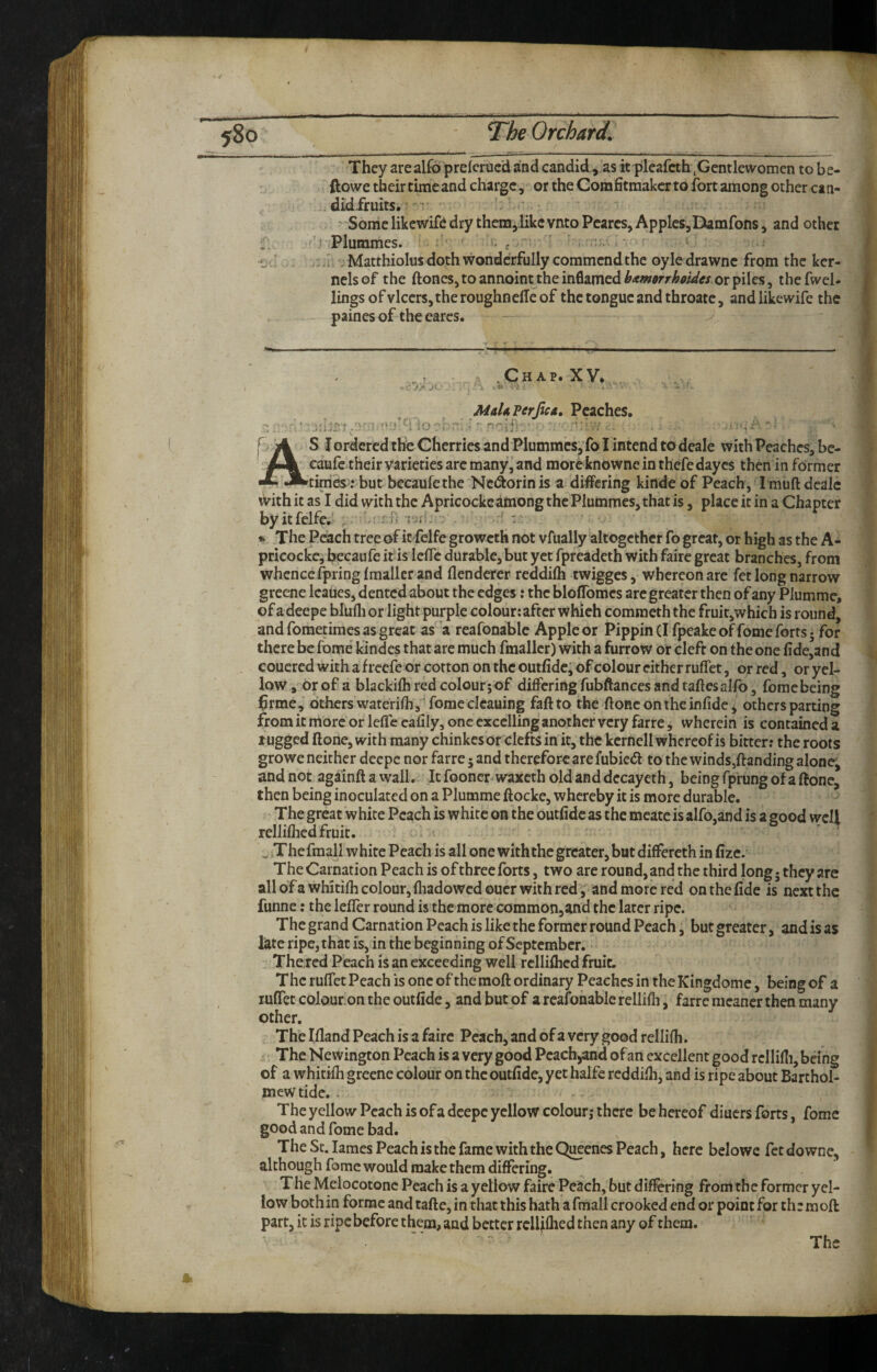 They arealfo prelerucd and candid, as it pleafcth ,Gentlewomen to be- ftowe their timeand charge , or the Comfitmakerto fort among other can- didfruits. v ' Some likewifd dry them^ like vnto Pcarcs, Apples,Damfons, and other fl. . 'V'jvPlunimes. ' f t o .I w Matthiolus doth wonderfully commend the oyle drawne from the ker¬ nels of the ftones,toannoint thein6amcdi&<<warrAW«orpiles, thefwel- lingsofvlccrs,theroughneffeof the tongue and throate, andiikewife the paines of the cares. — ^ ' —.. ■ '-T T i' ■' ' .... ^ Chap. XV. , * *• }j^ 'T ' MaUperJica. Peaches. : ■ '* * ' f ^ ^ ordered the Cherries and Plummcs, fo I intend to deale with Peaches, bc- eaufe their varieties arc manyj and moreknowne in thefedayes then in former *timc«: but becaufethe Nc<^orin is a differing kinde of Peach, I muft dealc with it as I did with the Apricocke atoong the Plummcs, that is, place it in a Chapter by itfclfe. , r.f ■':' fc The Peach treeof it felfe groweth not vfually altogether fo great, or high as the A- pricocke, becaufe it^is leffc durable, but yet fpreadeth with faire great branches, from whencei]piinglmallcr and flenderer reddilh twigges, whereon are fet long narrow greene Icaiies, dented about the edges: the bloffomcs arc greater then of any Plummc, of adeepe blufli or light purple colour: after which commeth the fruit,which is round, and fometimes as great as a reafonablc Apple or Pippin (I fpeake of feme forts 5 for there be fome k’indes that are much fmallcr) with a furrow or cleft on the one fide^and couered with a f reefe or cotton on the outfidc; of colour cither ruffet, or red, or yel¬ low , or of a blackilh red colour ;of differing fubftances and taftesal/b, fome being 6rme, others waterifli, fome cleaning faftto the ftoncontheinfide^ others parting from it more or leffc cafily, one excelling another very farre, wherein is contained a lugged ftone, with many chinkesor clefts in it, the kcrnell whereof is bitter: the roots growe neither deepe nor farre; and therefore are fubied to the winds,ftanding alone; and not againft a wall. It fooncr waxeth old and decayeth, being fprung of a ftone, then being inoculated on a Plumme ftocke, whereby it is more durable. The great w hire Peach is white on the outfidc as the mcatc is alfo,and is a good well relliflied fruit. ^ .Thefmali white Peach is all one with the greater, but differeth in fize. The Carnation Peach is of three forts, two are round, and the third long 5 they are all of a whitifh colour, fliado wed ouer with red, and more red on the fide is next the funne: the Icffer round is the more common,and the later ripe. The grand Carnation Peach is like the former round Peach, but greater, and is as late ripe, that is, in the beginning of September. • The red Peach is an exceeding well relliflied fruit. The ruffet Peach is one of the moft ordinary Peaches in the Kingdome, being of a ruffet coJour.on the outfide, and but of a rcafonable rellifli, farre meaner then many other. The Ifland Peach is a faire Peach, and of a very good rellifli. The Newington Peach is a very good Pcach^and of an excellent good rellifli, being of a whitifli greene colour on the outfide, yet halfcrcddifli, and is ripe about Barchol- mewtide. . The yellow Peach is ofa deepe yellow colour,* there be hereof diuers forts, fome good and fome bad. The St. lames Peach is the fame with the Qi^enes Peach, here bclowe fet downc, although fome would make them differing. The Melocotonc Peach is a yellow faire Peach, but differing from the former yel¬ low both in forme and tafte, in that this hath a fmall crooked end or point for the moft part, it isripcbeforethem,and better rellflhed then any of them.