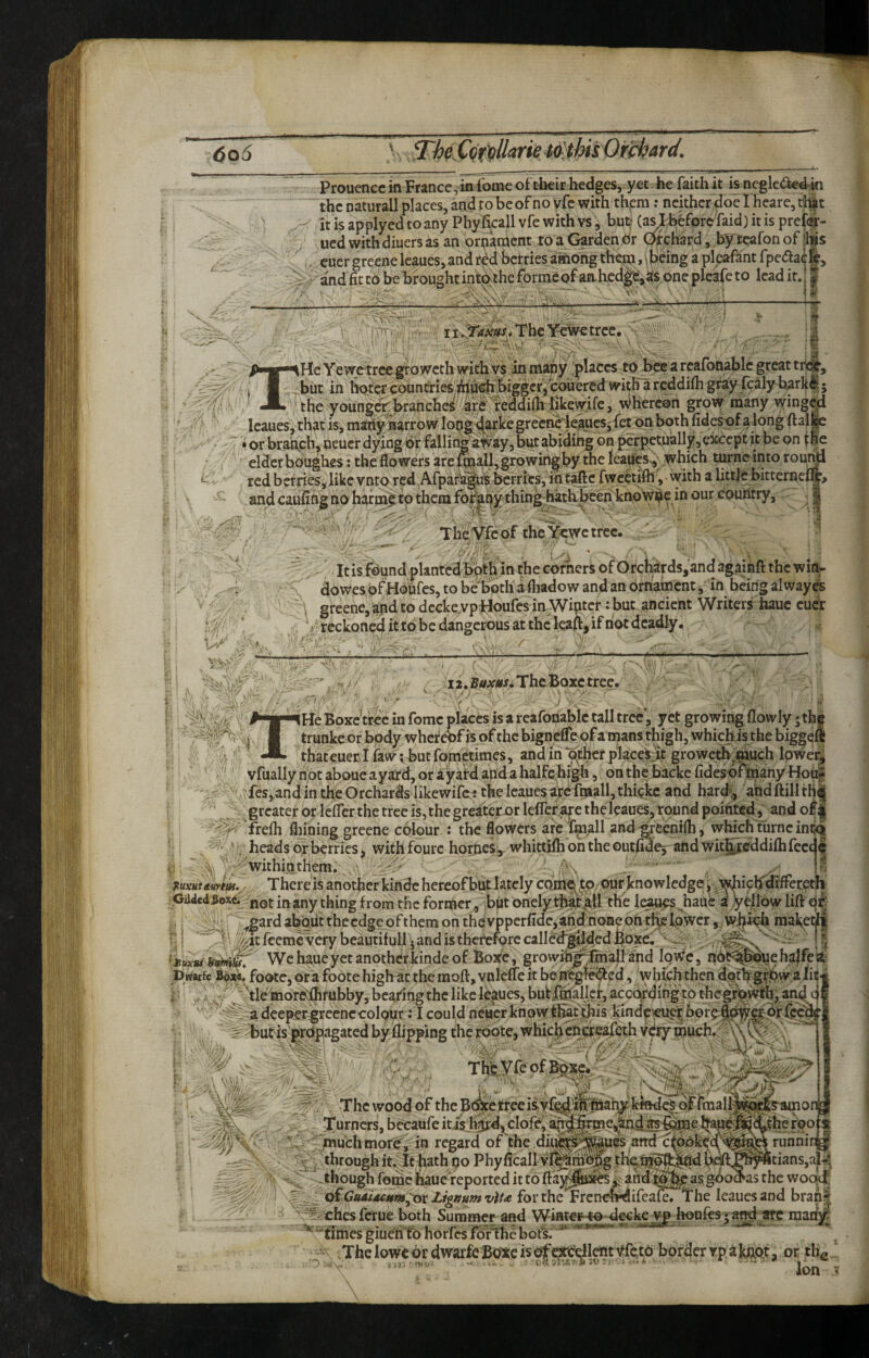 6o6 ThijCoftUarie ((fthis Orchard. Prouencc in France,in fome of their hedges, yet he faithit is negleaied^in the naturall places, and ro be of no yfc with thf ra: neither doel heare, t^t it is applyed to any Phy ficall vfe with vs, but (^hefprefaid) it is prete- ued withdiuers as an orn^ihent to a Gardendr Orchard, b'y'teafon of |ljs cucr greene Icaues, and red berries among them, \being a plcafant fpedaefe, -V and fit to be brought intothe forme of anhed^SS one pleafe to lead it. j | ✓ • '.V.' I iSdms* The Yewe tree. ,7 ^HcYewe trec groweth with ys in many places to bee arcafonablegreattric^, but in hoter counfriesihu^feggcr/oouered gray fcalybarkii j the younger^ branches ^are feddifiilikew.ife, whereon grow many wing^ leaues, that is, many narrow lop^^^ice greencie^uesi fet on both fidesjof a long ftalge V ■“.orbranebjOeuerdyingdrfalIirigaWayjbutabidihgonperpctually,e2cceptitbeQnt&e elder boiighes: the flowers are ^all, growing by the leaues^ which turneinto rou^ ^ red berries,like vnta red Afpaf^'^u’s berries, in tafte fwcetifli, with a little bitternef^ and caufing no harmti to them fbr^oy thingfeh been knowpe in our country, The Vfe of the Yewe tree. It is found plantedboth in the corners of Orchards,and againft the win- do wes of Hoiifes, to be both ailiado w and an ornament, in being alway^ greene, and to dcckevpHoufes in Wiptcr : but ancient Writers hauc cuCr ' reckoned it to be dangerous at the kafl, if riot deadly. 12. The Boxc tree. He Boxc’trec in fomc places is a reafonablc tall tree, yet growing flowly; the trunkeor bpdy whereof is of the bignefle of a mans thigh, which is the biggeffi thateuer lfaw tbutfomctimes, andin^^thcr places^it groweth.much Ipweri .' yfually not aboue ayard, or a yard apd a halfe high, on the backe fidesdritnany-Hoiig fes,andintheOrchardsIikewifcf thelcauesarefniall,thickc and hard-, aridftilitHi greater or Icfler the tree is, the greaterorlefrefare the leaues, round pointed, andof| • frelh fliining greene colour : the flowers are fmall and^eenifli, which turnc inta XV , withfourc homes, whittlfhontheoutlwej andwiti^reddilhfecde c ' ; . withinthem. - , > ^ ^ IS nuxHsaiirm., There is another kinfle hereof but lately com^ fo, our knowledge ^ \^ich'dfffei:oth oudedSox^ not in any thing from the former, but onelythai'.aU the le^s haub a yellow lift 0^ 1 ^garda^utthecdgeofthemonth€{vpperfidc,andnoneohtiklowcr, wj^b maketK ■! . ^itfeeme very beautiful! j and is therefore calledg^dedboxe. - > i -- We haue yet another kinde of Boxc, growih^fmall and lowc, nd^^uehajfe'i' pnaific foote, ora foote high at the raoft, vnlcfle it berregTe<fted, whfch then dotbgrbw a lit4 X , y / tie moTtffhrubby, bearing the like leaucs, buff^allcr, according to thc^owtb^and dr a deeper greene colour; I could ncaerknowfhat)^is kindc^er borc5^ddrfcc% ^ but is'prbpagatcd by flipping the rootc, whichcncreafcth Very much. A vvx ' ''' I Thbyfeof%;c.'; The wood of the Bcfecetree is vf^'i&mar^ kinde^df fmaf^i^pyamor .jturners, becaufe itisb^^, clofe, a(iiJ^Tme^an.d inuchmoreV i« regard of the diu^^^ues attd'c(p:okcc^^^^^runriinj^ ^ through it.. It hath qo Phy ficall v i[^mb|rg bdft^^«cians,ai4-t though fomc hauef eported it to 1 ; and as gdoSas the wooMf ^ dtCuAiacHm^ otZigffumviu for the Frcncn^ifeafe. The leaucs and bran| ^;^fxches feme both Summer and Winter^e decke yp honfes ^and arc mariV^ ^^tTiriesgiuCritohorrcsfOrlhebots. . - • .ThcIowcordwarfc Boxcisofc^r^llent VfcW border rp a kiXQt, or thg