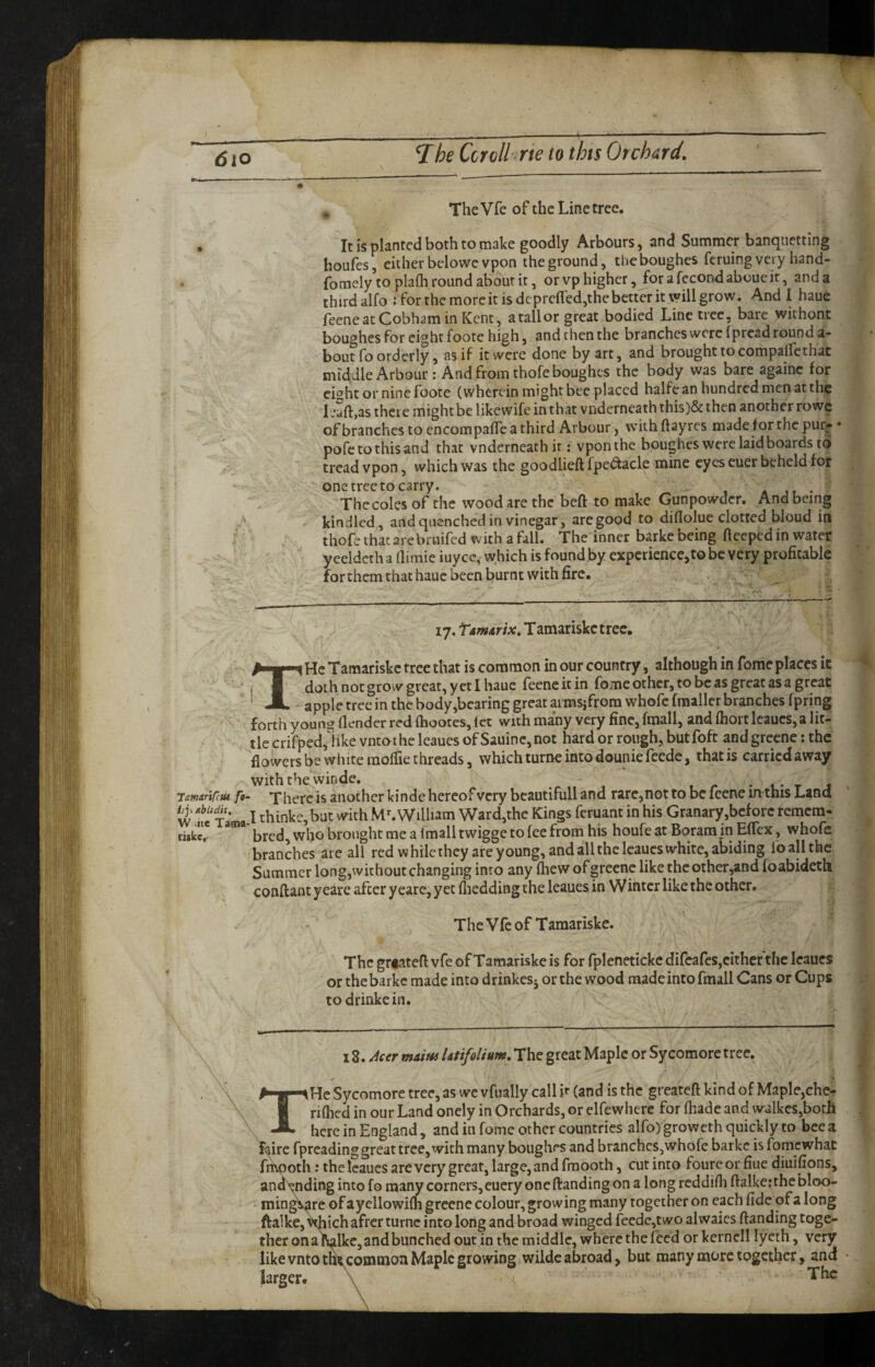 The Vfe of the Line tree. It is planted both to make goodly Arbours, and Summer banquetting houfes, either belowcvpon the ground, theboughes feruingvery hand- fomely to plafh round about it, or vp higher, forafecondaboueit, and a thirdalfo Jfortheraorcitisdcprcfled,thebettcrit\villgrow. And I haue feeneatCobhamin Kent, a tailor great bodied Line tree, bare withont boughes For eight foote high, and then the branches were f pread round a- bout fo orderly, as if it were done by art, and brought to compalFe that middle Arbour: And from thofe boughes the body was bare againc for or nine foote (wherein might bee placed halfe an hundred men at the 1 jaft,as there might be like wife in that vnderneath this)& then another rowe ofbranchesto encompaffcathird Arbour, wichftayres made for the pur^ * pofetothisand that vnderneath ir; vponthc boughes were laid boards to tread vpon, which was the goodlieftfpeaacle mine eyes euer b&held for one tree to carry. a jf • ' The coles of the wood are the beft to make Gunpowder. And being kindled, and quenched in vinegar, are good to diflolue clotted bloud in thofe that arc bruifed with a fall. The inner barke being fteeped in water yeeldetha llimie iuyee, which is found by expcrience,tobe very profitable for them that haue been burnt with fire. 17. Tamariskc tree, : He Taraariske tree that is common in our country, although in fomc places it 'A apple tree in the body,bcaring great armsifrora whofc fraaller branches fpring forth young (lender red (hootes, let with many very fine, fraall, and (hort Icaues, a lit¬ tle crifped, like vntothe Icaues of Sauinc,not hard or rough, butfoft and greene: the flowers be white inoffie threads, which turne into dounie feede, that is carried away with the winde. ... t r • u* t j Tamarircui fo- There is another kindc hereof very beautifull and rare,not to be feene m this Land ^ but with Mh Wilham Ward,the Kings feruant in his Granary,bcforc remem- riike.- ^ bred, who brought me a (mall twigge to (ce from his houfe at Boram in ElTex, whofc branches arc all red while they are young, and all the Icaues white, abiding lb all the Summer long,without changing into any (hew of greene like the other,and foabideth conftant yeare after yeare, yet fliedding the leaues in Winter like the other. The Vfcof Tamariske. The gr^ateft vfe of Tamariske is for fpleneticke difeafes,cither the Icaues or thebarkc made into drinkesj or the wood made into fmall Cans or Cups todrinkein. 18./feer The great Maple or Sycomore tree. THe Sycomore tree, as we vfually call if (and is the greateft kind of Maple,che- rifhed in our Land oncly in Orchards, or elfewhere for (hade and walkcs,botIi here in England, and in fomc other countries alfo) groweth quickly to bee a Liirc fpreading great tree, with many boughes and branches,whofe barke isfomewhat fmooth: the Icaues are very great, large, and fraooth, cut into foure or fiue diuifions, and^nding into fo many corners, eucry one (landing on a long rcddidi fialke: the bloo- mingvare of ayellowifli greene colour, growing many together on each fide of a long flalke, vt|iich after turnc into long and broad winged (cedc,two alwaics (landing toge¬ ther on al^lkc, and bunched out in the middle, where the feed or kerncll lycth, very like vntotht common Maple growing wildc abroad, but many more together, and larger. \ . The \