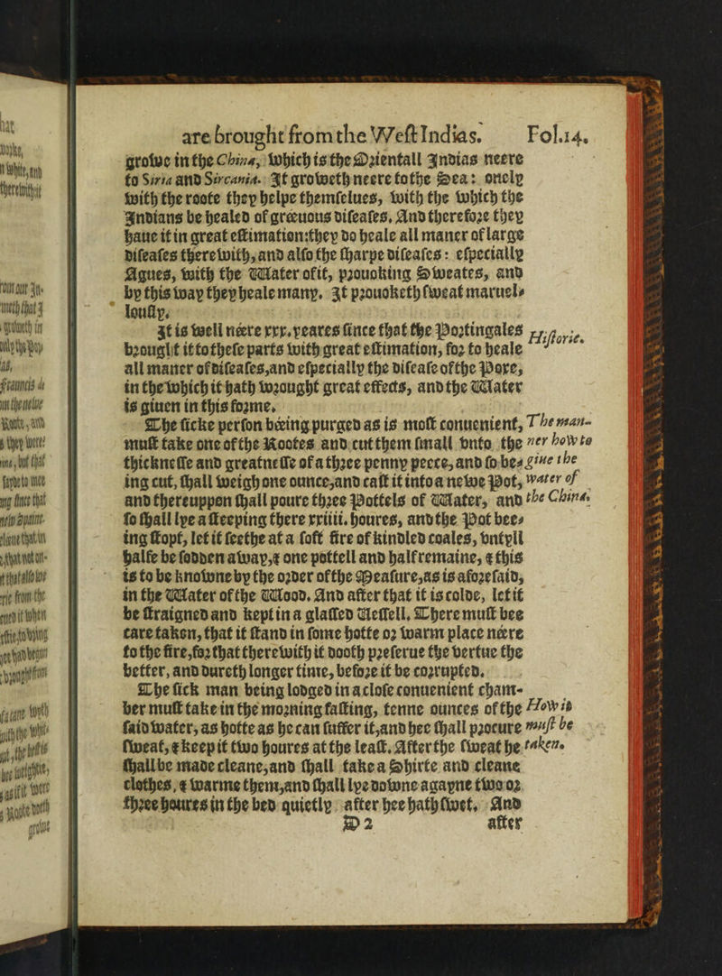 lat bok, Nien erlitt aa J. Meth fhat 3 eth in ach pay 1 Fraun a thelelu⸗ awe , avd che tue: ina Chal indie wee nig tint that feln Shan. netzt n pet an- t that allo we le fun the oyed it When die de ung a at beg ya cane tot ache un, ih tht wil og olathe J OO ante woth grout große in the China, Which is the Oꝛientall Indias neere fo Siria and Sircania. It grobeth neere tothe Sea: onely with the reste they helpe themſelues, with the which the Indians be healed ol græuous diſeaſes. And therefore they haue it in great eſtimation:they do heale all maner of large diſeaſes there with, and alſo the ſharpe diſeaſes: efpectally Agues, with the Mater okit, proucking Sweates, and by this way they heale many. It pꝛouokethſweat maruel⸗ louſip. It is well neere xxx. eares ſinte that the Poꝛtingales bought it totheſe parts with great eſtimation, fo2 to heale all maner of diſeaſes, and efpectally the diſeaſe ofthe Pore, in the which it hath wꝛought great effects, and the Mater is giuen in this foame, a The ſicke perſon being purged as is molt conuenient, The man- muſt take one or the Rootes and cut them ſmall vnto the ver ho te thickneſle and greatneſle of a thꝛee penny peece, and ſo be⸗ e the ing cut, chall weigh one ounce, and caſt it into a newe Pot, wer 7 and thereuppon ſhall poure thꝛee Pottels of Mater, and the Chins. fo Hall lye a ſteeping there xxiiii.houres, and the Pot bees ing ſtopt, let it ſeethe at a foft fire of kindled coales, vntyll halle be ſodden awap, e one pottell and half remaine, ¢ this is to be knowne by the oꝛder ofthe Meaſure, as is afoꝛeſaid, in the Mater ol the Mood. And after that it is colde, let it be ſtraigned and kept in a glaſled Geffell, There mull bee care taken, that it and in ſome hotte oꝛ warm place nere fo the fire, foꝛ that there with it dooth pꝛeſerue the vertue the better, and dureth longer time, befoze it be coꝛrupted. The ſick man being lodged in acloſe conuenient cham· ber mutt take in the moꝛning faſting, tenne ounces of the How is ſaid water, as hotte as he can fatter it, and hee ſhall procure t be ſweat, e keep it two houres at the leaſt. After the ſweat he en. hall be made cleane, and ſhall take a Shirte and cleane clothes warme them, and ſhall lye downe agapne two oꝛ fheee haures in the bed quietly after hee hathſwet. And D2 after orie. reer