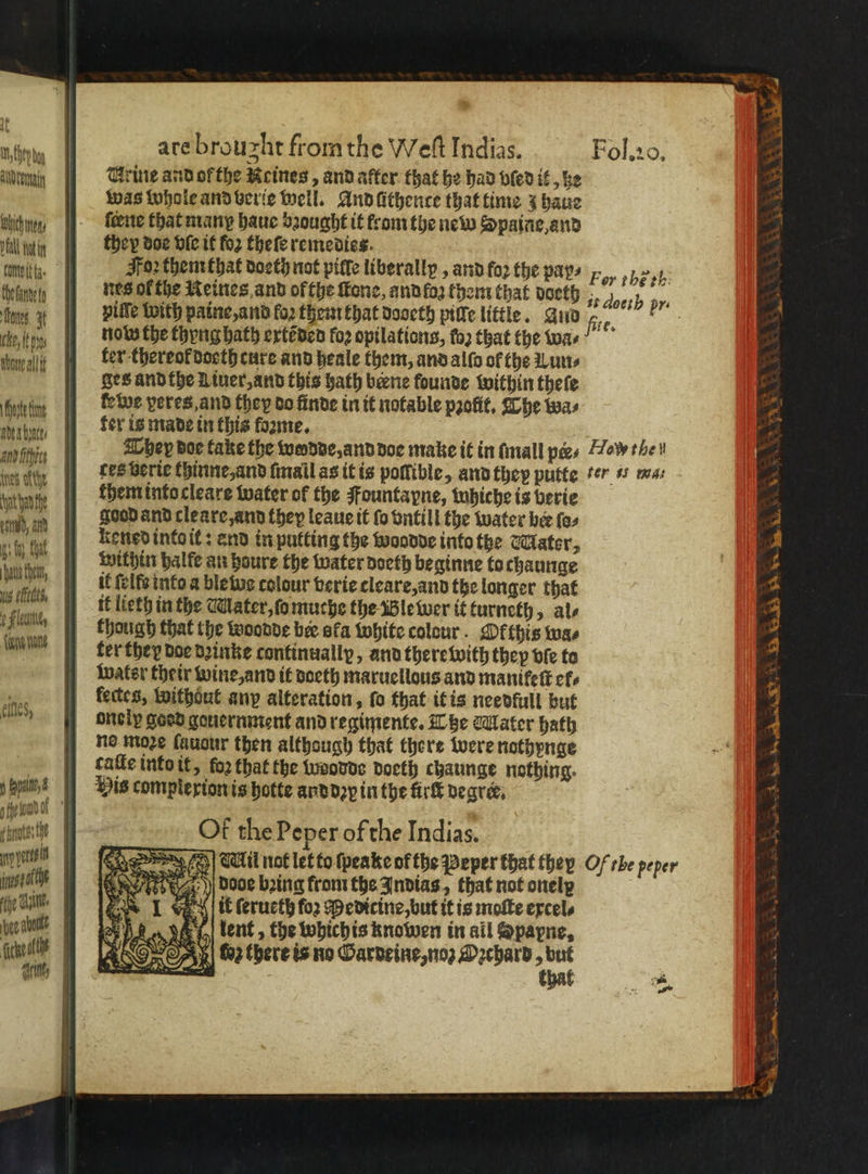 em |) rine and of the Reines, and after that he had pled it, he was whole and verte well. And ũthence that time 3 haue hich en 1. ferne that many haue sought it fromthe new Spaine, and nal atin they doe vie it for fhefe remedies. tomvitta. Fon them that doeth not pille liberally , and foꝛ the pays , , oes thetantet nes ofthe Reines and ofthe tone, and log them that doeth „ eth pr: ines. 3 pille With paine, and fo2 thet that dooeth pille little. and fite. eke tn | now the thyng bath extẽded fo2 opilations, fo2 that the wa⸗ uralt ter thereol doeth cure and heale them, and alſo ol the Lun⸗ “ile ges and the L iuer, and this hath bene founde within theſe fein | kewe peres, and they do finde in it notable pꝛolit. The was sean fer is made in this forme, 15 . as fin Ther doe take the twedbe,andboc make it in (mall pees How the ie athe ces verte thinne, and ſmall as it is poſſible, and they putte er i mas ratte them into cleare water of the Fountapne, whiche is berie ‘i 0 1 good and cleare, and they leaue it fo vntill the water ber ſo⸗ gig? kened into it: and in putting the woodde into the Mator, 05 5 ms within halfe an houre the water doeth beginne to chaunge he, it eeiße inte a ble ur colour verie cleare, and the longer that a it lieth in the Water, ſomuche the Blewer it turneth, al⸗ Han, though that the woodde ber ofa tohite colour. Ok this wa⸗ ni ter they doe deinke continually, and therewwith they bie to Water their wine, and it doeth maruellous and manikeſt cfs fectes, without anp alteration, fo that it is needfull but onelp goed gouernment and regimente. The Water hath ne mage ſauour then although that there were nothynge | caſle into it, fo2 that the woodde doeth chaunge nothing. e Vis compfexion is hotte anddꝛp in the fir degre, piesa Unt Of the Peper of the Indias. Laue e il not let to ſpeake of the Peper that they Of rhe peper tee ee 9450 dooe bring from the Indias, that not onelp {je Ulk, 8 lit ſerueth foz Medicine, but it is moſte excel⸗ bee dbl: Jen ent, the which is knowen in ail Spapne, elles, c ba bY 1 gah * Se genet ee 386 loz there is no Gardeine, noz Oꝛchard, but