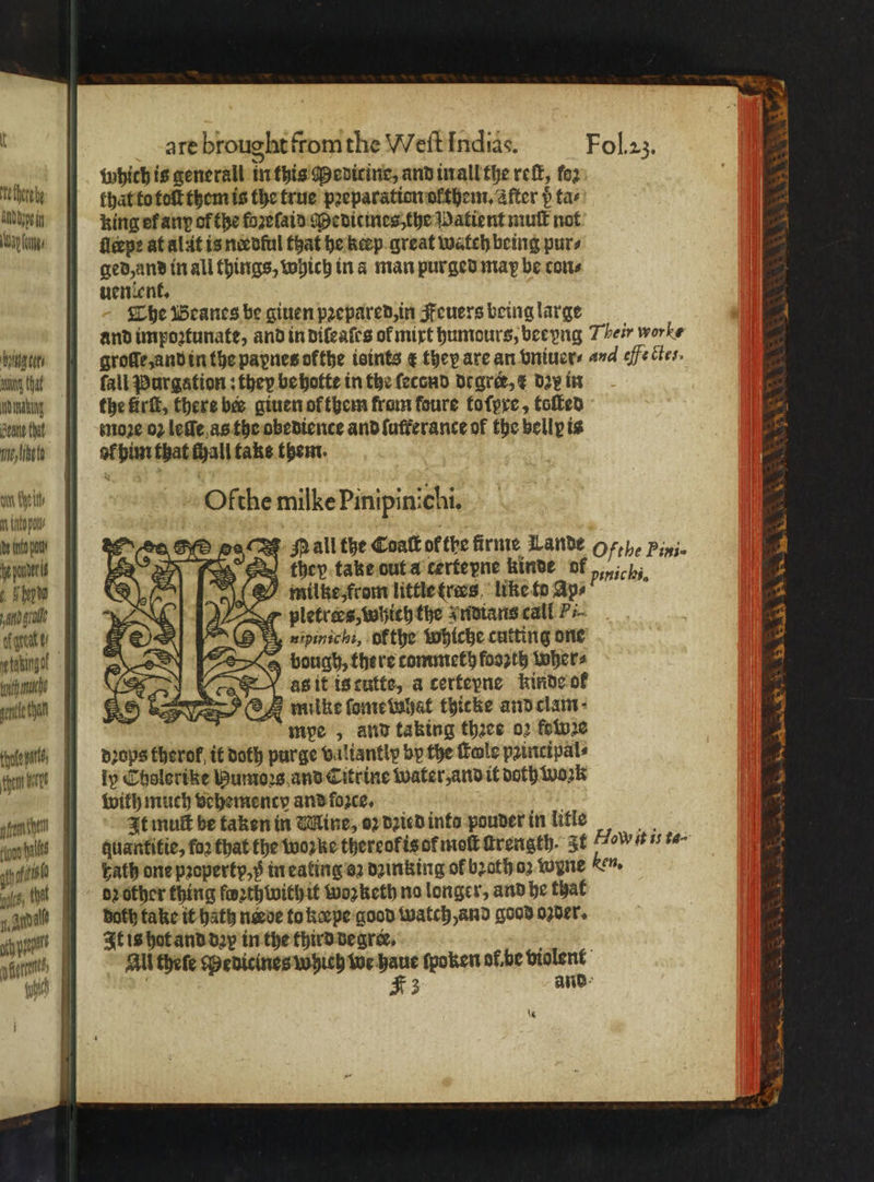 echt An Opp i Wap lange hung ci Wg (hat nnd aking Coane that ine, like to ait eil, hte pel be into po be ponders paid grade Agent nth che cem ke nich are brought from the Weitf ndias. Fol. zz. which is generall in this Medicine, and in all the reſt, foz that to toſt them is the true pꝛeparation olthem. after p tas king ef any of the fozeſaid Medicines, the Matient mull not flee at alt is needful that he keep great watch being pur⸗ ged, and in all things, which in a man purged may be con⸗ uenlent. The Beanes be giuen pꝛepared, in Feuers being large and impoꝛtunate, and in dileaſes of mixt humours, beeyng Their worke groſſe, and in the papnes ofthe isints ¢ they are an vniuer⸗ and effe ctes. fail Purgation: they be holte in the ſecond degree, E dar in the firſt, there bes giuen ol them from foure ko ſpxe, toſted moꝛe 02 leſſe as the obediente and ſufterance of the bell is of him that chall take them. Olthe milke Pinipinichi. e Mall the Coaſt ofthe firme Lande O 6,1. Pini. they take out a certepne kinde of „ich O mite from little tres like taps r pletrœs, which the Indians call Pi. (8 ¥A, wipinichi, ofthe whiche cutting one bough, there tommeth fooꝛth wher⸗ as it is cutts, a certeyne kinde ot mpe, and taking thzee o2 foin2e dꝛops therof it doth purge valiantly by the Kole paincipal⸗ ly Cholerike Humoꝛs and Citrine water, and it doth work with much vehemency and force, It mut be taken in Mine, oz dꝛied ints pouder in litle be: quantitie, for that the woꝛke thereof is of moſt ſtrength. It How it is ta- bath one pꝛopertp, in eating oꝛ dzinking of bꝛath oꝛ wyne ken, dꝛ other thing foꝛthwith it woꝛketh no longer, and he that both take it hath neve to kæpe good watch and good oꝛder. It is hot and day in the third degrer. All thele Medicines which we haue ſpoken ol be violent 3 and iT eden eG. \s ae