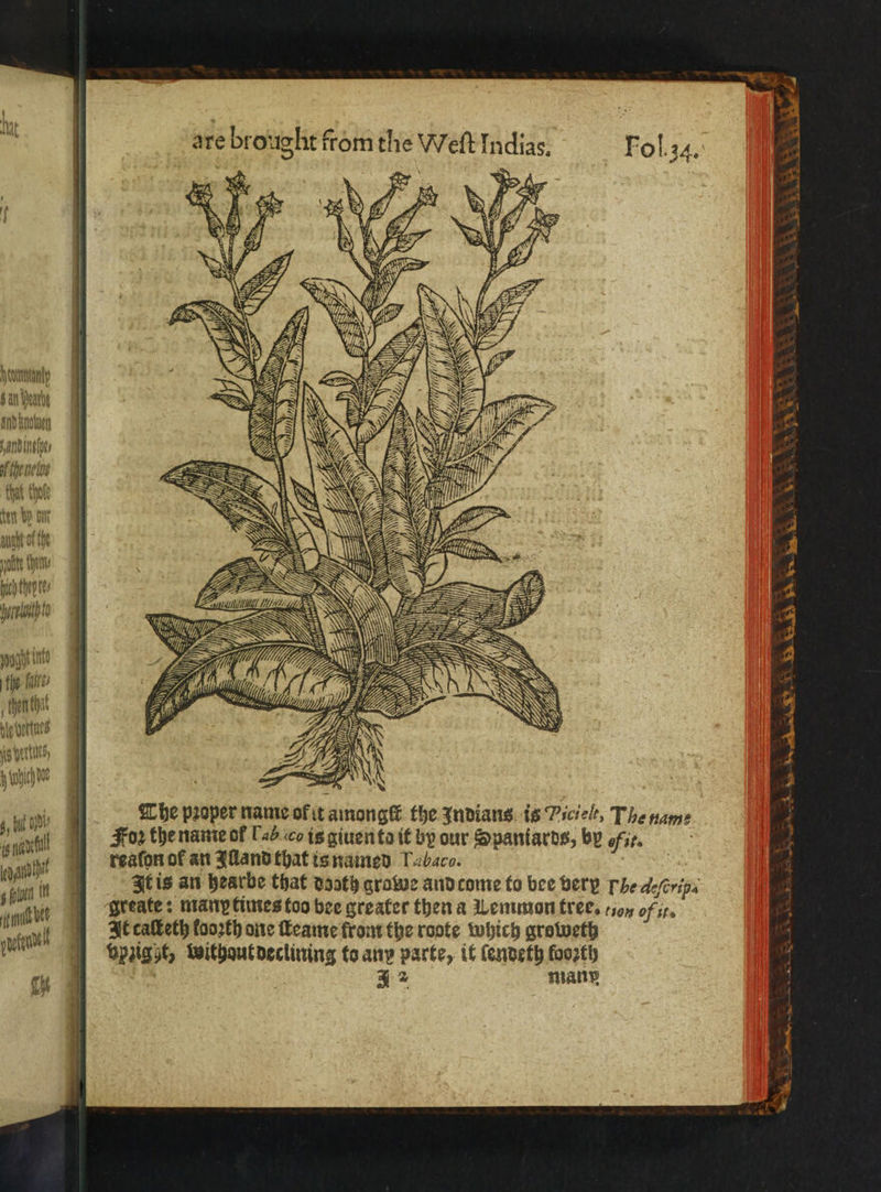 hunny 6 at Beaty and knolue andinehe⸗ of theneloe that chte tert Won N Ne e hem N nitty purrs to — re ok nocht ite the: fall then that blo bortues Ks ett ts, Am hohe 5 i ine The proper name of it anon gt the Indians is Pscielt, The name K warctl 1 Foz the name of Laco is giuen to it by our Spantards, by Hit. gat deacon oe an XMandthat is named I. bare. . ain it It is an hearbe that vaoth grawe and come to bee very The de/erips alen Kreate: mann times too bee greater then a Lemmon tree. cso of . 5 svi At cacketh foorth one ſteame from the roote which groweth kae Ppzig zt, withaut declining to any parte, it lendeth faoztly