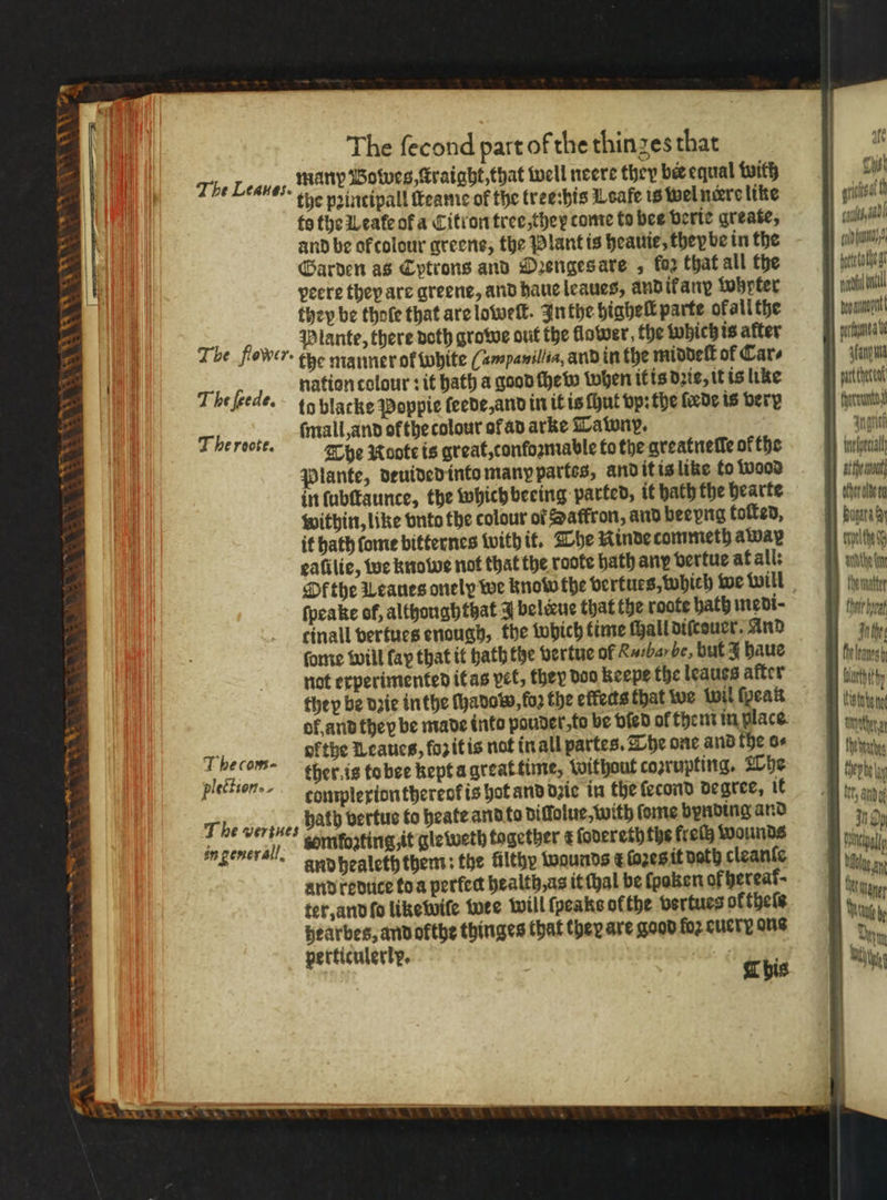 TUM Va sa a * * * “xXx > i = 8 w * cs ** The fecond part of the thinzes that many Bowes, ſtraight, that well neere they bee equal with the pꝛintipall ſteamie of the tree:his Leafe is wel nere like fo the Weate of a Citron tree, theꝝ tome to bee verie greate, and be ok colour greene, the Plant is heauie, theybe in the Garden as Cytrons and Ozenges are, fon that all the peere they are greene, and haue leaues, and ik ang tobpter they be thoſe that are loweſt. Inthe viahel parte okall the Ti Plante, there doth growe out the flower, the which is after be flower. the manner of white (ampanillia, and in the middeſt of Cars The fed nation colour sit hath a good ſhew when it is dꝛie, it is like e. tg blacke Poppie ſeede, and in it is ſhut vp: the fede is very The roote ſmall, and of the colour of ad arke Tawny. The Nocte is great, confoꝛmable to the greatneſſe of the Plante, deuided into many partes, and it is like to wood in ſubſtaunce, the which beeing parted, it hath the hearte within, like vnto the colour of Saffron, and beeping toſted, it hath tome bitternes with it. The Rinde commeth away eafilic, we knowe not that the roote hath any vertue at all: Ok the Leaues onely we know the vertues, which we will ſpeake of, althoughthat 3 bel&amp;kue that the roote bath medi⸗ cinall vertues enough, the which time ſhall diſceuer. And ſome will fay that it hath the vertue of Ruibar be, hut I haue not experimented it as vet, they doo keepe the leaues after they be dꝛie inthe ſhadorw, foꝛ the effects that we wil {peak of and they be made into pouder, to be died of them in place Fb: cases ofthe Leaues, foz it is nat in all partes. The one and the o⸗ lefhion ther.is to bee kept a great time, without cozrupting. The Pieetten s omplexion thereok is hot and dzie in the ſecond degree, it T b bath vertue to heate and to diſlolue, with ſome bynding and in general tomfozting, it gleweth tagether d ſodereth the frech wounds and healeth them: the filthy waunds ¢ ſozes it doth cleanſe and redute to a perfect health, as it ſhal be fpoben of bereaf- ter, and fo like wiſe wee will ſpeaks ofthe vertues ofthels hearbes, andofthe thinges that they are good foʒ cucry ons perticulerty. 1 24 T bis The Leaves. ee gris cae fi coin bun tate tothe gt ne nl beoaunant prea tanya part theta thereunto antic egal! atthemnout other olde oy puget a espelthes 7 ith Keto be net wacher a rung Webel tet, anid of in Dy gal Milne a Dane wut be um
