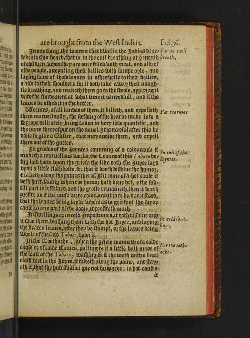 : are broughtfrom the Welt Indias, tig, In one thing, the women that dwel in the Indias doce⸗ For a. dee kebzate this hearb, that is in the euil bꝛeathing at $ mouth bre. ta ofchildzen, when they are ouer filled with meat, and allo of ty karg olde people, anopnting their bellies with lampe ople, and , laying fone of thoſe leaues in aſhes hotte to their bellies, Steg e alfo to their ſhoulders oz it doth take away their naugh⸗ t bith tie bꝛeathing, and maketh them go to the Coole, applying it walt vnto the fundement at what time it is needlull, and ik ths ponitthy e leaues be aſhed it is the better. . tel tnt Mozmes, of all kindes of them, it killeth, and expelleth P/ wo rises ad them marue llouſlp, the teething ofthe hearbe made into a üleeg J Spꝛope delicatelp, being taken in very litle guantitie, and Ly piling the iupce thereofput on the nauel. Itis neꝛdful after this be ‘ym done to give a Gliſter, that map auoide them, and expell mb them out of fhe. guttes, g ane An griekes of the Jopntes comming of a coldceaule it „ , of rhe lb maketh a maruellous wozke, the Leaues ofthis Tabaco bes : here, ing laid hotte vpon the griefe:the like doth the Jupce layd nents. WP Dpon a little cloth hotte, for that it doeth dillolue the humoꝛ, t taketh away the paines therol. If it come ofa hot cauſe it ug Doth hurt, ſauing when the humoꝛ bath bene hot, z the Cabs g the till part is diſſolued, and the groſſe remaineth, then it doeth pꝛoffte as if the cauſe were colde, and it is ta be vnderſtood, vilotte that the leaues being lapde where as is grieke of the ſayde ao b caule in any part ol the bodie, it pꝛaßteth much Aon I. Malwellings oz in cold zmpoſtumes, it doth diffolue and Wi cold vol aan ondde them, waching them with the hot Jupce, and laping B e, the beaten leaues, after thep be ſtampt, oz the leaues being ehh; Whole ol the laid Labace pon it ⸗ 1140 igen cage 02 of colde umes, putting to it a little ball made r ne the leat: ofthe 14%, wathing Girt the tooth witha mal rites cloth wet in the Jupce, it taketh alway the paine, and ſtay⸗ etz it that the putrikaction goe not kazwarde: in hot cauſes en it ses 9 *