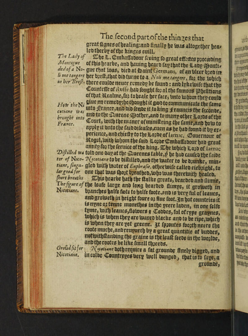 ct XN TR “SS * * : KX + = = ‘eX eS . 1 “es a ie The ſecond part of the thinzes that great ſtgnes ol healing: and finally be was altogether hea⸗ led therby of the kinges euill. The Lady of The L. Embaſſadour ſesing fo great effertes pꝛoceeding Montigne ol this hearbe, and hauing heard fay that the Lady Monti⸗ ded of a No- gue that was, died at Saint Germans, of an vlcer bꝛed in in her Breſt. there coulde neuer remedy be found: and lykewiſe that the Countefſe of Kuffe had fought foꝛ al the famous Bhiſttions of that Realme, ſoꝛ to heale her face; vnto Whom they could Tow theNi giue no remedpihethought it god to communicate the ſame He theNs into France, and did ſende it to king Krauncis the ſeconde, eae 175 and tothe Queene Mother, and fo many other Loꝛds of the 5 e Court, with the maner of miniſtring the lame, and how to 4 apply it vnto the ſaid diſeaſes, euen as he had found it by ers perience, and chieſly to the Loꝛde of larnac, Gouernour of Rogel, with whom the ſaid Lozde Embaſſadour had great antity fo the ſeruice of the king. The which Loꝛd of larnac Diftilled wa told one day at the Nueenes table, iᷣ he had cauſed the ſaide ter of Nico Nicotiane to be diſtilled, and the water ts be dꝛunke, mins tiane, ſingu- gled with water of Eupbraſie, other wiſe called eiebzight, ta ler. good for one that was ſhoꝛt bꝛeathed, w ho was therewith healed. ſhort breaths This hearbe hath the ſtalke greats, bearded and ſlimie, The figure of the leafe large and long bearded llimpe, it groweth in Nicotiane. hꝛanches halfe fate to halle koote, and is very ful of leaues, and groweth in height foure oꝛ fiue foot. In hot countries it is nyne oz tenne monethes in the veere laden, in one felfe fynte, with leaues, flowers ¢ Coddes, ful ofrppe grapnes, which is when they are waxed blacke and to be ripe, which is when they are pet greene. It ſpꝛoutes foorth neere the roote muche, and reupueth by a great quantitie of buddes, not withſtanding the graine is the leatt (eee in the woꝛlde, and the rootes be like ſmall thꝛeeds. Groũd fit for Nicotiane doth require a fat grounde finely digged, and Nicotiane. in colde Countrepes very well dunged, that is to ſape, a grounde, seat) atv erage are hahe aw the colve th Ahl ade tty yout i solver Copp Ie te pla Aton bay kennt JAN the AS coon