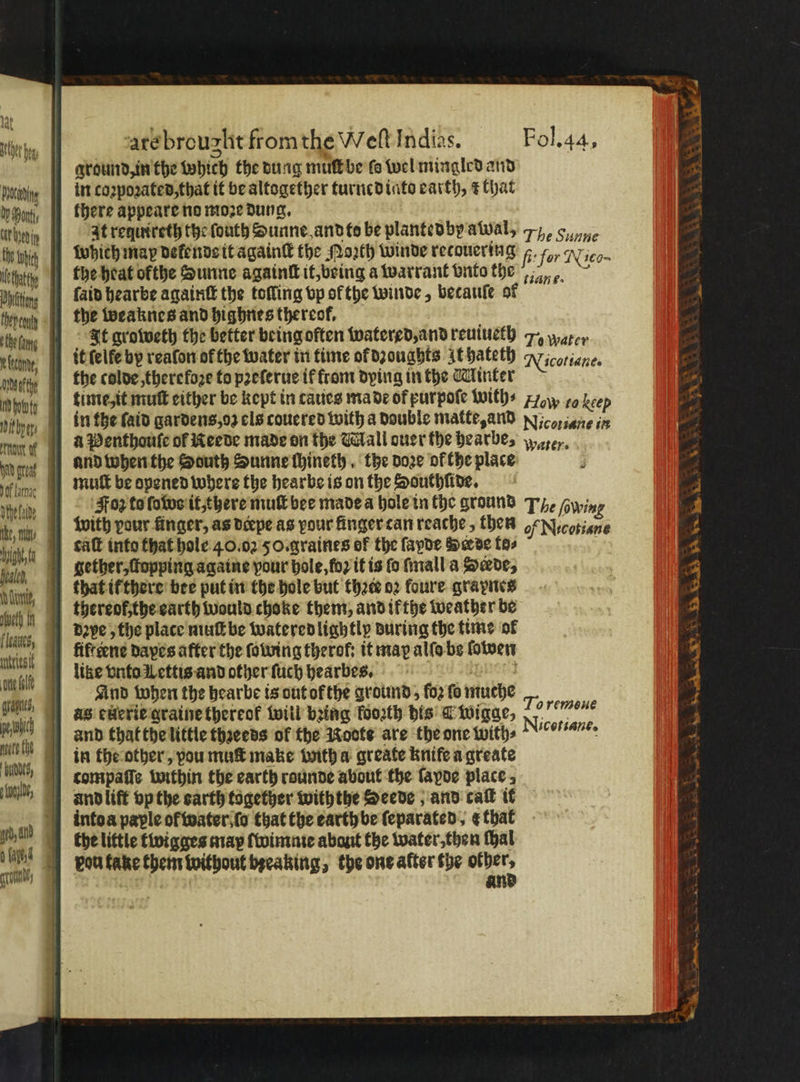 the oh NA great ef me dhe aide ike, we Math foaled, Düne, eth in fleaues, ce ole Nahles, pi uke he ahbe, granny ate brouzlit fromthe Welt Indias. Fol.44, ground, in the which the dung muſt be fo wel mingled and in coꝛpoꝛated, that it be altogether turned iato earth, ¢ hat there appeare no moꝛe dung. It requireth the ſouth Sunne andto be plantedby awal, 7 Funne ſaid hearbe againſt the tofling vp ol the winde, becauſe of It groweth the better being often watered, and reuiueth 74 water it ſelle by reafon of the water in time or dꝛoughts It hateth Niſcofiane. time, it mutt either be kept in caues ma de of purpoſe with⸗ How to keep in the faid gardens, oz els couered with a double matte, and oie sere in a Penthouſe ol Reede made on the Mall our the hearbe, ter. and when the South Sunne ſhineth. the doze of the place Foz to ſowo it, there mult bee made a hole in the ground The Gwing saft into that hole 4.0.02 50.graines of the ſapde Herde to⸗ gether, ſtopping againe pour hole, foꝛ it is fo ſmall a Sede, thereof, the earth would choke them, and il the weather be like vnto Wettis and other ſuch hearbes. And when the hearbe is out of the ground, loꝛ ſo muche as euerie graine thereof will bzing koozth bis 4 wigge, and that the little thaceds of the Noote are the one with⸗ in the other, pou muſt make with a greate knife a greate compaſſe within the earth rounde about the layde place, To remoue Nicotiane. into a paple of water ſo that the earth be ſeparated, ¢ that the little twigges may ſwimme abaut the water, then Hal pou take them without becaking, the one alter the ae an hk AS BS SS A ea kh. aye