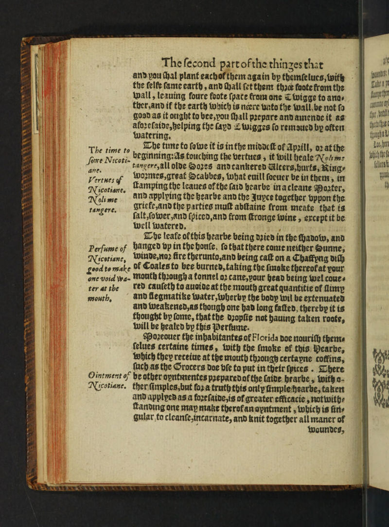 * n N * <a 3 ** a = i * and pou thal plant eachof them again by themſelues, with the felfe ſame earth, and Gall fet them thse foote from the wall, leauing foure foote {pate fram one T wigge to ana⸗ ther, and tf the earth wyich is neere unto the wall be not fo good as it ought to bee, you ſhall prepare and amende it as aloꝛeſaide, helping the fayd L wigges fo remsued by often watering. The time to The time to ſowe it is in the middeſt of Apꝛill, oꝛ at the tangere, all olde Sozes and tankered Ulcers, hurts, Rings e A Wormes, great Scabbes, what euill ſoeuer be in them, in Nicotiane. Famping the leaues of the ſaid hearbe ina cleane Porter, Noli me and applying fhe hearbe and the Juyce together vppon the 5 grie fe, and the parties muſt abſtaine from meate that is ſalt, ſower, and ſpiced, and from ſtronge wine, except it be well watered. . The leafe of this hearbe being dꝛied in the ſhadow, and Perfume of hünged vp in the houle, fo that there come neither Hunne, Nicotiane, winde, noꝛ fire therunto, and being caſt on a Chaffpng diſh god to male Of Coales to bee burned, taking the fineke thereofat pour one void wa · Mouth thꝛough a tonnel oꝛ cane, vour head being wel coues ter at the ved cauſeth to auoide at the mouth great quantitie of lim mouth. and flegmatike water, wherby the body wil be extenuated and weakened, as though one had long fatten, thereby it is thought by ſome, that the dꝛopſte not hauing taken roote, will be healed by this Perfume. Moꝛeouer the inhabitantes of Florida doe nouriſh them⸗ felues certaine times, with the ſmoke ok this Mearbe, which they reteiue at the mouth though certapne coffins, ſuch as the Grocers doe ble to put in their ſpices. Shere Ointment of be other oyntmentes pꝛeparedot the (aide hearbe, with o⸗ Nicotiane. ther ſimples, but fora truth this only imple hearbe, taken and applped as a foꝛeſaide, is of greater efficacie, notwith⸗ fanding one map make therofan oyntment, which is firs gular, to cleanſe, incarnate, and knit together all maner of woundes, tangere. funy en toto Loe, her lets