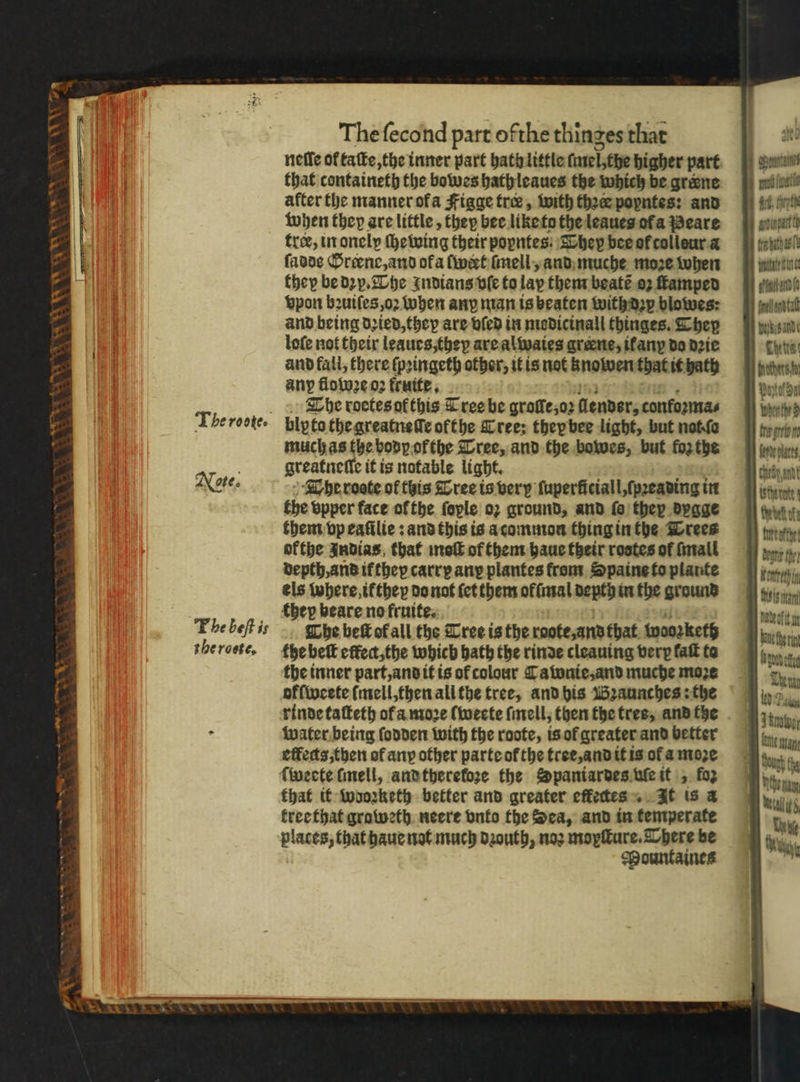 ~ as We. > U 8 qh r 3 V 7 Note. The beſt is the roete. The ſecond part ofthe thinges that that containeth the bowes hath leaues the which be greene after the manner of a Figge tree, with thee poyntes: and when they are little, they bee like to the leaues ofa Beare tree, in onely chewing their popntes: They bee of collour a ſadde Grerne, and ofa wert ſmell, and muche moze when they be dꝛy. The Indians vſe to lay them beaté oꝛ ſtamped vpon bꝛuiſes, oꝛ when any man ts beaten with dy blowes: and being dried, they are vſed in modicinall thinges. They loſe not their leaues, they are alwaies græene, ifanyp do dꝛie and fali, there ſpꝛingeth other, it is not knolven that it hath any flowꝛe oꝛ fruite, The roetes of this Tree be grofle;o2 dender, confoꝛma⸗ bly fo the greatneſſe ofthe Tree: they bee light, but not . ſo much as the body of the Tree, and the bowes, but forthe greatneſſe it is notable li ght. The roote ot this Tree is very ſuperſiciall, ſpꝛeading in the vpper face ol the ſoyle oꝛ ground, and fe they dygge them vp eaſilie: and this is a common thing in the Trees ofthe Andias that moſt of them haue their rostes of mall depth, and if they carry any plantes from Spaine to plante els where, if they do not ſet them offal depth in the ground they beare no fruite. Che beſt ok all the Cree is the raote, and that wooꝛketh the beſt cffec,the which bath the rinde cleauing verp laſt to the inner part, and it is of colour Cawnie, and muche more ofſweete ſmell, then all the tree, and his Bꝛaunches: the rinde taſteth ofa moꝛe ſweete ſmell, then the tres, and the water being ſodden with the roote, is ol greater and better effects, then of any other parte of the tree, and it is of a moꝛe that it wooꝛketh better and greater effettes It is a tree that graweth neere vnto the Sea, and in kemperate places, that haue not much dꝛouth, noꝛ moyſture. There be MPountaines tg oy Leterme! rbet ez ILA . ur ther