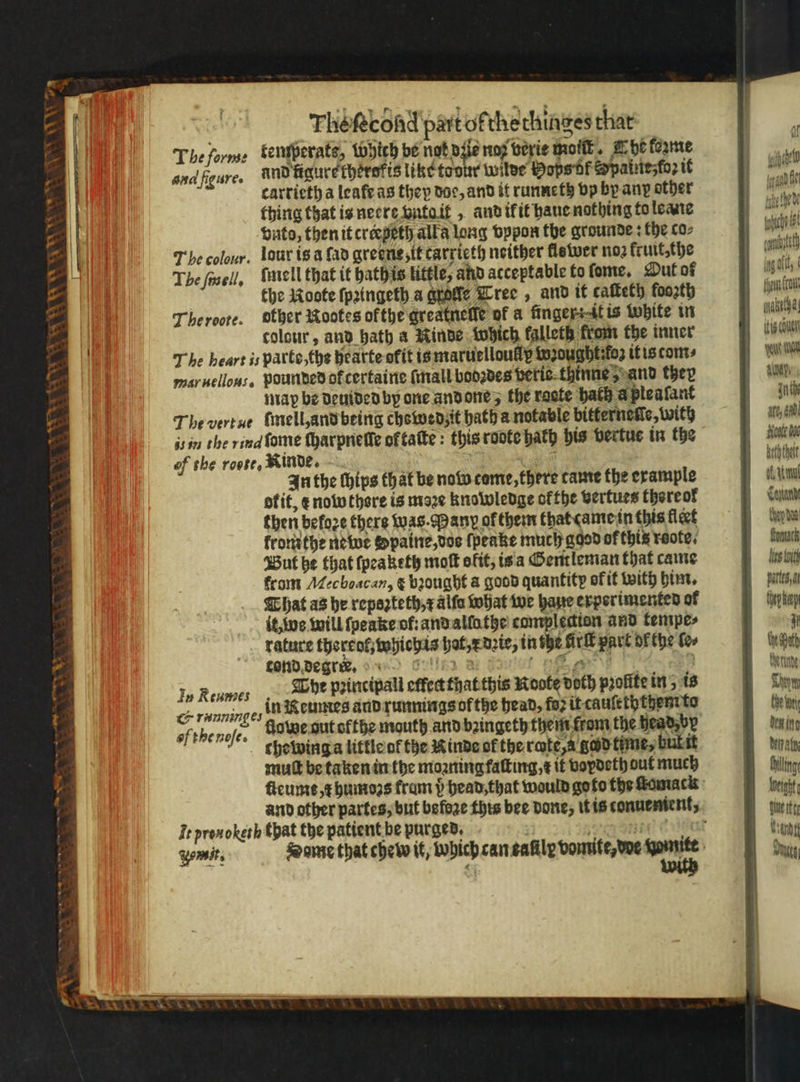 ew a. Gs * W 3 1 * vy w * 4 ce * 1 * The ſecond part ofchethinges that The forme bemperate, Which be nok d ie noz verie molt. E he ferme and figure. and fiqure therokis like to our wilde Hoßs of S painez loꝛ it carrieth a leaf as they doe, and it runneth vp by any other thing that is neere vntg it, and ik it haue nothing to lane vnto, then it creepeth alla long vppon the grounde: the co⸗ The colour. lour isa ſad grecne it tarrieth neither flower noꝛ fruit,the The ſmell. Imell that it hath is tittle, and acceptable to ſome. Mut of the Roote ſpꝛingeth a grole Tree, and it caſteth foo2th Theroore. other Rootes ofthe greatnelle of a finger: it is White in colour, and bath a Kinde which falleth from the inner The heart is parte, the heàrte ofit is maruelloullg wꝛought: oz it is com⸗ mar uellous, pounded of certaine (all bodꝛdes veris thine and they map be deuided by one and one, the racte hath à ple aſant The vert ue ſmell, and being chewedz it hath a notable bitterneſſe, with isin the ried ſome (harpnetie of taſte: this roote hath his vertue in the of the roote, Rinde. f In the thips that be now come, there tame the example ofit, æ nowthore is maze knowledge ofthe vertues there of then befoze there was. Mang of therm that came in this flet frontthe newe Spaine, dos ſpeake much good of this roote. But he that ſpeaketh moſt oftt, is a Gentleman that came from Mec boacan, &amp; bꝛought a good quantity of it with him. Chat as he repoꝛteth, r alfa what we haue experimented of it, os will ſpeake of: and allathe compledien and tempe⸗ rature thereot, whichis hat, x dꝛie, in the Aci part of the fe» tond degree. e 9 Jo Rennes The pꝛincipall effectthatthis Roote doth profite in, is C ranninges n Keuntes and runmmgs of the head, fo? it cauſetythem to sfthenofe, fiolte nutoftge mouth and bꝛingeth them from the head vy , chewing a little o the Ninde ol the rote, a god time, bukit mutt be taken in the moaning fatting,¢ it voydeth out much Ir pronokęth that the patient be purged, it cue wat Wi ane) auth ate, 4a keth thet Catanint then dae ftonack Lies tout partes a they herp J echt Werde Dun che bei dex ing den aly; bling weight fur te Lindt Dae