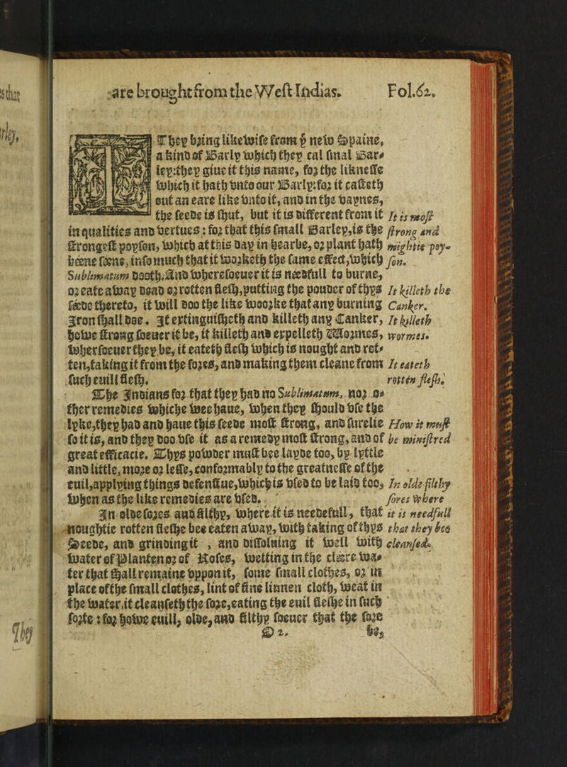 8 They bzing like wiſe from p new Spaine, a kind et arly which they cal final Bar⸗ 1. g lepithe p giue it this name, fos the likneſſe which it bach vnto our Warly: foo it caſteth aut an eare like vnto it, and in the vapnes, ee the ſeede is ſhut, but it is different from it 7 is wo in qualities and vertues: foꝛ that this mall Barlep, is che frong gid Erongeſt popien, which at this day in hearbe, oꝛ plant bath 427255 pay beone (ene, info much that it woꝛketh the (ame cet which ſen. Sublimatum doth, And whereloeuer it is needfull to burne, oꝛ eate awap dead oꝛ roten fleſh, putting the pouder of thys J: killeth ebe fede thereto, it will doo the like Woozke that any burning Canker. Iron ſhall dse. It extinguiſheth and killeth and Canker, 7+ N lleih dowe rong ſoeuer it be, it killeth and expelleth WMozmes, wor mes. Wherſoeuer they be, it eateth fleſh which is nought and rot⸗ ten, taking it from the foes, and making them cleane from 7: caterh ſuch euill lief, rotten flefh. The Indians foꝛ that they had no Sz blimatum, wor 02 . ther remedies whiche wee haue, when they ſhould bie the leke, they had and haue this ſeede molt ſtrong, and ſurelie How it meißt ſo it is, and they doo vle it as a remedy moſt ſtrong, and of be miniſtred great eſficacie. Thys powder muſt bee lapde too, by lyttle and little, moꝛe oꝛ leſſe, confoꝛmablp tothe greatnelle of the euil, applying things defenſtue, which is vled to be laid too, In olle filißy When as the like remedies are ved. fores where In olde ſozes andAlthy, where it is needekull, that it is needful noughtie rotten fleche bee eaten away, with taking ol thys hat they bce Water of Planten oꝛ of oles, wetting in the clare wa⸗ ter that chall remaine vppon it, fone mall clothes, 02 in place ofthe ſmall clothes, lint of fins liunen cloth, Weat in } the water it cleanſeth the ſoze, eating the euil lleſhe in ſuch ſogte: fa hawe euill, olde, and ae ſoeuer that the vs 2. By