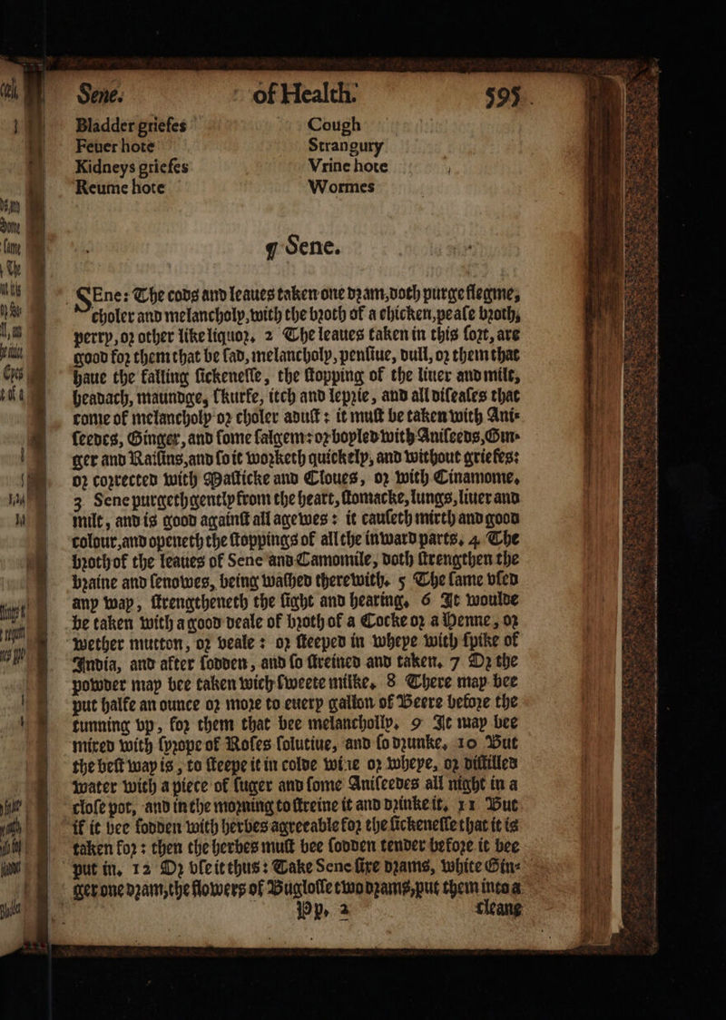 Sene. of Health. Bladder griefes Cough Feuer hote Strangury Kidneys griefes Vrine hote Reume hote Wormes SEne: The cobs and leaues taken one dꝛam, doch purge flegme, choler and melancholy, with the bꝛoth of a chicken, peale broth, perry, oꝛ other like liquoꝛ. 2 The leaues taken in this for, art good for them that be fad, melancholp, penfiue, dull, o2 them that haue the falling ſickeneſſe, the ſtopping of the liner and milt, headach, maundge, Churfe, itch and lepzie, and all dileales that come ok melancholp oz choler aduſt: it mult be taken with Ani⸗ ſeedes, Ginger, and lome lalgem: oꝛ bopled with Aniſeeds, Our ger and Railing and ſo it worketh quickely, and without griekes: oꝛ corrected with Maſticke and Cloues, 02 with Cinamome, 3 Sene purgethgently from the heart, fomacke, lungs, liuer and mil, and is good againſt all agewes: it cauleth mirth and goon colour, and openeth the toppings ok all the inward parts. 4 The bꝛothof the leaues of Sene and Camomile, doth ſtrengthen the bꝛaine and lenowes, being wathen therewith, 5 The lame vled any wap, ſtrengtheneth the light and hearing. 6 It woulde be taken with a good deale ok bꝛoth of a Cocke oz a Henne, oꝛ wether mutton, 02 veale: 02 Meeped in wheye with ſpike of India, and after lodden, and lo freined and taken. 7 D2 the powder may bee taken wich fweete milke, 8 There map bee put halfe an ounce oꝛ moze to euery gallon of Beere betoze the tunning vp, for them that bee melanchollp. 9 It may bee mixed with ſyꝛope of Rofes lolutiue, and ſo dzunke, 10 But the beſt way is, to ſteepe it in colde wi ie 07 whepe, oz diſtilled water with a piece of ſuger and ſome Anileedes all night in a clofe pot, and in the moꝛning to ſtreine it and dinke it. 21 But ik it bee ſodden with herbes agreeable foz the lickenelle that it is taken for: then the herbes mult bee ſodden tender befoze it bee put in. 12 Oz ble it thus: Take dene fire dꝛams, white Gin⸗ ger one dꝛam, the flowers of Buglolle two dꝛams, put them into a