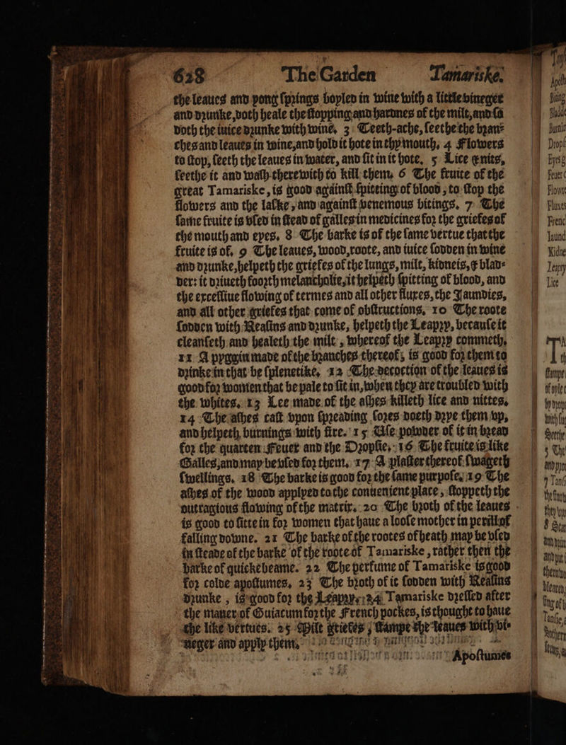 and dꝛunke, doth heale the ſtopping and hardnes of the milt, and la Doth the iuice dꝛunke with wine. 3 Ceeth-ache, ſeethe the bꝛan⸗ ches and leaues in wine, and hold it hote in thy mouth. 4 Flowers to ſtop, ſeeth the leaues in water, and ſit in it hote. 5 Lice enits, feethe it and walh there with to kill them. 6 The kruite of the great Tamariske, is good againſt ſpicting of blood, to ſtop the flowers and the lalke, and againſt venemous bitings. 7 The lame fruite is vled in ſtead of galles in medicines koꝛ the griekes ol the mouth and eyes. 8 The barke is of the lame vertue that the fruite is ok. 9 The leaues, wood, roote, and iuice ſodden in wine and dꝛunke, helpeth che ariefes of the lungs, mile, kidneis, ¢ blav⸗ ber: it dꝛiueth kooꝛth melancholie, it helpech ſpitting of blood, and the excelliue flowing ok termes and all other lures, the Jaundies, and all other griefes that come of obſtructions. 10 The roote ſodden with Neaſins and dzunke, helpeth the Leappy, becauſe it cleanſeth and healeth the milt, whereof the Leapzy commeth. 11 A pygpin made ofthe bꝛanches thereof, is good foz them to dzinke in that be (plenetike, 12 The decoction of the leaues is good foꝛ women that be pale to fit in, when they are troubled with the whites. 13 Lee made ok the aſhes killeth lice and nittes, 14 The aſhes caſt vpon ſpꝛeading fores doeth dꝛye them vp. and helpeth burnings with fire. 15 Uſe powder of it in bꝛead fox the guarten Feuer and the Dꝛopſie. 16 The kruite is like Galleg and may be vled for them. 17 A plaſter thereok ſwageth ſwellings. 18 The barke is good fo the fame purpoſe. 19 The aſheg of the wood applped tothe conuenient place, ſtoppeth the outragious flowing ol the matrix. 20 The bꝛoth of the leaues is good to litte in for women that haue a loole mother in perilo falling downe. 21 The barke ok the rootes of heath map be vſed in ſteade ol the barke ok the voote ok Tamariske , rather then the batkeof quickebeame. 22 The perfume of Tamariske is good for colde apollumes. 23 The broth ok it ſodden with Realins dzunke, is good fop the A apps Tamariske dgeflen after the mater ol Guiacum forthe French pockes, is thought to haue the like vertues. 25 Milt Ftiekes; Kampe the keaues with vt Har Matton VOR | ak „ Apoſtume * “ 1 ti i Apel 1 Blada lun | Dropl gc 1) Feuer Pope Fluxes Frenc Jaund Kidne Lem Lice | I. 12 lee Bobi bihla Dathe Bk 5 Myo Ia eo they yy 8 Sia nn hr them Henne bo i aufe, len be 1 1