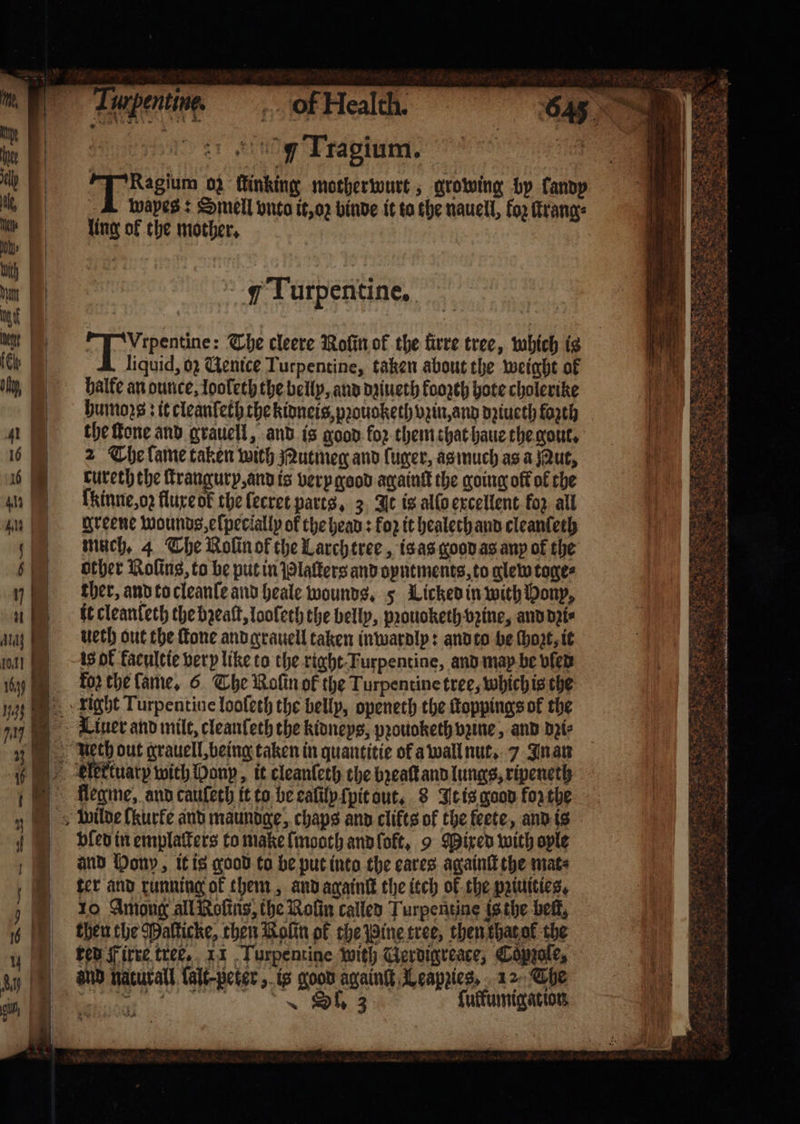 Tabeni, ol Health. 64 ee 10 ie er the 'g Tragium. | 1 Bat il | fi aces oz ſtinking motherwurt, growing by landy . „ A wapes: Smell onto it, oz binde it to the nauell, koz ſtrang⸗ 5 4 lung of the mother. | th | 1 W g Turpentine, te | | | nent Ten ner The cleere Rolin ok the frre tree, which is icy liquid, 62 Gentce Turpentine, taken about the weight of halle an ounce, looleth the belly, and dziueth koozth hote cholerike phumoꝛs: it cleanleth the kidneis, pꝛouoketh vzin, and dziueth forth a = the fone and grauell, and is goon. for them that haue the gout. 6% 2 The lame taken with Nutmeg and luger, as much as a Nut, 6 Fkureth the ſtrangury, and is verp good againſt the going off of the n fkinne, o: fluxe ot the lecret parts, 3 It is allo excellent fo; all u «Hv eene wounds, eſpeclally of the head: fo it healech and cleantech much. 4 The Rolinof the Larch tree, is as good as any of the bther Roling, to be put in Plaſters and oyntments, to glew tones ther, and to cleanſe and heale wounds. 5 Licted in with Pony, it cleanſeth the bꝛeaſt, looleth the belly, pꝛouoketh brine, and dꝛi⸗ ueth out the fone and grauell taken inwardly: and to be ſhozt, it is ol kacultie verp like to the right Turpentine, and may be vier h COR CHE lame. 6 The Rolin ok the Turpentine tree, which is the 1% right Turpentine looleth the belly, openeth the toppings of the 77 Liner and mile, cleanleth the kidneys, pꝛouoketh vꝛine, and dꝛi⸗ etch out grauell- being taken in quantitie of a wall nut. 7 In an 6 klektuary with Donp, it cleanſeth the bꝛeaſt and lungs, ripeneth flegme, and cauſeth it to be ealily ſpit out. 8 It is good forthe wilde [kurke and maundge, chaps and clifts of the feete, and is ved in emplaters to make ſmooth and lokt, 9 Mixed with oyle and Mony, it is good to be put into the cares againſt the mats — «7 — — J 0 ter and running of them, and againſt the itch ok the ppiuities, ) 10 Among all Noſins, the Rolin called Turpentine isthe beit, 6 then the Maſticke, then Rolin of the Bine tree, then that ol the ed Firre tree. 11 Turpentine with Gerdigreace, Copzoſe, | — — — and naturall Lalt-peter, is good againſt Leapzies, 12 Che 1 a : ~ Of 3 ſuffumigat ion &gt; * &lt;= =