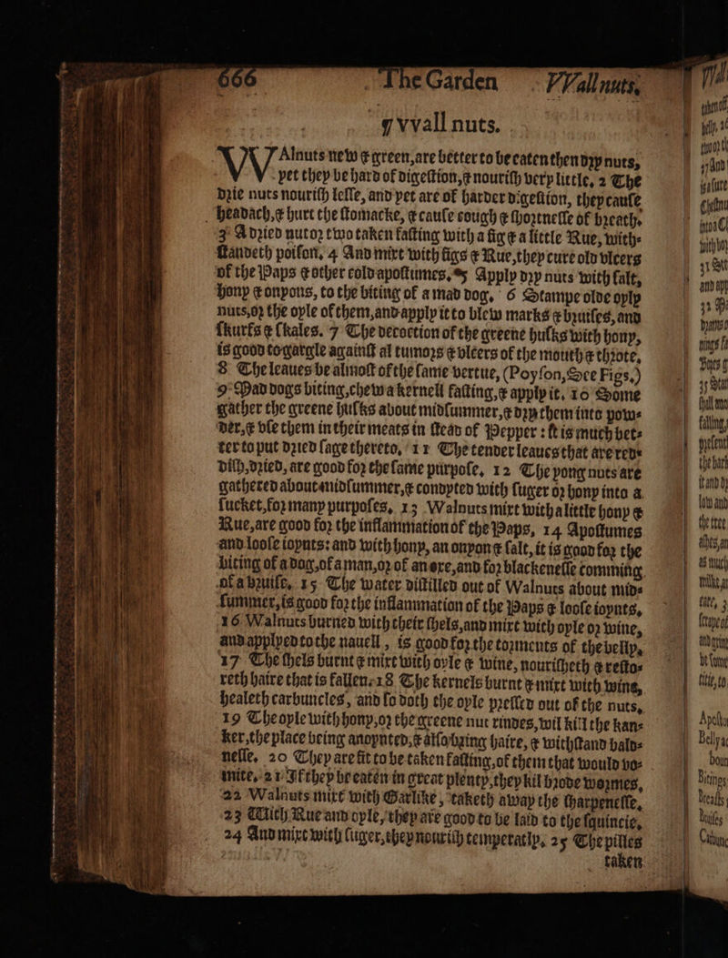 A aes ess ¢ Garden 9. Mad dogs biting che wa kernell faſting, x apply it. 10 Some gather the greene huſkes about midlummer, k dzn them into pow⸗ der, € ble them in their meats in ean of Pepper : it is much pets ter to put dꝛied lage thereto. 11 The tender leaues that are red DAD, dꝛied, are good foz the lame purpole. 12 The pong nuts are ſucket, fo many purpofes, 13 Walnuts mixt with a little hony x and loole topnts: and with hony, an onpone ſalt, it is good ko the of a hzuiſe, 15 The water diſtilled out of Walnuts about mid⸗ fuminer, is good foꝛ the inflammation of the Paps ¢ looſe ioynts. 16 Walnuts burned wich their ſhels, and mixt with oyle oz wine, and applped tothe nauell, is good foz the toꝛments of the belly. 17 Che chels burnt ¢ mixt with oyle € wine, nourithech w reſto⸗ 19 The oyle with hon, oz the greene nut rindes, wil kill the kan⸗ ker the place being anoynted, x alſa bzing haire, ¢ withſtand bald⸗ nelle, 20 Chey àre ſit to be taken falling, of them that would vo⸗ mite. 21 Ikthey be eaten in great plenty, they kil bꝛode wozmes. 22 Walnuts mitt with Garlike, ‘taketh away the ſharpenelſe. 23 Mich Rue and ople, they are good to be laid to the ſquincie. 24 And mixt mith luger, they nourich temperatip. 25 The pilles ' Mal 1 af and fing laat bhebarz band Op lu and thettee, hes an ur Mike fit, 3 | fitie,to Apely Bell yat Dow Bitinos Breall dules Cb