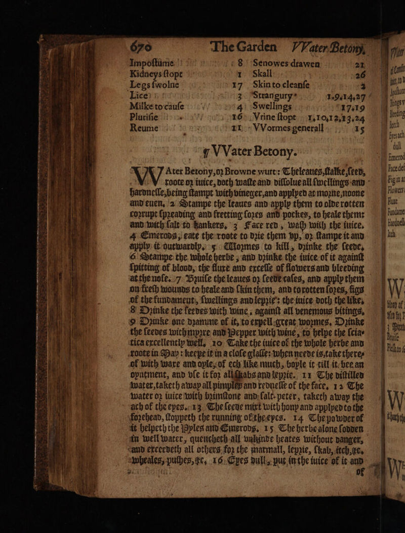 Impoftiime 8 Senowes:drawen 21 ant Kidneys ſtopt 1 Skall 26 9 6 Legs ſwolne 17 kin to cleanſe * oe Lice) | 3 “Strangury* A apa Milke to cauſe 4 Swellmgs 179 ites Pluriſie „ 16 Vrine ſtopt 110,121 3.4 ũ J it Reume 11 WVormes generall 15 | a ‘dul gy VVater Betony. | i Atet Betony, o; Browne wure: Cheleanes,ftatke,ceen, | oe , roote oz iuice, doth waſte and diflolueall wellings aun ien hardnelle, being ſtampt with vineger, and applyed at moꝛne, none Hoes i and euen. 2 Stampe the leaues and apply them to olde rotten bu bid coprupt ſpꝛeading and fretting foxes and pockes, to heale thems dame 5 and wich fale to Rankers, 3 Face red, wach with the iuice. Huddel, 4 Emerodg, eate the roote to dꝛie them vp, oz ſtampe it and lch apply it outwardly. 5 Mozmes to kill, dzinke the ſeede. 6 Stampe the. whole herbe, and dꝛinke the iuice ok it againſt {pitting of blood, the flure and exceſſe of flowers and bleeding e at the nole. 7 Bzuiſe the leaues oz ſeede caſeg, and apply them aa) ae on freſh wounds to heale and Chin them, and to rotten {o2es, fins 1 of the kundament, ſwellings and lepzie: the iuice doth the like. 8 Diinke che feedes with wine, againſt all venemaus bitings, &gt; Dpuke one dzamme of it, to expell great wozmes. Dzinke the leedes with mpꝛre and Pepper with wine, to helpe the ſcia⸗ tica excellently well, 10 Cake the iuice of the whole herbe and roote in May: keepe it in a cloſe glaſie: when neede is take theres iy of with ware and oyle, of ech like much, bople it till it bee an dyntment, and vle it for all tabs and lemie. 11 The diſtilled een water, taketh away all pimples and rednelſe ok the fare. 12 The i water oz iuice wich bꝛimſtone and lalt - peter, taketh away the il ach of the eyes. 13 The ſeene mixt with hony and applyed to the VY | fozehead, Toppeth the running of the eyes. 14 The powder k ahh it helpeth the Pples and Gmerods. 15 The herbe alone ſodden in well water, quenchech all vnkinde heates without danger, Land exceedeth all others foz the marmall, lepzie, fkab, iech, ko, wheales, pulbes, gc, 16 Eyes dull, put in the iuice of it aun 5 11 oF Ne seh fh) I pint © Bruife Heh to f