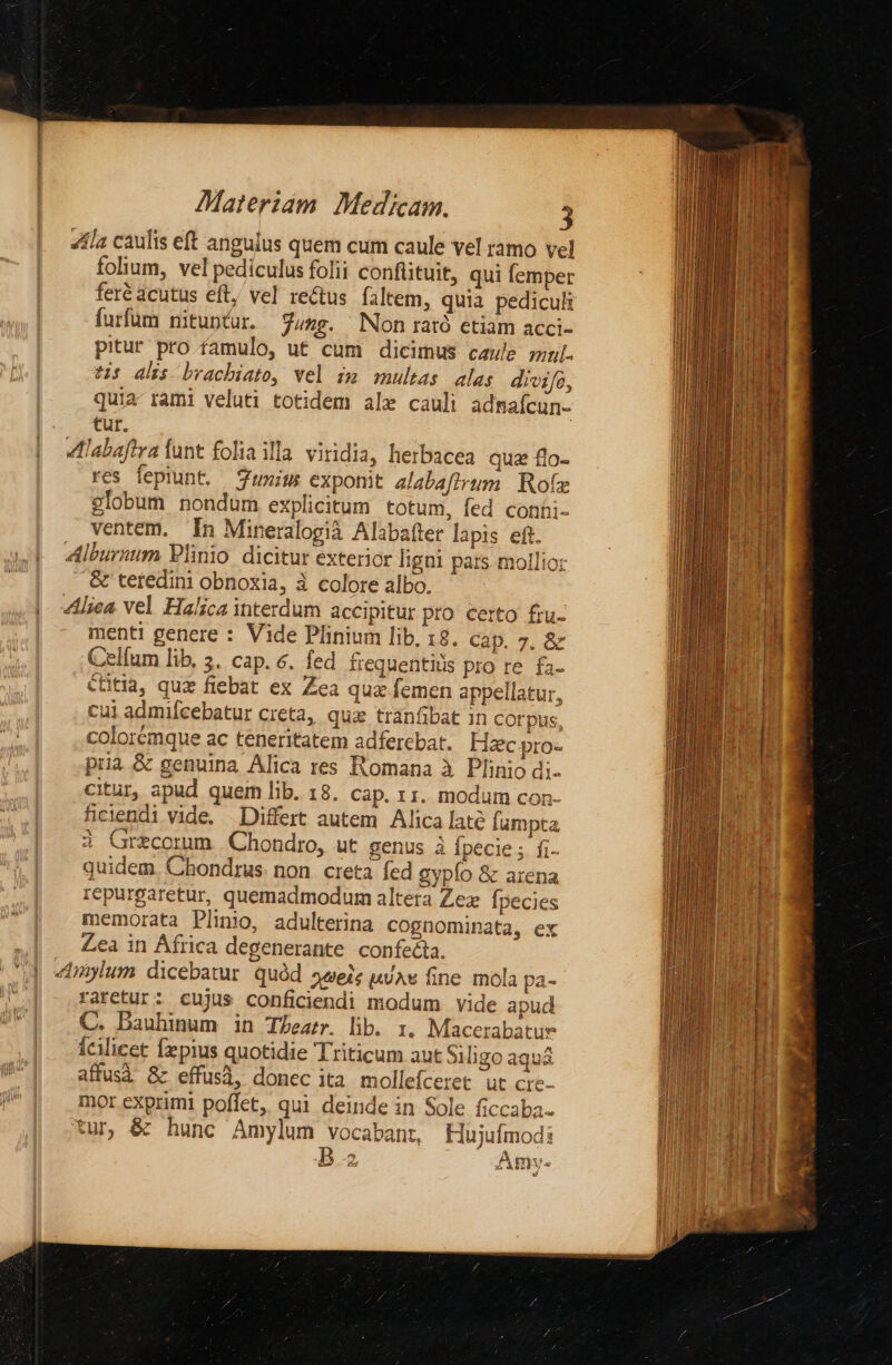 4fla caulis eft angulus quem cum caule vel ramo vel folium, vel pediculus folii conftituit, qui femper feré acutus eft, vel rectus. faltem, quia pediculi furfum nituntur. 4g. Non rató etiam acci- pitur pro famulo, uf cum dicimus cawle ml. $5 als brachiato, vel im multas alas divifo, quia- rami veluti totidem ale cauli adnaícun- tur. Zlabaflra funt folia illa viridia, herbacea qua flo- res fepiunt. — unius exponit alabafirum | Rofz globum nondum explicitum totum, fed conni- ventem. In Mineralogià Alabatter lapis eft. Alburmum Plinio. dicitur exterior ligni pats mollior & teredini obnoxia, à colore albo. menti genere : Vide Plinium lib, 18. cap, 7. & Celfum lib, 3, cap. 6. fed fiequentiüs pro re. fa- etitia, qux fiebat ex Zea qua femen appellatur, cui admifcebatur creta, qua tranfibat in corpus, colorémque ac teneritatem adferebat. Hac pro- pria & genuina Alica res Romana à Plinio di- citur, apud quem lib. 18. cap. 11. modum con- ficiendi vide. Differt autem Alica late Íumpta 3 Orecorum Chondro, ut genus à fpecie ; fi- quidem. Chondrus. non. creta fed gypío & arena repurgaretur, quemadmodum altera Zex. fpecies memorata Plinio, adulterina cognominata, ex Zea in África degenerante confecta. «& raretur: cujus conficiendi modum vide apud C. Dauhinum in JZeatr. lib. 1. Macerabatur Ícilicet fepius quotidie Triticum aut Siligo aquá affusà & effusi, donec ita mollefceret ut cre- mor exprimi poffet, qui deinde in Sole ficcaba- tur, & hunc Amylum vocabant, Hujufmodi B2 Amy- gem er capat MERE DCUM E E RB I: CREME RUE qoe