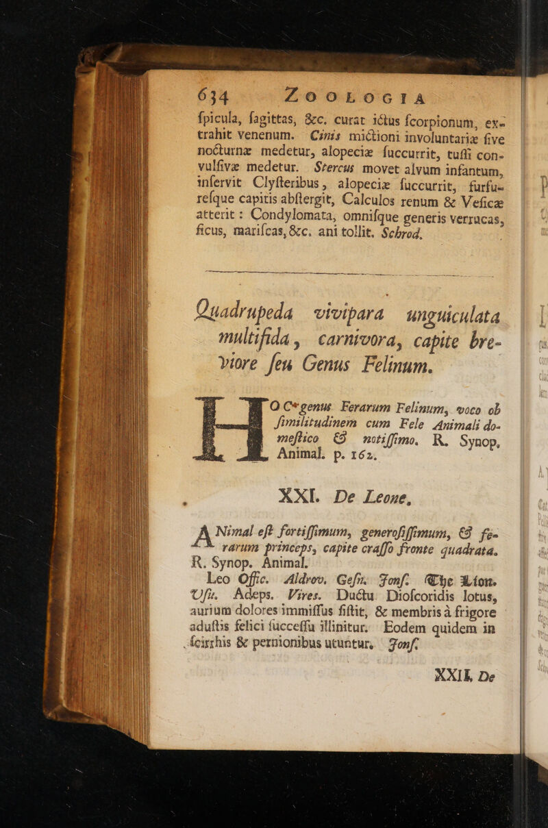 fpicula, fagittas, &amp;c. curat ictus fcorpionum, ex- trahit venenum. — Czmis micioni involuntariz five nocurnz medetur, alopecie fuccurrit, tufli con- vulfive medetur. Szercus movet alvum infantum, fervit Clyfteribus, alopecie fuccurrit, furfue reque capitis abftergit, Calculos renum &amp; Veficae atterit: Condylomata, omnifque generis verrucas, ficus, marifcas, &amp;c. ani tollit. Scbrog. M [P MÀ e Duadrupeda | vivipara | unguiculata multifida, carnivora, capite bre- vire feu Genus. Felinum. O C*genus. Ferarum Felinumy, *oco ob Jimilitudinem cum | Fele. Animali do- meéfHico 6&amp;9 motiffim. KR. Synop, Animal. p. 162. XXI. De Leeoze, Nimal eft fortiffimum, generofiffimum, €. fa- ^^ rarum princeps, capite craffo fronte. quadrata, R. Synop. Animal. Leo Offic. A4ldvov. Gefm. Sonf. WU9e Xon. Ufi. Adeps. Pies Ductu. Diofcoridis lotus, aurium dolores immiffus fiftit, &amp; membrisà frigore adufbss felici fucceffa illinitur. Eodem quidem in .Ácirrhis &amp; pernmionibus utuntur, gonf. XXIL De l |