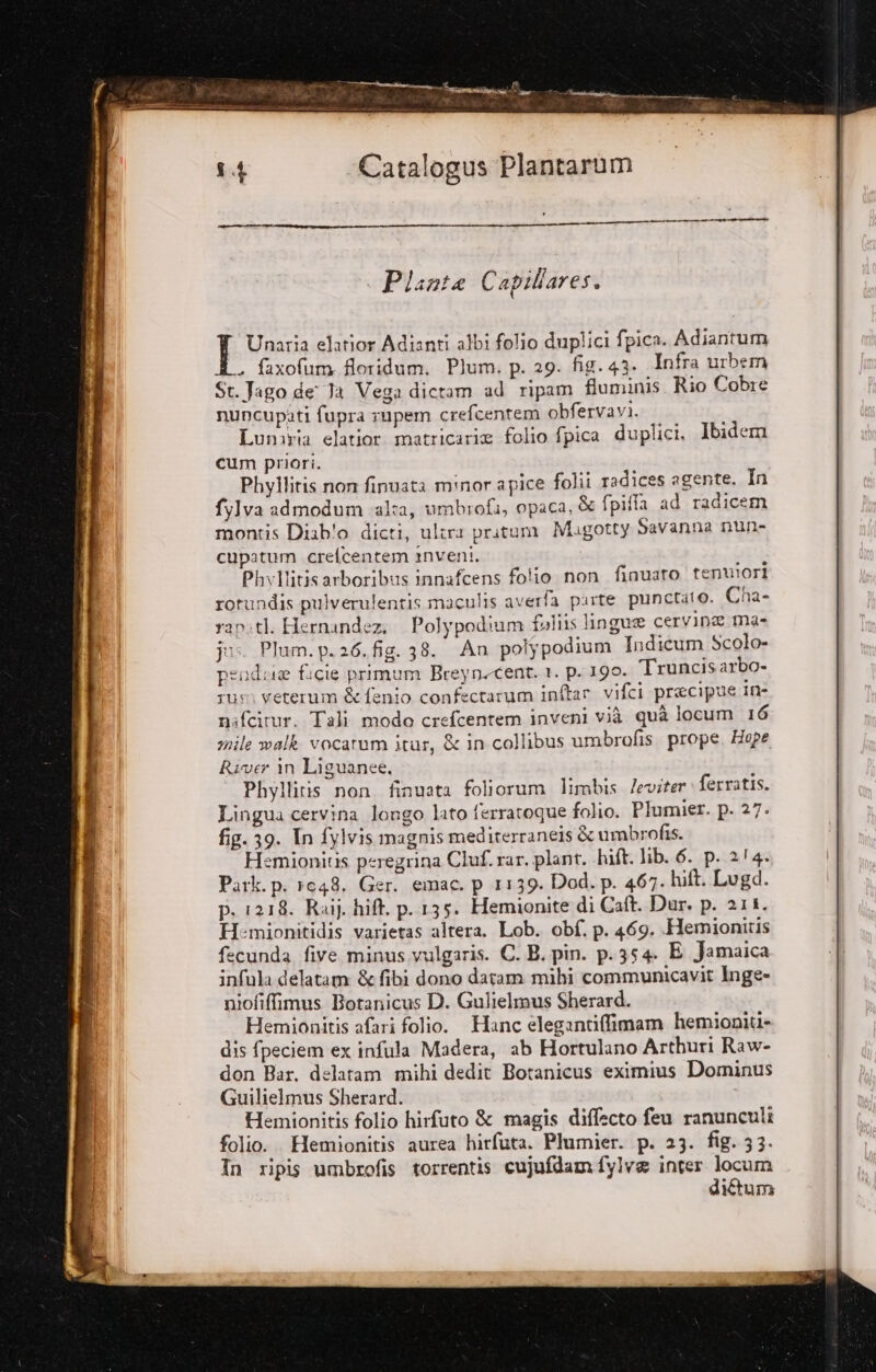 Unaria elatior Adianti albi folio duplici fpica. Adiantum . faxofum floridum. Plum. p. 29. fig. 43. Infra urbem St. Jago de' Ja Vega dictam ad ripam fluminis. Rio Cobre nuncupati fupra rupem crefcentem obfervavi. i Lunitia elatior matricarie folio fpica duplici, Ibidem cum priori. Phy]litis non finuata minor apice folii radices agente. In fy]va admodum alta, umbrofa, opaca, &amp;e fpifla ad radicem montis Diab'o dicti, ultra pritum Migotty Savanna nun- cupatum .crelcentem inveni. i} Phvilitisarboribus innafcens folio non finuaro tenwiori rotundis pulverulentis maculis averfa parte punctato. Cha- ran:tl. Hernandez, Polypodium foliis lingue cervine ma- jus. Plum. p.26.fig. 38. An poly podium Indicum Scolo- pende ficie primum Breyn.cent. 1. p.190. Truncisarbo- rus veterum &amp;fenio confectarum inftar vifci precipue In- nafcitur. Tali modo crefcentem inveni vià quà locum 16 mile walk vocatum itur, &amp; in collibus umbrofis. prope. Hope River in Liguanee. > Phyllitis non finuata foliorum limbis /eviter ferratis. Lingua cervina longo lato ferratoque folio. Plumier. p. 27. fig. 39. In fvivis magnis mediterraneis &amp; umbrofis. Hemionitis peregrina Cluf. rar. plant. hift. lib. 6. p. 2/4. Park. p. 1048. Ger. emac. p 1139. Dod. p. 467. hift. Lugd. p. 1218. Raij. hiA. p.135. Hemionite di Caft. Dar. p. 2114. Hemionitidis varietas altera. Lob. obf. p. 469. -Hemionitis fecunda five minus vulgaris. C. B. pin. p.354 E Jamaica infula delatam &amp;fibi dono davam mihi communicavit Inge- niofifimus Botanicus D. Gulielmus Sherard. Hemionitis afari folio. Hanc elegantiflimam hemioniti- dis fpeciem ex infula Madera, ab Hortulano Arthuri Raw- don Bar. delatam mihi dedit Botanicus eximius Dominus Guilieimus Sherard. Hemionitis folio hirfuto &amp; magis diffecto feu ranunculi folio. Hemionitis aurea hirfuta. Plumier. p. 23. fig. 33. In ripis umbrofis torrentis cujufdamfylve inter Ta diftum