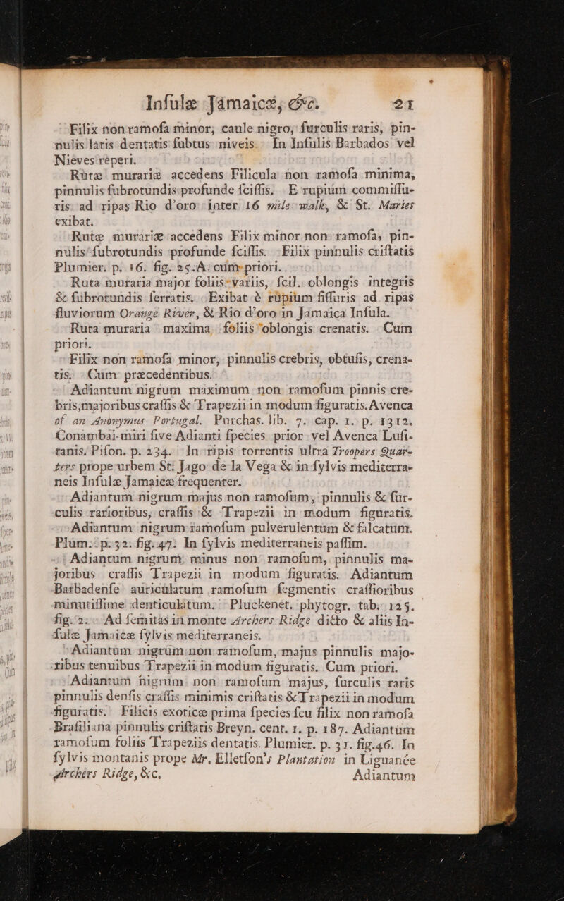 Filix nonramofa minor; caule nigro; furculis raris, pin- nulis latis dentatis fabtus: niveis > In Infulis Barbados vel Niéves'réperi. Rèùte murarie accedens Filicula non ramofa minima; pinnulis fubrotundissprofunde fciffis. . E rupium commiflu- ris ‘ad tipas Rio d’oro: ;inter 16 mile malk, &amp; St. Maries exIbat. Rute murarie ‘accedens Filix minor non ramofa; pin- nulis’fubrotundis profunde fciflis.. - Filix pinnulis criftatis Plumier: p. 16. fig: 25.A: cume priori. Ruta muraria major foliisevariis, fcil.. oblongis integris &amp;c fubrotundis ferratis, Exibat è ropium filuris ad. ripas fluviorum Orange River, &amp;Rio d’oro ‘in Jamaica Infula. Ruta muraria maxima, foliis “oblongis crenatis. Cum priori. Filîx non ramofa minor; pinnulis crebris; obtufis; crena- tis. Cum precedentibus. Adiantum nigrum maximum. non ramofum pinnis cre» bris;majoribus craffis.&amp; Trapezii in modum'/figuratis. Avenca of an Anonymus Portugal. Purchas. lib. 7. cap. 1. p. 1312. Conambai-miri five Adianti fpecies prior. vel Avenca Lufi. tanis. Pifon. p. 234. Inoripis torrentis ultra Zrcopers Quare ters properurbem St: Jago: dela Vega &amp; in fylvis mediterra» neis Infule famaice frequenter. Adiantum nigrum:majus non ramofum,; pinnulis &amp; fur- culis rarioribus; craffis:&amp; Trapezii in modum figuratis. Adiantum nigrum:tamofum pulverulentum &amp; falcatum. Pium.:p:32. fig:47: In fylvis mediterraneis paffim. Adiantum nigrumi minus non ramofum, pinnulis ma- joribus. craffis Trapezii in modum figuratis.. Adiantum Batbadenfe auricolatum ramofum fegmentis craffioribus munutiflime denticulatum.: Pluckenet. phytogr. tab: 125. fig.:2: Ad femitasin monte Archers Ridze di&amp;o &amp; allis In- fule Jamaica fylvis mediterraneis. VAdiantum nigrum:non ramofum, majus pinnulis majo- «ribus tenuibus Trapezii in modum figuraris. Cum priori. Adiantum nigrum. non ramofum majus, furculis raris pinnulis denfis craffis minimis criftatis&amp;Trapezii inmodum figuratis.' Filicis exotica prima fpeciesfeu filix non ramofa Brafiliana pinnulis:criftatis Breyn. cent. 1. p. 187. Adiantim ramofum follis Trapeziis dentatis. Plumier. p. 31. fig.46. In fylvis montanis prope Mr, Elletfon®s Plautation in Liguanée girchers Rid, e, &amp;c. Adiantum PRAIA An aio i pati, hi x > j x» sia ist i: n 2 sa Nefar alpe per Caen LARE . i ” RT ot o EI ai pe e mi » 4 ha PA » nl > * SUB PS Ae i ia egizi b 7 (A
