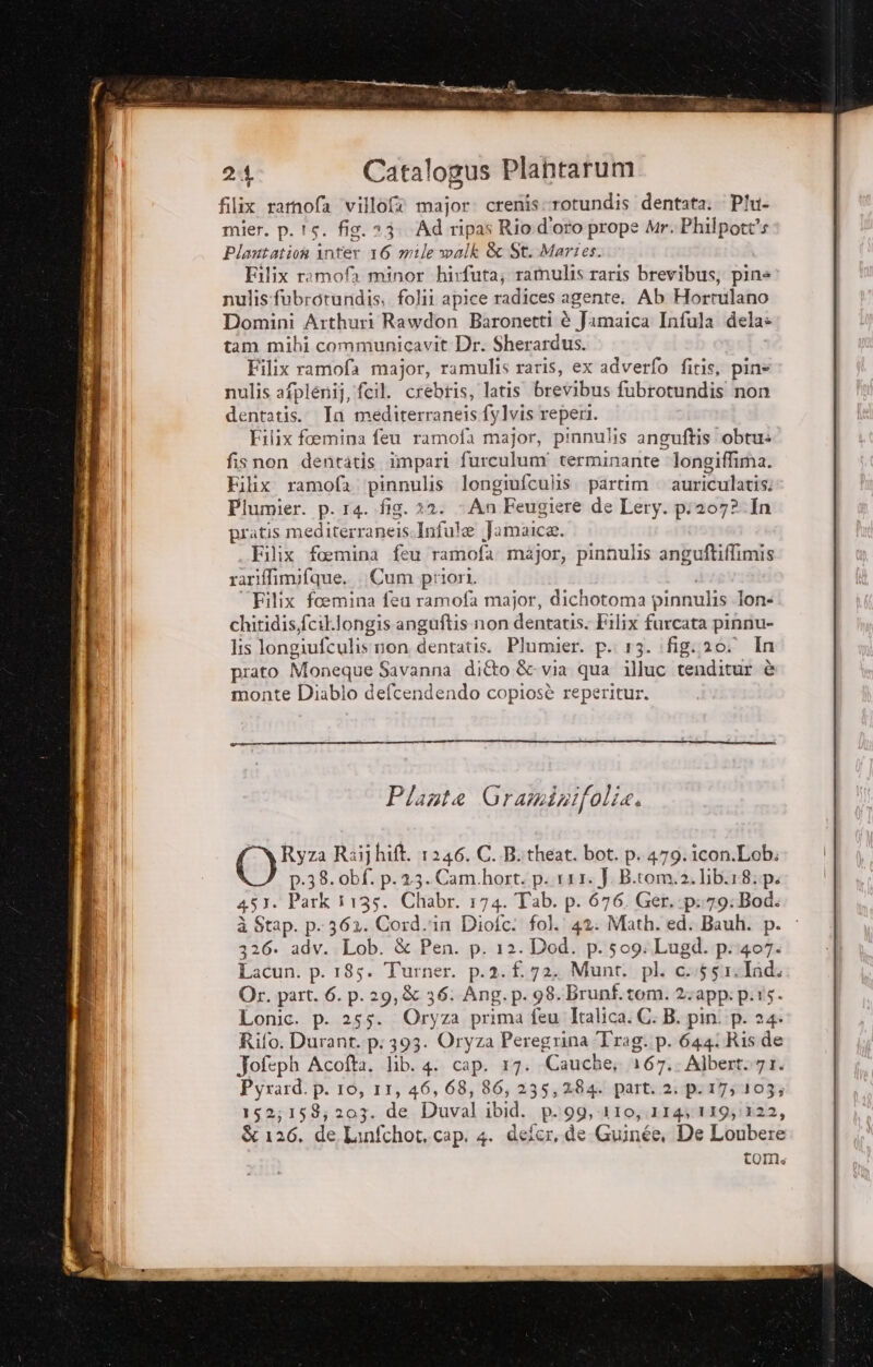 filix ramofa villofea major. crenis rotundis dentata. Piu- mier. p.15. fig. 23. Ad ripas Rio d'oro prope Mr. Philpott's Plantation inter 16 mile walk &amp; St. Martes. Filix ramofa minor hirfuta; ramulis raris brevibus, pins nulis:fubrotundis, folii apice radices agente. Ab Hortulano Domini Arthuri Rawdon Baronetti è Jamaica Infula dela» tam mihi communicavit Dr. Sherardus. Filix ramofa major, ramulis raris, ex adverfo fitis, pine nulis afplenij, fcil. crebtis, latis' brevibus fubrotundis non dentatis. In mediterraneis fylvis reperi. Filix foemina feu ramofa major, pinnulis anguftis obtu: fisnon dentatis impari furculum' terminante Jongiffima. Filix ramofàa ‘pinnulis longiufculis. partim | auriculatis: Plumier. p. 14. fig. 32. An Feugiere de Lery. p;207?.In pratis mediterraneissInfule Jamaica. Filix foemina feu ramofa mèàjor, pinnulis anguftiffimis rariffimifque. . Cum priori. Filix foemina feu ramofa major, dichotoma pinnulis lon- chitidis,fcil.longis anguftis.non pn Filix furcata pinnu- Its longiufculis non dentatis. Plumier. P- 13. ifigi20. In prato Moneque | Savanna dito &amp;- via qua illuc tenditur è monte Diablo defcendendo copiosè reperitur. Ryza Raij hift. 1246. C. B.theat. bot. p. 479. icon.Lob. p.38. bf. p.2.3.Cam.hort. p..r11. }. B.tom.2.lib.18.p. 451. Park 1135. Chabr. 174. Tab. p. 676. Ger. -p:79:Bod. à Stap. p.362. Cord.'in Diofc: fol. 4%: Math. ed. Bauh. p. 326. adv. Lob. &amp; Pen. p. 12. Dod. p. 509: Lugd. p::407. Lacun. p. 185. Turner. p.2. f.72. Munt. pl. c.,55 «Ind. Or. part. 6. p. 29, È 36. Ang. p. 98. Brunf.tom. 2:app: p.15. Lonic. p. 255. Ory za prima feu Italica. C. B. pin. p. 24» Rifo. Durant. p:393. Oryza Peregrina T'rag. p. 644/ Ris de Jofeph Acofta. lib. 4. cap. 17. Cauche; 167, Albert.71. Pyrard. p. 10, 11, 46, 68, 86, 235,284. part. 2:p.17:103; 152;158; 207. de Duval ibid. p..99,-110,.114;:119;/122, È 126. de Linfchot, cap. 4. defer, de Guinée, De Loubere TOmMs
