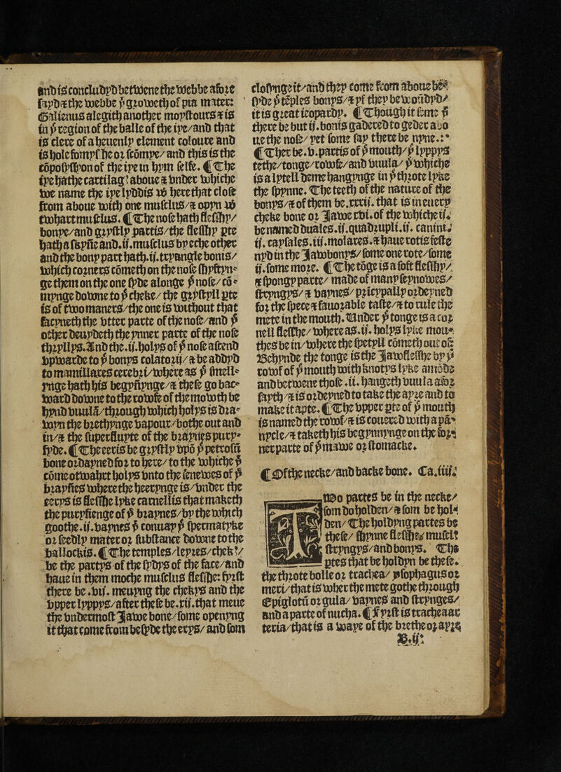 sribf^conduliptibetttcneftjwebbeafij.ic fajJbit tJjc toebbe ^ gjottictb of pta ntitec: (Balienitsalegitbaiwt^c mopftoutsi«t8 fit yJtsgtonof tbeb^Icof tl)« ipe/anb that tg tlcte of abeiicnlp element coloute anb tjCi bolefbmpf be ot ftompe/ anb this fe the eopoW’onof tbeipem bpnt felfe. ipebatbetattilagfaboucabnbet tobttbe toe name tbe ipelpbbtu te becetbat clofe fi»m about noitb one mufcUiS/a oppn *5 ttobattmuftlusi. CCbt nofe batb He® p/ bonpe/anb gtpftlppattfcS/tbt flellbp Bte batb aftpilt 3nb.W.mttftlu9; bp etbe otbee anbfbe bonp pact batbaf-ttpangtle boms/ tobteb eotnecS cometb on tbe nofe tlipftpn' fjetijemontbeonefi’be alonge ^nofe/to*^ mpngebotonetoj^cbefte/tbe isoftboomanetS/tbtonetsPottbout that fecpnetbtbe bttec pacte oftbenofe/anb p otfecbettpbetbtbepnnet pacte of tbenofe tbtpllWJ*3inb tbem'-bolp? of ^ nofe afetnb bpmatbeto^bonps colatotu/abeabbi’b tomamttlatestetcbtt/tobeteas p tell' rrtgebatibbfe begpftpnge/s tbefe gobac<- toacbbofxmetotbecomfeoftbtmomtbbt l^ib buuia/tbtousb tobitbbolpstsibta' Jxipn ibe btttbpnge bapout/botbe out anb tn/a ^ ftipetflupte of tbe btaptttspucp» fi’be. CCbPtetts be gipftlp bpo p pettofu bone 0 tbapneb lb t to bete/to tbe iobttbe ^ comeottnabtt^lpsbnto tbefeneboesof p btapfiestobeteftebeecpngets/bnbec tbe eet^ ts flertfte Ipbe camellts that mabetb tbeputPfiengcofiS btapneS/bpflieaibtcb goofte.ii.bspneS^ tonuapp ipetmatpbe otfeeblp matetot lUbllance bononetotbe ballocfetS.CCbetemples/leptes/tbebV be tbe paitps of tbefpbps of tbe fate/anb baue in t^ motbe mufeluS flefifte: bull ftere be.bif. meupng tbe cbeftj’S anb die bppctlpppps/afitec^febe.rii.tbat meue t^bnbetmo(l3atoebone/fome openpng ttti^ttomeliombel^betbeetps/anblbm elolhtgett/anbfljtp tomefeomiboiiebe®. IpbejJteples bonps/jpf tbepbeteoubpb/ it is gteat teoparbp. CCbougb it feme P djete be but ti.bonis gabeteb to gebet aisb ue^ nofe/pet fomt fap tbetebe npne.:* fCbetbe.b.patttsof|5moutb/plpppj« tetbe/tonge/toi»fe/aab buula/ p tobicb® is a iptcllbemebangpnge m)^tt).M)telj%e tbe fppnne.Cbeteetb of tbe natutcof tbe bonps/aoftbem be.tttii-tbat tstneuetp ebebe bone oi iabaerbuof tbel»b(cbeif« benaniebbualeS.if.tebt«Pd-M*eantnt.' ii.capfales.uf.molateS.abauetotisftfte npb in tbe 3 abobonps/ feme one tote/lbme M.fomemote. CCbetogeisafoftfleflbp/ (tlbongppaete/ mabeof manpftpnoiueS/ 5 b3pn«!/ pjl cppallp otbepneb foi^fpecea&uotable talle/fttomiedje meteintbemoutb*®nbec ptongeisacot nellBe(n)e/tobeteas.H.bo!pSlpuc mou»^ ^S be in/tobete tbe fpetpll cometb out o£ iScbPnbe tbetonge istbeSattiSellbebPP comfofj^moutbJBitbbnotpsipfee amsbe anblKtJwene tbofe .ii. banged? buu la asb? &ptb It is oibepneb to tabe d?e apte anb to mafee it apte. CtCbebppec gte of ? moudj isnamebdfeeoatfeatstouetebBoitbapa' npcle/atafeetbbiSiJegpnnj’ngeontbelbj’i netpatte of j5mai»e o jftomacue. CflDfdienecHe/anbbatbebone. Ca.fitf*! .1)^0 pattts be tn tbe nedte/ Ifombobolben/arom bebol^. I ben/ tcbe bolbpng t»ttes be ^fe/ Apnne Seflbr^murclt : lltpngps/anbbonps. cb* __gtcs^tbebolbpn betbefe. tbeditotebolleot ttad)ea/ pfopbagusot meti/tbatiStobettbemetegotbediJOttgb Cpiglotuotgula/bapneS anb llcpnges/ Bnb apacte of mteba. 4 Jf ptft is ttacbeaac tetia/tbatis a luape of tbe btetbeo^ap;^ &.ti'*.