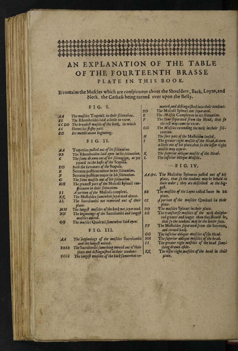 1 { r AN EXPLANATION OF THE TABLE OF THE fourteenth BRASSE PLATEINTHISBOOK. It contains theMufcles which are confpicuous about the Shoulders, BackiLoyn5,and Neck, the Carkafs being turned over upon the Belly. FIG. I. /!A The mufcles Trapeiiii in their feituation, gB The Rhomboides laid a little to vieva. CC DO The koadeft mufcle of the bac^, in which £C t>P Shews its flejhy part- Its membranous be^nning- FIG. II. jl Trapeilus pulled out of its fntuation. The Rhomboides laid open in its feituation. C The fame drawn out of his feituati^ny as yet joyned to the bafis of the Scapula. 3DD Both the Levators of the Scapula. E S erratus pofticus minor in bis f :itnation, Jt Serratus pofticus major in his feituation- C The fame mufcle out of his feituation. HH The greatefl pa:rt of tlx Mufeuli Splenii Cff»- • ff icuous in their feituation. 11 A portion of the Mufeuli complexi. JCK The Mz&oiies fomewhatJeparated above. XL The Sacrolumbi not removed jfut of their place. MM The longefi mufcles of the hack not Jeparated. JiN The beginnings of the Sacrolumbi and longefi mufcles united. ' CQ The mufcles Quadrati fomewhat laid open'. DD E F y GG H I K L FIG. III. AA The [beginnings of the mufcles Sacrolumbi and the longefi united. BBBB The Sactohtsibifomething moved out of their place and diftinguified in their tendons. <?CCC The Ivngefi mufcles of the back fomewhat rc- moved^and difiinguijhedinto their tendons. The MnCculiSpimtinot fepa^rated, ' The .Mufcle Complexus in its feituation. The fame feparated from the Headj that fo the reft'may came to view. The Mufcles extending the neck m their fei- tuition. The fore part of the Maftoid« loafed, The greater right mufcle ofthe Header awn a little oat of his placOithatfo the lejjer right mufcle may appear. The fuperior oblique mufcle of the Head. The inferior'oblique Mufcle. F I G. IV. A A &c. The Mufculus Spinatus pulled out of hk places that fotk tendons may be beheld in their order j they m deferibed at the big^, gefi. The mufcles the Loyns called Sacet h hit place. A portion of the mufcles Quadrati in th^ '' place. » The mufcles Spinati in their place. The tranfverfe mufcles of the neck decipho^ red g eater and longer than they fhould he, that fo the tendons may be the better feen. The Maftoidcs feparated from the Sternum, and turned back. ' The inferior oblique mufcles of the Head. T he fuperior oblique mufcles of the head. The greater right mufcles of the head fom^ thingdrtcwn afide. The lefjer right mufcles of the head in thel? place. BB / CC / DD EE FF GG HH II KK % f