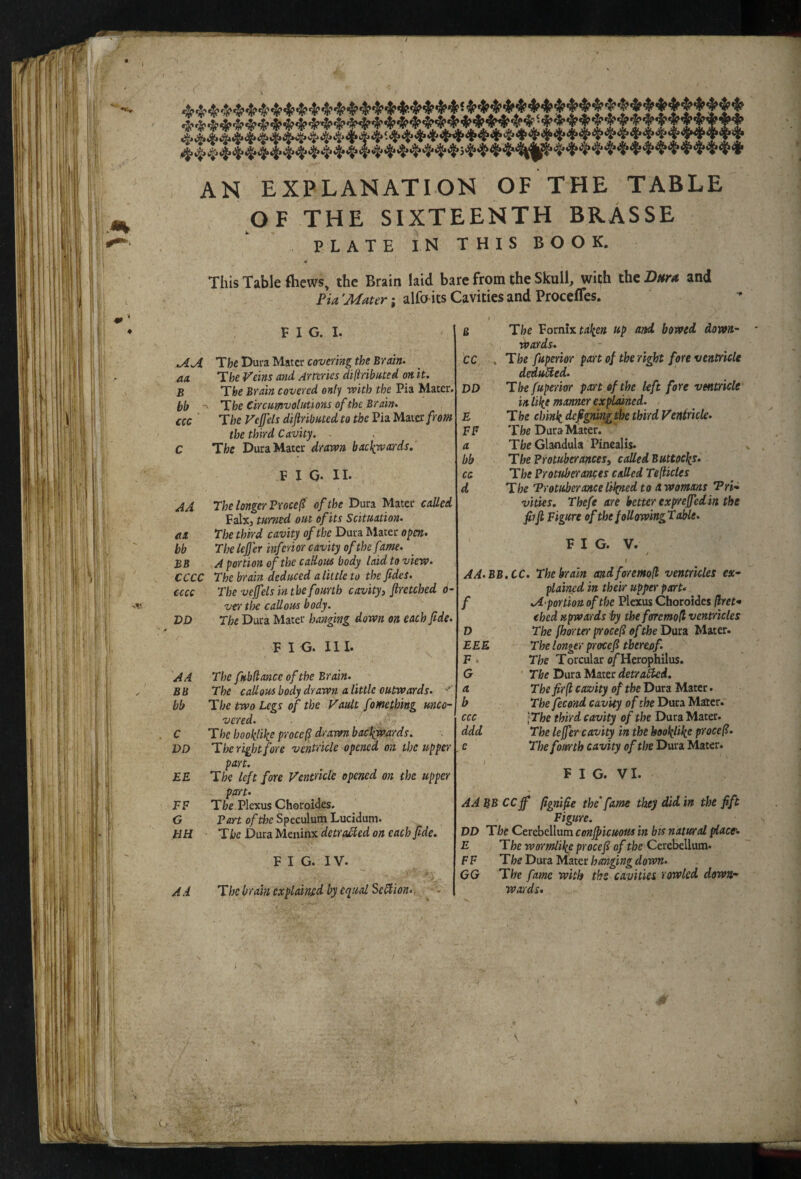 OF THE SIXTEENTH BRASSE PLATE IN THIS BOOK. This Table fticws, the Brain laid bare from the Skull, wifh the Dura and Pia 'Mater; alfo its Cavities and Procefles. F I G. I. The Dura Mater covering the Brain, aa The Veins and Arteries diliributed on it. B The Brain covered only tvkh the Pia Mater. bb ^ The Circumvolutions of the Brain, ccc ' The Vejfels difiributed to the Pia Mater from the third Cavity. C The Dura Mater drawn baclywards, FIG- II- AA The longer FYoce(( of the Dura Mater called Falx, turned out of its Scituation. aa The third cavity of the Dura Mater open, bb Tlte lejjer inferi or cavity of the fime. BB A portion of the callous body laid to view. CCCC The brain deduced a little to thefides. cccc The vejfels in the fourth cavity i Jiretched o- ver the callous body. DD The Dura Mater hanging down on each fide. F I G. III. A A The fubdance of the Brain. B B The callous body drawn a little outwards. bb The two Legs of the Vault fomething unco¬ vered. C The hooklike proce(l drawn backwards. DD The right fore ventricle opened on the upper part. EE The left fore Ventricle opened on the upper part. FF Ti!?e Plexus Choroides. G Pan of the Speculum Lucidum. HH The Dura Meninx detroMed on each fide. F I G. IV- AA Tbe b rain explained by equal SeSlion., fi The Voxnlx taken up and bowed down¬ wards. cc . The fuperior part of the right fore ventricle deducted. DD The fuperior part of the left fore ventricle in like manner explained. E The chink defigning the third Ventricle. FF The Dura Mater. a TfoeGlandula Pinealis. bb The Protuberancesy called Buttocks, ca The Protuberances called Tefticles d The 'Protuberance likned to a womans 'Pri* vities. Thefe are better expreffed in the fiift Figure of the foUowingTable. FIG. V. / AA.BB.CC. The brain and foremoll ventricles ex¬ plained in their upper part, f A portion of the Plexus Choroidcs flret- ehed upwards by the foremoft ventricles D The fijorter proce(l of the Dura Mater. EEE The longer pYOfceft thereof. F. Tfoe Torcular c/Herophilus. G The Dura Mater detraHed. a The fir (I cavity of the Dura Mater. b The fecond cavity of the Dura Mater. ccc \The third cavity of the Dura Mater. ddd The leffer cavity in the hookhke p'rocefl. e The fourth cavity of the Dura Mater. F I G. VI. A A BB ceff fignifie the'fame they did in the fift Figure. DD The Cerebellum conjpicuous in bis natural ^ace. E The wormlike procejl of the Cerebellum. FF The Dura Mater hanging down. GG Th'e fame with the cavities rowled down¬ wards.