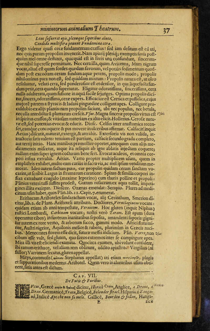 V7 Lene fufurrat agis^lenoque favoribus alueo^ Candida multifera fonunt Fundamina cera. Ergo videtur quafi cera? fundamentum craffius: fed iam delitum eft ea uti, nec quis puram propolim invenerit.Nam apiarij pleriq, exemptis favis poft> quam mei omne defluxit, quicquid eft in ravis una confundunt, fincerum- que nihil fupereffe permittunt. Nec cera illa, quam A vicenna, Mum nigrum vocat,aliud eft quam fordes quadam favorum, vel potius fedimentum quod¬ dam poft exco&am ceram fundumaqua? petens, propolis modo 5 propolis nihilominus pura non eft, fed quiddam mixtum: Propolis natura eft, ut oleo refoluatur, veluti cera, fed ponderofior eft etdenfior, in qua liquefada fun¬ dum petit,cera quando fupernatat. Eligatur odoratiffima, ftneeriflima, cera nulla adulterata,quam fufione in aqua facile fejunges. Optima propolis dici¬ tur,fincera,odoratiflima,cera? expers. Efficacioreft Cretica et paflidica,cujus majore partem a ftyracis & ladani pinguedine colligunt apes. Colligunt pro- culdubioexalijsplantis.-nam propolim faciunt, ubi nec populus, nec betula, neculla antedidaru plantarum crefcit.F/#* .Magna fincera? propolis virtus eft H in fpiritus craffos$& vitiofam materiam ex alto elicit.Hollerius.Cerofte natu» ra? eft,fed potentius evocat & educit. Diofc. Celfus inter anaftomica recen- fet,eamque concoquere & pus movere in ulceribus affirmat. Calfacit(inquit Aetius)difcutit,maturat,extergit,& attrahit. Exterforja vis non valida, at- tradoria fatis valens: tenuium eft partium, calfacitfecundo gradu completo, aut tertij initio. Hanc manibus praemollire oportet,antequam cum alijs me¬ dicamentis mifcetur, atque ita reliquis ab igne ablatis injedam coquere^ nullam enim fuper ignem coduram bene fert. Evocat aculeos, et omnia cor¬ pori infixa extrahit. Aetius. Varro propter multiplicem ufum, quem in emplaftris exhibet,multo eam carius infacra via,ac mei ipfum venditam me¬ morat. Ideo autem fadum puto, cur propolin quidam ceram fandam vo- carint,utfcribit Largus in ftrumarum curatione. Spinas &fimilia corpori in¬ fixa extrahunt coagulo (maxime leporino) cum thuris polline et propoli - Pliniusrveteri tuffi fuffitu prodeft, Guttam rofaceamex aqua tollit, impeti¬ gines illita extirpat. Diofcor. Oza?nas emendat: Serapio. Plures ad medi¬ cinam ufus habet,quos Plin.hb. 11 .Capit.y.enumerat ErithacamAriftotelesfandaracham vocat, alij Cerinthum, Smerion di- citur,lib.2. de Piant. Ariftoteli attributo. Dodiores,Vernilagmem vocant : quidam etiam ab aimiiempeftate. Ver meem. Hoc gluten (inquit Niphus) rufticiLombardi, Carhinam vocant^ noftri vero Varam. Eft apum (dum operantur cibos) in favorum inanitatibus fepofita, amarulenti faporis: gigni¬ tur autem ex rore verno, Sc arborum fucco, gummi modo. Africi flatu mi¬ nor, Auftri nigrior, Aquilonis melior & rubens, plurimum in G racis nuci¬ bus. Menecrates floremeffedicit, futura: meffis indicium. Plin. Varro^non cibum effe vult, fed gluten, quo favos extremos inter fe compingunt apes. Mira illi vis eft eliciendi examina. Quocirca examen, ubi volunt confidere, ibi ramum erithace, vel aliam rem oblinunt, addito apiaftro, Vergilius (ni fallor) V arronem fecutus,gluten appellat. Mity$,commofis(>ttfM/w Stephanus appellat) uti etiam «raT*»?©-, plagis et fuppurationibus medentur. Ariftotel. Quem vero inaluearibus ufum obti¬ nent,fatis antea eft didum. —— ~~ Cap.VIiT — D e F ucis & F uribus. *V«qGrace mfo & fycfatg dicitur, Illyrice Cz£%Anglice, a Prone, a No'*£12'' Dran.Ge rmanice,^raenfielgice^Belonder ftrael.HifyaniceZanga- nbflt&XlQh 4peche non fa mele, Gallice, Bourdon&fallon, Hunga- * E nce