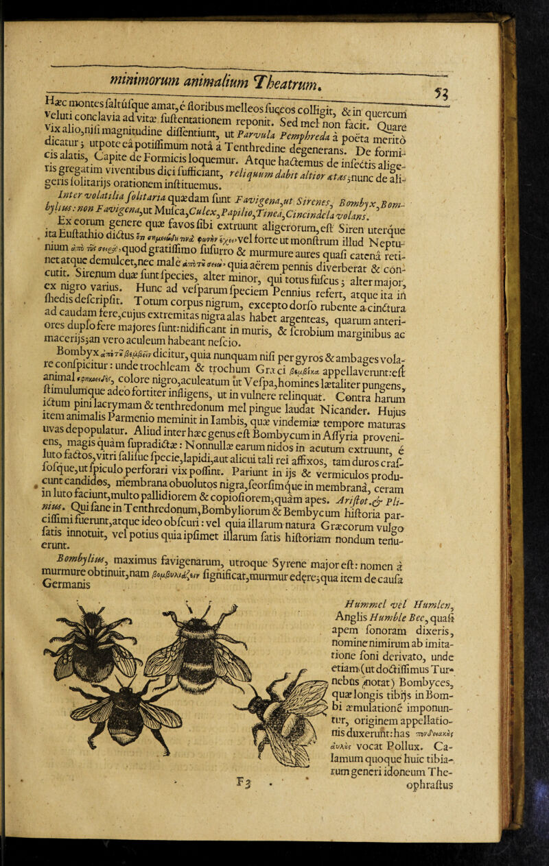 I minimorum animalium *Theatrum% S^IW!n7ia,rW?ue TpfloribuSrae,Ieosin quercum eluti conclavia ad vitae fuftentationem reponit. Sed mei non facit* n., ^ ix alio.mli magnitudine diflentiunt, ut Parvula Pcmphreda a poeta dica ur; utpote ea potilfimum nota a Tenthredine dcgcnc-ra s De ftu alatIS>. CaPlte ^ Formicis loquemur. Atque haSs d ikSds -is gregatim viventibus dici fufficiant, reliquum dabit altior atxs,nunc de ali genslolitarijs orationem inftituemus. cncdeaji- Inter volatilia foUtana quadam funt Favi genant Sirenes Bombyx Bom h^^^tavigcna^tUul^Culex^afilto^Trne^CwandcUvolaJ ’ itaEuftXichlw qi“ 5VOsf!b’ cx“ aligerorum,eft Siren uterque f?r %«’vel forte ut monftrum illud Neptu¬ nium «,*> ns <m&, quod gratijfimo fufurro & murmure aures quali catena reti- cnrir^sf demult.ct’nrec nialc «**■ quia aerem pennis diverberat & con- ef^ro varksd“Hrc PJ!eSr altCr?inor’ quotus fufeus; alter major, ££SK£ £ ® ad velparumfpeciem Pennius refert, atque ita in -td riiidim f ‘ T mm corPus n*Srum3 exceptodorfo rubente a cindtura oms*duN*o eni^cmitas nigra alas habet argenteas, quarum anteri- s&sssksb^^ * *-**—•»-*> Bombyx «ixdicitur, quia nunquam nili per gyros & ambaoes vola- re confpicituri unde trochleam & trochum Graci appellavfrunt.-ert animal colore mgro,aculeatum ut Vefpa,homines ktaliter pun-ens ft.mulumque adeofomter infligens, ut in vulnere relinquat . Contm harum lihim pini laciymam & tenthredonum mei pingue laudat Nicander. Huius item animalis Parmemo meminit in Iambis, qua? vindemia? tempore maturas vas depopulatur. Aliud inter ha?c genus eft Bombycum in AlTyria proveni- f,S’ f!^8‘S qUa‘r *: ,N°nnuIla: earum nidos in Mutuni extruunt, e r f. Faliioc fpecie,lapidi,aut alicui tali rei affixos, tam duros craf- cim?randi!f1CU ° perk0rarl Vuxp.°ffint' Pariunt in ‘Js & vermiculos produ- •T“?d*s> membrana obuolutos nigra, feorfimque in membrana, ceram l lutoTaciunt,multo pallidiorem &copioliorem,quam apes. Jrijlot & plj. nm. Quifanem Tenthredonum,Bombyliorum&Bembycum hiftork par¬ ci imi fuerunt,atque ideo obfcuri: vel quia illarum natura Grscorum vuNo mnotuIt> vel potius quiaipfimet illarum fatis hiftoriam nondum tenu- Bombjliw, maximus favigenarum, utroque Syrene major eft: nomen a Germank°btmUit?nam fignificat,murmur ed?resqua item decaufa n Hummcl vel Ifumlcn^ Anglis Humble Bec, quali apem fonoram dixeris, nomine nimirum ab imita¬ tione foni derivato, unde etiam* (ut do&iflimus T ur* nebtis ,inotat) Bombyces, qu^ longis tibijs in Bom¬ bi aemulatione imponun¬ tur, originem appellatio¬ nis duxeruiitrhas vocat Pollux. Ca¬ lamum quoque huic tibia-, rum generi idoneum The* ophraftus