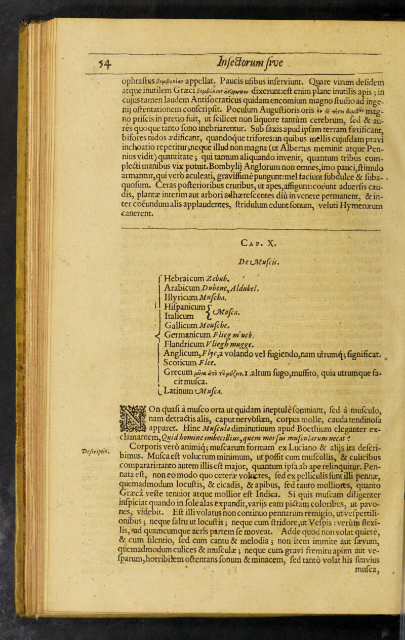 ophraftusGopgvM*r appellat. Paucis ufibus inferviunt. Quare virum defidem atque inutilem Graci do^Ktov arspmr dixerunt:eft enim plane inutilis apis ; in cujustamen laudem Antifocraticus quidam encomium magno ftudio ad inge- nij oftentationem confcripfit. Poculum Auguftioris oris h # mag¬ no prifeis in pretio fuit, ut fcilicet non liquore tantum cerebrum, fed & au¬ res quoque tanto fono inebriarentur. Sub faxis apud ipfam terram fetificant, bifores nidos aedificant, quandoque trifores:in quibus mellis cujufdam pravi inchoatio reperitur,neque illud non magna (ut Albertus meminit atque Pen- nius vidit) quantitate 5'qui tantum aliquando invenit, quantum tribus com¬ pleri manibus vix potuit.Bombylij Anglorum non omnes,imo pauci,ftimulo armantur,qui vero aculeati, gravilfime pungunt:mei faciunt fubdulce & fuba- quofum. Ceras pofterioribus cruribus, ut apes,affigunt:coeunt aduerfis cau¬ dis, plantae interim aut arbori adha?refcentes diu in venere permanent, & in¬ ter coeundum alis applaudentes, ftridulum edunt fonum, veluti Hymenaram canerent. Gap. X. DetJMufcis. Hebraicum Zebub. Arabicum Dubene^Aldubd. Illyricum Mufeha. Germanicum Flieg muck. Flandricum Vliegh mugge. Anglicum,/7jrc,a volando vel fugiendo,nam utrum^i fignificat, Scoticum F Ice. Grecum ^1*rS/^wr.i .altura fugo,muflito, quia utrumque fa¬ cit mufea. ^ Latinum CMufca. 80n cjuafi a mufeoorta ut quidam ineptulefomniant, fed a mufculo, nam detradis alis, caput nervofum, corpus molle, cauda tendinofa apparet. Hinc Mufcula diminutiuum apud Boethium eleganter ex¬ clamantem, homine imbecillius ^quern morbus mufcularum necat •* Corporis vero animiq; mufearum formam exLuciano & alijsita deferi- bimus. Mufcaeft volucrum minimum, utpolfiteum mufcellis, & culicibus compararirtanto autem illis eft major, quantum ipfa ab ape relinquitur. Pen¬ nata eft, non eo modo quo cetera? volucres, fed ex pelliculis funt illi penna:, quemadmodum locuftis, & cicadis, & apibus, fed tanto molliores, quanto Gra?ca vefte tenuior atque mollior eft Indica. Si quis mufeam diligenter infpiciat quando in folealas expandit,varijs eam pidam coloribus, ut pavo- nes, videbit. Eft illi volatus non continuo pennarum remigio, ut vefpertili- onibus 5 neque faltu ut locuftis; neque cum ftridore,ut Vefpis : verum flexi¬ lis, ad quamcumque aeris partem fe moveat. Adde quod non volat quiete, & cum filentio, fed cum cantu & melodia $ non item immite aut fevum, quemadmodum culices & mufcula?; neque cum gravi fremitu apum aut ve- fparum,horribilem oftentans fonum & minacem, fed tanto volat his fuavius mufea